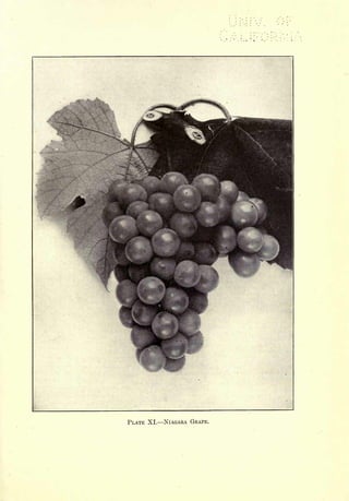 Cyclopedia of Hardy Fruits; by U. P. Hedrick (1922) 