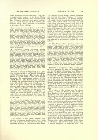 Cyclopedia of Hardy Fruits; by U. P. Hedrick (1922) 