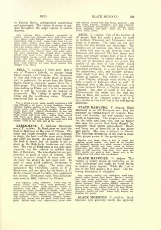 Cyclopedia of Hardy Fruits; by U. P. Hedrick (1922) 