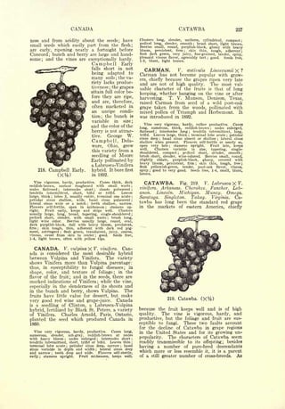 Cyclopedia of Hardy Fruits; by U. P. Hedrick (1922) 