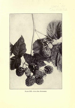 Cyclopedia of Hardy Fruits; by U. P. Hedrick (1922) 