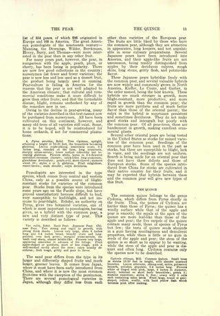 THE PEAR                                                   THE QUINCE                           11


listof 854 pears, of which 686 originated in                  other than varieties        of   the     European    pear.
Europe and 168  in America. The great Ameri-                  The   fruits are little liked     by those who have
can pomologists of the nineteenth century                     the   common pear, although they are attractive
Manning, the Downings, Wilder, Berckmans,                     in appearance, long keepers, and not unpalat-
Hovey, Barry, and Thomas were more inter-                     able in some culinary preparations.    Several
ested in the pear than in any other fruit.                    Japanese pears have been introduced into
  For many years past, however, the pear, in                  America, and their apple-like fruits are not
comparison with the apple, peach, plum, or                    uncommon, being readily distinguished from
cherry, has been losing in popularity. There                  apples by their deciduous calyces, rough
are now few good collections in the country;                  skins, long stems, gritty flesh,         and potato-like
nurserymen list fewer and fewer varieties; the                flavor.
pear is now less and less used as a dessert fruit,              These Japanese pears hybridize freely with
the product being largely used in canning.                    the common pear, and several valuable hybrids
Pear-culture is failing in America for the                    are now widely and commonly grown in North
reasons that the pear is not well adapted to                  America, Kieffer, Le Conte, and Garber, in
the American climate; that cultural and com-                  the order named, being the best known. These
mercial conditions make it more difficult to                  hybrids are     much     stronger       in   growth, more
grow than other fruits and that the formidable
                               ;                              blight-resistant, more productive, and more
disease, blight, remains unchecked by any of                  rapid in growth than the common pear; the
the remedies now in use.                                      fruits are more pyriform and of much better
  Owing to the decline in pear-growing, many                  flavor than those of the oriental parent; the
of the varieties described in this text cannot now            calyx in the hybrid is sometimes persistent
be purchased from nurserymen.              All have been      and sometimes deciduous. They do not make
cultivated on this continent,              however,  and      good stocks and intergraft but poorly with
many        old trees of all varieties stillexist. Some,      the common pear. Of all pear-trees, these are
it     is   to be hoped, will be reintrqduced for             handsomest in growth, making excellent orna-
home         orchards, if not for commercial planta-          mental plants.
tions.                                                          Several other oriental pears are being tested
                                                              in the United States as stocks for named varie-
   4.  Pyrus serotina, Rehd.      Tree vigorous, upright,
                                                              ties of the common pear.
attaining a height of 20-50 feet, the branchlets becoming                                    Seedlings of the
glabrous.   Leaves ovate-oblong, sometimes ovate, 3-5         common pear have been used in the past as
inches long, rounded at the base, long acuminate,             stocks, but these are susceptible to blight, lack
sharply setose-serrate ;lower surface cobwebby but be-        in vigor, and the seedlings are not uniform.
coming glabrous. Flowers white, borne in 6-9-flowered
umbellate-racemose clusters    calyx-lobes long-acuminate,
                                   ;
                                                              Search is being made for an oriental pear that
glandulose denticulate   petals oval, short-clawed stamens
                           ;                      ;           does not have these defects and those of
about 20    styles 4 or 5, glabrous.      Fruit subglobose,
                 ;

russet-brown ; stalk slender ; calyx deciduous.               European stocks. Some of the species intro-
                                                              duced from China for stocks are cultivated in
                                                              their native country for their fruits, and it
  Pomologists are interested in the type
species,which comes from central and western                  may be expected that hybrids between these
                                                              and the common pear will give new types of
China, only as a possible source of blight-
                                                              this fruit.
resistant stocks for varieties of the common
pear.  Stocks from the species were introduced
some years ago on the Pacific slope, but have                                       THE QUINCE
proved unsatisfactory because difficult to bud,                 The common quince belongs      to the genus
very susceptible to leaf-blight, and not im-                  Cydonia, which differs from Pyrus chiefly in
mune to pear-blight. Render, an authority on                  the fruits. Thus, the pomes of Cydonia are
Pyrus, gives two botanical varieties, one of                  harder than those of Pyrus; the quince has a
which is most important to pomologists, having
                                                              woolly surface while that of the apple and
given, as a hybrid with the common pear, a                    pear is smooth; the sepals at the apex of the
new and very distinct type of pear. This                      quince are more leaf-like than those of the
variety is described as follows:                              apple and pear; the five carpels of the quince
                                                              contain many seeds, those of species of Pyrus
  Var. culta, Rehd.    Sand Pear. Japanese Pear. Chi-
nese Pear.     Tree strong and rapid in growth, with          but few; the testa of quince seeds abounds
strong thick shoots.   Leaves very large, often 6 inches      in a gum having mucilaginous and demulcent
long and 3-4 inches broad, broadly ovate an'd long-
pointed, very dark green ; margins setose-serrate, the
                                                              properties, while there is little or no gum in
teeth very sharp, almost bristle-like. Flowers very large,    seeds of the apple and pear; the stem of the
appearing somewhat in advance of the foliage.        Fruit    quince is so short as to appear to be wanting,
apple-shaped or pyriform, more or less rough, with a          while the stem of the apple and pear is dis-
well-marked cavity about the stem       calyx usually de-
                                                              tinct and often long.
                                       ;

ciduous   flesh tough, gritty and poor in flavor.
            ;                                                                         Cydonia contains only
                                                              the species now to be described.
     The sand pear         from the type in its
                           differs
                                                                Cydonia oblonga, Mill. Common Quince. Small trees
larger          and
            differently shaped fruits and much                or shrubs 15-20 feet in height, with slender unarmed
larger, greener leaves.   It comes from Japan,                branches.  Leaves alternate, oblong-oval, entire, pubescent
where it must have been early introduced from                 beneath, petioled, stipulate, 2-4 inches long.      Flowers
                                                              white or tinged with pink, large, 2 inches in diameter,
China, and where it is now the most common                    showy, terminal on short leafy branchlets ; petals 5 ;
fruit-tree with the exception of the persimmon.               stamens numerous ; styles 5, free   ; ovary with 5 cells
There are several pomological varieties in                    each containing many seeds. Fruit large, round or pear-
                                                              shaped, yellow, woolly, with hard yellow flesh which
Japan, although they differ less from each                    becomes pink after cooking.
 