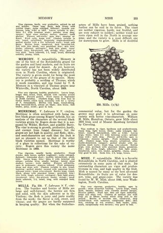 Cyclopedia of Hardy Fruits; by U. P. Hedrick (1922) 
