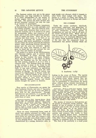 12         THE JAPANESE QUINCE                                                   THE JUNEBERRY
  The Japanese quince, now put in the genus                   most people very          pleasant, which         it   imparts to
Chaenomeles, was long included in Cydonia.                    other     fruits      when cooked with them.                    The
It is easily distinguished by the serrate or                  species   a native of China and Japan, but
                                                                         is
crenate papery leaves and styles united at                    has long been cultivated in Europe and Amer-
the base. The species has been divided into
several botanical varieties, but only the type
                                                                                      THE JUNEBERRY
is of interest to pomologists.
     The quince is of but secondary importance                  Under         the     names       juneberry,         shad-bush,
in fruit-growing, since it is only sparingly used
                                                              service-berry, sugar-pear, and grape-pear, or
for culinary purposes. The fruit deserves, how-               their equivalents in other languages, the fruits
ever, much more attention than is given it in                 of some twenty-five or thirty species of
domestic economy, for it is second to no other                Amelanchier are used for food in all parts of
for marmalades, jellies, and conserves of all                 the North Temperate Zone. While very dis-
kinds, and is much used for flavoring prepara-                tinct in aspect of tree and fruit, Amelanchier
tions of apples and pears. There are but few                  and Pyrus have few structural differences, the
varieties and there seems to be little or no                  two genera being separated chiefly by reason
interest in increasing the number, although                   of the fact that the compound ovary in
the quince offers great possibilities in hybrid-              Amelanchier has partial divisions which are
ization within the species and with the Japanese
quince, while interesting hybrids between the
quince  and the pear are recorded. Quince
stocks are much used whereon to graft the
pear, to dwarf the tree and increase the size
of the fruit and hasten its bearing.
  The quince is a native of the Mediterranean
and Caucasus regions, and in ancient times
grew     abundantly     in   Crete,    deriving     from
Cydon in that country the name Cydonia.
From ancient Greece, it was taken to Rome
before the Christian era, for the writers of
the first century mention it as if it were a
common fruit. The Romans knew the quince
as the cotonea, a name to be found in old
English as well as in Latin. Spreading from
Italy, it was soon cultivated, as agriculture
advanced step by step, throughout the mild
climates of Europe.   In 812, its culture was                                    3.   Juneberry.
enjoined by Charlemagne in France under the
name coing. Chaucer speaks of the quince in                                                       The species
                                                              lacking in the ovary of Pyrus.
the latter part of the fourteenth century in
                                                              are so closely related, with numerous spontane-
England, calling it come from the French.                     ous hybrids, from which, indeed, they are
Early Spanish, English, French, and Dutch
                                                              hardly to be distinguished that it serves the
       brought the quince to America.
settlers
                                                              uses of pomologists to characterize the genus
                                                              alone, without giving detailed descriptions of
               THE JAPANESE QUINCE                            the several species which have pomological
                                                              possibilities.        (Fig. 3.)
   Four species of Chamomeles are grown for
                                                                Amelanchier.        Shrubs or small            unarmed.       Leave*
their handsome flowers, and one, C. lagenaria,                                                        trees,
                                                              simple,   alternate, petioled,  serrate.    Flowers white,
is of some value also for its fruit and offers a              racemose or rarely solitary ; calyx 5-cleft, persistent, the
good field for the plant-breeder.       Through               tube campanulate and adnate to the ovary           petals 5,
                                                                                                                      ;


                                                              obovate, oblong or rarely linear         stamens numerous,
hybridization and selection, it is possible that                                                        ;


                                                              short ; styles 5, united below ; ovary inferior, 5-celled,
other species of the genus might be made to                   each cell with two ovules cells with a projection grow-
                                                                                              ;


yield fruits of value.                                        ing from the back forming a false partition.   Fruit an
                                                              edible berry-like pome with a cavity at the top    sweet    ;

   Chcenomeleg lagenaria, Koid. Japanese Quince. Shrub        and juicy ripening in early summer.
                                                                          ;

3-6 feet high, with spreading, spiny branches.       Leaves
sub- persistent or   deciduous,  alternate,   oblong-ovate,     The   species of interest to fruit-growers are
glossy above, papery, l%-3 inches long.         Flowers in
                                                              all natives of temperate North America. The
clusters of 2-6, red or reddish, l%-2 inches across;
calyx-lobes entire or serrate ; petals 5   ;
                                              stamens nu-     product of one or another of them plays an
merous ; styles 5, united at the base.      Fruit 5-celled,
                                                              important part in the diet of North American
each cell with many seeds ; globular or ovoid ; yellowish-
green ; stem lacking.
                                                              Indians, who make use of the berries both
                                                              fresh and dried.     So, also, juneberries have
   There are many ornamental forms, most of                   been a source of food supply to explorers, pros-
 which bear quinces esteemed for jellies, con-                pectors, and pioneers, who testify to their
 serves,and other culinary purposes. The dark,                value as pleasing dessert fruits. Juneberries
 green fruits are very hard, but contain a rich,              are as yet little used where they must compete
 aromatic, lemon-like juice which makes a jelly               with other fruits, although they have many
 of very pleasing flavor. The fruits are further              qualities to commend them for domestication.
 characterized by a strong, distinctive odor, to                The fruit of the juneberry is a small pome
 