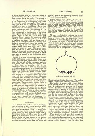 THE MEDLAR                                                  THE MEDLAR                      13

or apple, usually with five cells, each more or    ovaries;        and in its apparently stemless      fruits.
less completely divided into two parts so that     There      is   but one species.
there appear to be ten cells. The pomes of
some species are no larger than a pea, while          Mespilus germanica, Linn.    Medlar.   Mespilus.
                                                   a small tree attaining a height of 25 feet, sometimes
                                                                                                        Plant
in the best strains of other species they attain
                                                   shrub-like, the wild plants thorny, cultivated varieties
the size of a small crab-apple. They vary in       thornless.   Leaves simple, nearly sessile, oblong-lance-
color from dark red to a purplish-blue or black    olate or oblong, pubescent, serrate.    Flowers large and
                                                   sessile on short, leafy shoots, white or
and   all have more or less bloom.  The several                                               pink, pubescent
                                                   outside; styles 5, glabrous and distinct.   Fruit a round-
juneberries are exceedingly variable in their      ish or top-shaped pome with the 5 leaf-like
                                                                                                        sepalt
fruits, suggesting high potentialities in the      persistent  ;receptacle hollowed as in the apple and
                                                   pear, but not completely inclosing the carpels; the 5
domestication of the best of the wild species.     carpels having a hard, bony wall protecting the single
They differ much in the character of the plants,   seed within.
some species being dwarf shrubs with many
stems, while others are small trees with
                                                        At   least    two botanical   varieties are   named,
                                                   one a large-fruited form, and the other seedless,
straight, slender trunks, the largest of which
attain a height of forty feet and a diameter       both of which, from the descriptions given,
of eight or ten inches. All are hardy, and at      might well be considered pomological varieties.
least two of them give promise of making most      The medlar is a native of Europe, being found
desirable domesticated plants in regions too       wild in many parts of central and southern
cold for any, or but few, other fruits. June-      Europe and even in England, where, however,
                                                   it is probably an escape from cultivation.
berries thrive under the same care as that                                                        It
                                                   is thought to be
given the apple or pear.      The genus shows                          indigenous to south-central
wide adaptation to soils and moisture condi-
tions; in temperate regions there are few lo-
calities where other fruits are grown in which
some one or several of the juneberries would
not thrive.
   Strains of several species have been brought
under cultivation, some of which have been
named and sparingly disseminated by nursery-
men. So far, all of the cultivated varieties
have come from the bush-like species, most
of them from A. alnifolia.         One of the
first named sorts to be sent out was Success,
a dwarf strain probably of A. canadensis, in-
troduced by H. E. Van Deman, then of Kansas,
about 1878; this variety seems to be no longer
cultivated.   Several western nurserymen now
offer strains of A. alnifolia under the names
Improved Dwarf Juneberry, Dwarf Mountain                             4.   Dutch Medlar.
Juneberry, and Western Huckleberry. These
named varieties are selected strains from wild
                                                   Europe eastward to the Caucasus.            The medlar
plants, no one as yet having set out to improve
                                                   is   said to hybridize with the hawthorns.
juneberries. Then; are many distinct forms in
the wild, some of them supposed to be natural
                                                        The medlar, it seems, held a much higher
hybrids, offering opportunities for selection in   place   among fruits in the Middle Ages than
the amelioration of the species for the garden.    now.      It    was used as a preserve and to season
There is no reason to believe that the species     meats.          The fruit was the foundation of the

will not hybridize as freely as other members
                                                   famous preserve known in Orleans, France, as
of the rose family.     Juneberries are readily    cotignac, which was always offered a French
                                                   sovereign when he entered the town, and which
propagated from seeds and no doubt all would       was the first present made to Joan of Arc when
yield to budding and grafting. They are said
                                                   she led her troops into that city. The fruit
to be easily budded on the hawthorn.      At
                                                   is  somewhat common in the markets of
present, suckers are used in propagating the
                                                   France, very common in Germany, and some-
species.
                                                   times is to be found on fruit-stalls in England.
                  THE MEDLAR                       Medlars are to be seen in many door-yard
                                                   plantations in the South Atlantic and Gulf
  The  medlar, or mespil, is a small, handsome     states in the United States, but are seldom
tree belonging to the genus Mespilus which         seen northward, although they are hardy as
bears edible fruits. The genus is closely re-      far north as Geneva, New York.       In parts of
lated to Crataegus and Pyrus. It is separated      Florida, the medlar is very common, being
from Crataegus by its large flowers, which are     used as a hedge-plant as well as a fruit-plant,
borne singly and have leaf-like sepals, and by     and is frequently found in a semi-wild state.
its stemless fruits. It differs from Pyrus, with      When plants or seeds were first brought to
which it is sometimes classed, in bearing its      America is not known; American pomologies
flowers singly on leafy shoots of the current      and horticultural magazines give but scant and
year's growth; in having an open-topped, over-     fragmentary information on the subject.       It
growing receptacle which does not cover the        seems certain, however, that the plant has
 
