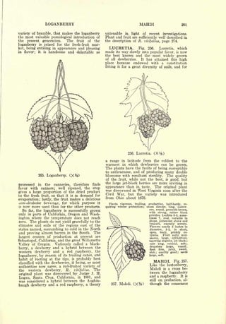 Cyclopedia of Hardy Fruits; by U. P. Hedrick (1922) 