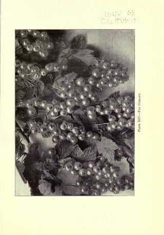 Cyclopedia of Hardy Fruits; by U. P. Hedrick (1922) 