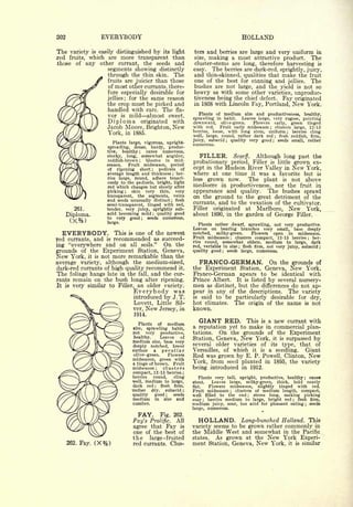 Cyclopedia of Hardy Fruits; by U. P. Hedrick (1922) 