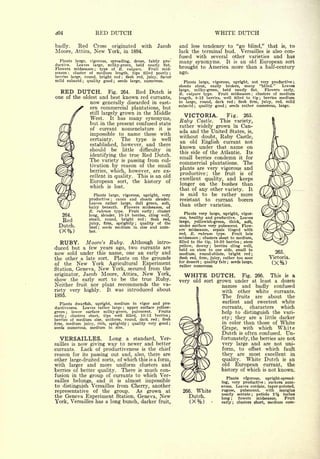 Cyclopedia of Hardy Fruits; by U. P. Hedrick (1922) 