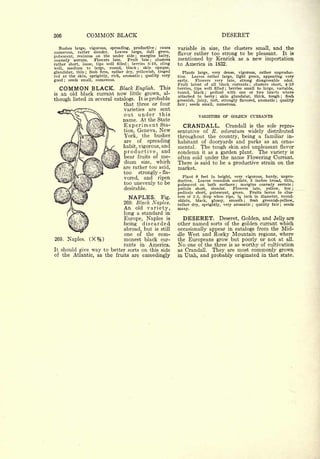 Cyclopedia of Hardy Fruits; by U. P. Hedrick (1922) 