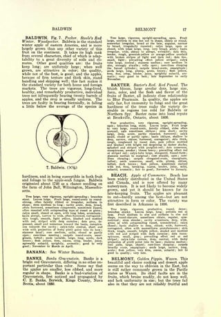 BALDWIN                                                                       BELMONT                                                           17


  BALDWIN.       Fig. 7. Pecker. Steele's Red                                    Tree large, vigorous, upright-spreading, open.   Fruit
Winter. Woodpecker. Baldwin is the standard                                   large, uniform in size but not in shape, oblate or round,
                                                                              somewhat   irregular, broad at the base, angular, narrow
winter apple of eastern America, and is more                                  to broad, irregularly russeted     calyx large, open or    ;


largely grown than any other variety of this                                  closed, with lobes large, long, very broad, acute   basin                                    ;


fruit on the continent.  It takes its high rank                               irregular, wide, obtuse to abrupt, wrinkled    skin thin,                        ;




from several characters, chief of which                                       tender,  rough, greenish-yellow or orange-yellow overlaid
                                                                 is   adap-   with broken stripes of light and dark red         dots few,                          ;


tability to a great diversity of soils and cli-                               small, light     prevailing effect yellow striped ; calyx
                                                                                                     ;


mates.   Other good qualities are: the fruits                                 tube large, conical ; stamens median ; core medium in
                                                                              size, strongly abaxile ;   cells open ; core-lines clasping
keep long; are uniformly large; when well                                     the funnel cylinder ; carpels broad-ovate, emarginate ;
grown, are attractive in color; the quality,                                  seeds large, long, plump, acute, brown ; flesh yellow,
while not of the best, is good; and the apples,                               firm, fine, crisp, tender, juicy, sprightly subacid, aro-
                                                                              matic    very good to best ; late September to early
because of firm texture and thick skin, stand                                 November.
                                                                                       ;




handling and shipping well; this fact makes it
the standard variety for both home and foreign                                     BAXTER.                Baxter's Red. Red Pound. The
markets. The trees are vigorous, long-lived,                                  bluish               bloom, large areolar dots, large size,
healthy, and remarkably productive, individual                                form, color, and the flesh and flavor of the
trees not infrequently bearing twenty barrels of                              fruits of Baxter, all indicate close relationship
apples, and the crop is usually uniform. The                                  to Blue Pearmain.    In quality, the apples are
trees are faulty in bearing biennially, in falling                            only fair, but immunity to fungi and the great
a little below the average of the species in                                  hardiness of the trees make the variety de-
                                                                              sirable in regions too cold for Baldwin or
                                                                              Northern Spy. Baxter came into local repute
                                                                              at Brockville, Ontario, about 1800.
                                                                                   Tree  productive,    very vigorous,      upright-spreading,
                                                                              open  ;  branches long, stout.      Leaves large.     Fruit large
                                                                              to  very large, round-conic, faintly ribbed, sides often
                                                                              unequal, axis sometimes oblique ; stem             short ; cavity
                                                                              large,    deep, acute, partly russeted, furrowed ;          calyx
                                                                              small, closed or partly open ; basin oblique, shallow to
                                                                              deep, narrow, obtuse, furrowed, corrugated ; skin thick,
                                                                              tough, roughened by russet dots, pale yellow mottled
                                                                              and blushed with bright red deepening to darker shades,
                                                                              splashed and striped with purplish-red           dots numerous,          ;


                                                                              conspicuous, areolar ; bloom heavy         prevailing effect red
                                                                                                                                             ;


                                                                              or striped red      calyx-tube large, elongated, funnel-form
                                                                                                         ;                                                                              ;


                                                                              stamens median to marginal            core abaxile, open ; core-
                                                                                                                                     ;


                                                                              lines    clasping ;    carpels    elongated-ovate,    emarginate,
                                                                              tufted ;    seeds numerous, small, wide, plump, obtuse,
                                                                              tufted, dark brown          flesh  ;yellow, sometimes stained
                                                                              with red, firm, breaking, coarse, tender, juicy, mild,
                              7.   Baldwin.       (X%)                        subacid, aromatic ; fair to good ; November to January.


hardiness, and in being susceptible in both fruit
                                                                                BEACH. Apple of Commerce. Beach has
and                                                                           been widely distributed in the United States
     foliage to the apple-scab fungus. Baldwin
                                                                              and Canada, and is now offered by many
originated about 1740 as a chance seedling on
the farm of John Ball, Wilmington, Massachu-                                  nurserymen. It is not likely to become widely
setts.                                                                        grown, and yet it should be known for its
                                                                              late-keeping fruits.  The apples are pleasant
   Tree large, very vigorous, upright-spreading branches     ;                to eat hardly among the best but are not
stout.  Leaves large. Fruit large, round-conic to round-
                                                                              attractive in form or color. The variety was
oblong, often faintly ribbed or irregular, uniform in
shape stem medium to long cavity acute, deep, broad,
          ;                                   ;
                                                                              first described in Arkansas in 1898.
often furrowed, sometimes compressed, sometimes lipped,
                                                                                 Tree   large,  vigorous,   productive,   round,   dense
often russeted with outspreading rays of russet or green ;                                                                                                                              ;


                                                                              branches stocky.     Leaves large, long    petioles red at
calyx small, closed or open, with long lobes, acuminate
                                                                                                                                                   ;


basin abrupt, narrow to wide, often furrowed, corrugated
                                                                          ;
                                                                              base.   Fruit medium in size and uniform in size and
                                                                          ;

skin tough, smooth, light yellow, blushed and mottled                         shape, round-obovate, sometimes oblate, regular, sym-
with red, striped with deep carmine                                           metrical    stem slender
                                                                                               ;          cavity acuminate, deep, wide,
                                                                                                                         ;
                                            dots gray, de-
                                                         ;

pressed, small and numerous toward the basin, conspicu-
                                                                              green or with outspreading russet, symmetrical        calyx                                  ;



ous towards the cavity                                                        closed   basin shallow to deep, obtuse, wide, furrowed,
                                                                                           ;
                             calyx-tube conical, short and
                                                                              corrugated, often with mammiform protuberances
                                      ;
                                                                                                                                     skin                                      ;
wide with projection of fleshy pistil point into its base
                                                                              thick, tough, smooth, bright yellow, shaded and mottled
                                                                          ;

stamens basal      core medium, axile, closed or partly
                          ;
                                                                              with red and striped with dark carmine          dots incon-                  ;
open    core-lines meeting     carpels round-ovate, ernar-
                                                                                                          prevailing effect red or red
      ;                                   ;


                  seeds variable, large, long, acute, dark                    spicuous,   small, gray                ;
ginate, tufted            ;

brown             flesh
              yellow, firm, coarse, crisp, tender, juicy,
              ;


agreeably subacid, sprightly, aromatic ; good to very                         core                         core-lines clasping
                                                                                    axue, large, ciuseu                          caipeis                               ;

good ; November to March or April.
                                                                                                                             ;


                                                                              broadly ovate, emarginate      seeds large, narrow, long,
                                                                                                                                 ;

                                                                              acute   flesh yellow, very firm, coarse, subacid   fair to
   BANANA:                         See Winter Banana.
                                                                                       ;

                                                                              good in quality very late.     ;
                                                                                                                                                                       ;




  BANKS. Banks Gravenstein. Banks is a                                             BELMONT.                 Golden Pippin. Waxen. This
bright red Gravenstein, differing in no other im-                             beautiful              and choice cooking and dessert apple
portant particular than color. Some say that                                  seems on the way to oblivion in the East, but
the apples are smaller, less ribbed, and more                                 is still rather commonly grown in the Pacific
regular in shape. Banks is a bud-variation of                                 states as              Waxen.              Its chief               faults are in the
Gravenstein, first noticed and propagated by                                  fruits,which bruise readily, do not keep well,
C. E. Banks, Berwick, Kings County, Nova                                      and lack uniformity in size; but the trees fail
Scotia, about 1880.                                                           also in that they are not reliably fruitful and
 
