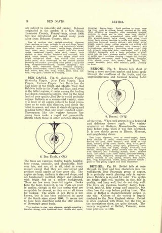 18                    BEN DAVIS                                                                         BETHEL
 are subject to sun-scald and canker. Belmont                   drooping.    Leaves large.    Fruit medium to large, vary-
                                                                ing from conic to oblong, broad, rounded at the base,
 originated in the garden of a Mrs. Beam,                       often elliptical or irregular, sides sometimes
 Lancaster County, Pennsylvania, about 1800,                                                                          unequal,
                                                                uniform in shape and in size           stem long, slender ;
                                                                                                                       ;

 but was introduced and named many years                        cavity acute, deep, symmetrical, often with rays of
                                                                 thin greenish-russet; calyx closed, with
 after from Belmont County, Ohio.                                                                               short, acute
                                                                lobes basin abrupt, medium in width and
                                                                          ;
                                                                                                               depth, obtuse,
     Tree of medium size, upright-spreading, vigorous.          sometimes furrowed, usually oblique       skin tough, waxy,            ;

 Fruit medium or large, uniform in size and shape, round-       bright, smooth, glossy, yellow, mottled and washed with
 oblong to oblate-conic, broadly and indistinctly ribbed,       bright red, striped and splashed with carmine              dots                                ;


 irregular;   stem short, slender   cavity large, acuminate,
                                    ;                           inconspicuous, scattering     prevailing effect bright deep
                                                                                                                 ;


 deep, broad, wavy, irregular, usually with thin brown          red, striped   calyx-tube short, cone-shaped, with a long
                                                                                  ;


  russet, sometimes lipped      calyx small, closed ; basin
                                ;                               cylinder, frequently with a fleshy projection of pistil
 shallow to deep, abrupt, furrowed and wrinkled ; skin          point into its base     stamens median
                                                                                                   ;       core axile, closed              ;


 thick, tough, smooth, waxen, clear bright yellow with          or partly open    core-lines clasping
                                                                                          ;
                                                                                                        carpels flat, obovate,
                                                                                                                           ;


 bright orange-red blush    ;   dots whitish with minute        emarginate, mucronate        seeds large, long,
                                                                                                             ;
                                                                                                                     irregular,
 russet point, oftan submerged, on the blushed portion          wide, plump, acute, dark brown           flesh yellow,    firm,;


 becoming red areolar prevailing color yellow ; calyx-tube
                       ;                                        coarse, aromatic, juicy, mild subacid ; good ;        January
 long,   elongated-cone-shaped ;   stamens marginal ; core      to June.
 large,   axile,  sometimes closed      core-lines
                                        ;          clasping ;
 carpels round-cordate,  tufted ; seeds long, acute, tufted ;
 flesh yellow, firm, fine, crisp, tender, juicy, mild, sub-
                                                                  BENONI. Fig. 9. Benoni falls short of
 acid ; very good ; October to February.                        being a most excellent market and home apple
                                                                through the smallness of the fruits, and the
   BEN DAVIS.              Fig. 8.          Baltimore Pippin.   unproductiveness and biennial bearing habit
 Kentucky Pippin.          New
                          York Pippin. Red
Pippin. Victoria Pippin. Ben Davis has the
high place in the South and Middle West that
Baldwin holds in the North and East, and, even
in the latter regions, it ranks among the leading
half-dozen commercial apples. But for the fatal
fault of poor quality,      Ben Davis would probably
surpass Baldwin as a commercial variety, since
it is least of all apples subject to local preju-
dices as to soils and climates, and about the
latest in season, and since it stands shipping and
handling better than any other standard apple.
Nurserymen like the variety because the
young trees make a rapid and presentable                                                      9.       Benoni.       (XV2              )
growth where those of other varieties often fail.
                                                                of the trees. When well grown it is a beautiful
                                                                and delicious dessert apple.     The variety
                                                                originated at Dedham, Massachusetts, some-
                                                                time before 1832, when it was first described.
                                                                It is now chiefly grown in Illinois, Missouri,
                                                                and neighboring                    states.
                                                                   Tree large, vigorous, erect or round-topped, dense.
                                                                Fruit medium or small, round-conic, faintly ribbed
                                                                toward the apex, sides unequal         stem short or very
                                                                                                                      ;


                                                                short, slender   cavity acute, narrow, deep, wavy, green-
                                                                                      ;

                                                                ish-russet   calyx small, partly open, pubescent
                                                                              ;                                        basin                           ;


                                                                medium in width and depth, abrupt, wrinkled             skin                               ;


                                                                smooth, orange-yellow, partly covered with red striped
                                                                with carmine      dots scattering, minute, white
                                                                                      ;
                                                                                                                     stamens                       ;

                                                                basal ; core small, axile cells closed core-lines meeting
                                                                                                         ;                         ;                               ;


                                                                carpels round, elongated, emarginate       seeds few, dark,
                8.   Ben Davis.         (XV )
                                           2                    brown, medium in size, plump, obtuse           flesh yellow,
                                                                                                                                           ;


                                                                                                                                               ;


                                                                firm, crisp, fine-grained, tender, juicy, pleasant subacid                                         ;
The   trees are vigorous, thrifty, hardy, healthy,              good  to very good     August ;and early September.
bear young, annually, and abundantly, blos-
som late, and are, all in all, ideal in every                      BETHEL. Fig. 10. Bethel falls at once
respect except that they are short-lived and                    through its fruit and tree characters into the
produce small apples as they grow old. The                      well-known Blue Pearmain group of apples.
apples are large, uniform in size and shape, and                It is probably worth planting only in regions
are handsomely mottled, striped and splashed                    where Baldwin is injured by cold. The apples
with bright red on a yellow background.                         are bright dark red, uniform in size, fair in
There are few more beautiful apples. Looks                      quality, and keep well, but do not ship well.
belie the taste, however, as the fruits are poor                The       trees are vigorous, healthy, hardy, long-
in quality, though in the late spring they are                  lived, fruitful, bear young and annually, but
acceptable for dessert, as they are at all times                often lose the crop before picking time. The
for cooking.   The origin of Ben Davis is not                   stem of Bethel is characteristically curved to
known, but it has been cultivated in parts                      one side. Culture of the variety is largely
of the South since about 1800.     It seems not                 confined to the New England states. Bethel
to have been described until the 1857 edition                   is often confused with Stone, but the two, as
of Downing's great book.                                        the descriptions show, are quite distinct. The
  Tree medium in size, very vigorous, upright-spreading    ;
                                                                variety originated at Bethel, Vermont, some
branches strong, with numerous short laterals and spurs,        time previous to 1886.
 