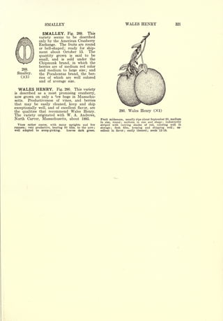 Cyclopedia of Hardy Fruits; by U. P. Hedrick (1922) 