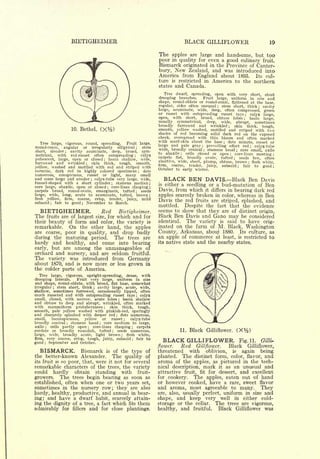 BIETIGHEIMER                                                                                      BLACK GILLIFLOWER
                                                                                                            The apples are large and handsome, but too
                                                                                                            poor in quality for even a good culinary fruit.
                                                                                                            Bismarck originated in the Province of Canter-
                                                                                                            bury, New Zealand, and was introduced into
                                                                                                            America from England about 1895. Its cul-
                                                                                                            ture is restricted in America to the northern,
                                                                                                            states and Canada.

                                                                                                              Tree dwarf, spreading, open with very short, stout
                                                                                                            drooping branches.  Fruit large, uniform in size and
                                                                                                            shape, round-oblate or round-conic, flattened at the base,
                                                                                                            regular, sides often unequal      stem short, thick
                                                                                                                                              ;
                                                                                                                                                                    cavity      ;

                                                                                                            large, acuminate, wide, deep, often compressed, green
                                                                                                            or russet with outspreading russet rays          calyx large,
                                                                                                                                                                        ;

                                                                                                            open, with short, broad, obtuse lobes            basin large,
                                                                                                                                                                    ;


                                                                                                            usually symmetrical,      deep,  wide, abrupt,      sometimes
                                                                                                            broadly furrowed and wrinkled ; skin thick, tough,
                           10.   Bethel.           (X%)                                                     smooth, yellow washed, mottled and striped with two
                                                                                                            shades of red becoming solid dark red on the exposed
                                                                                                            cheek, overspread with thin bloom and often marked
                                                                                                            with scarf-skin about the base       dots minute, russet or
   Tree large, vigorous, round, spreading.    Fruit large,                                                                                             ;



                                                      stem                                                  large and pale gray       prevailing effect red ; calyx-tube
                angular or irregularly elliptical
                                                                                                                                     ;
round-conic,                                                                                      ;

         slender                                                                                            wide, broadly conical     stamens basal ; core small, axile
                                                                                                                                         ;
short,             cavity acuminate, deep, broad, sym-
                   ;
                                                                                                            to abaxile     cells closed or open
             with red-russet often outspreading                                                                          ;                           core-lines meeting ;
                                                                                                                                                            ;
metrical,                                            calyx                                    ;
                                                                                                            carpels flat, broadly ovate, tufted ; seeds few, often
pubescent, large, open or closed    basin shallow, wide,;

furrowed and wrinkled       skin thick, tough,                                                              abortive, wide, short, plump, obtuse, brown       flesh white,
                                   ;               smooth,                                                                                                                  ;

                                                                                                            firm,  coarse,   tender, juicy,   subacid ; fair to good
yellow, washed and mottled with red and striped with                                                        October to early winter.
                                                                                                                                                                                        ;



carmine, dark red in highly colored specimens ; dots
numerous, conspicuous, russet or light, many small
and some large and areolar calyx-tube very large, wide,
                                           ;


                                         stamens median ;
                                                                                                                 BLACK BEN DAVIS.                               Black Ben Davis
funnel-shaped with a short cylinder                              ;
                                                                                                            is either a seedling or a bud-mutation of Ben
core large, abaxile, open or closed   core-lines clasping ; ;


carpels broad, round-ovate, emarginate, tufted       seeds                                        ;         Davis, from which it differs in bearing dark red
large, wide, long, acute to acuminate, tufted, brown ;                                                      apples scarcely broken in color, whereas in Ben
flesh  yellow, firm, coarse, crisp, tender, juicy, mild                                                     Davis the red fruits are striped, splashed, and
subacid ; fair to good ; November to March.
                                                                                                            mottled. Despite the fact that the evidence
   BIETIGHEIMER.                                       Red                   Bietigheimer.                  seems to show that they are of distinct origin,
The        fruits are of largest size, for                               which and for                      Black Ben Davis and Gano                       may     be considered
their beauty of             form and                   color, the variety is                                identical.       The    variety       is       said to          have    orig-
remarkable.                On    the other hand, the apples                                                 inated on the farm of             M.
                                                                                                                                         Black, Washington
are coarse, poor in quality,                                     and drop badly                             County, Arkansas, about 1880. Its culture, as
during the maturing period.                                              The             trees        are   an apple of commerce at least, is restricted to
hardy and healthy, and come into bearing                                                                    its native state and the nearby states.

early, but are among the unmanageables of
orchard and nursery, and are seldom fruitful.
The variety was introduced from Germany
about 1870, and is now more or less grown in
the colder parts of America.
   Tree large, vigorous, upright-spreading, dense, with
drooping laterals.    Fruit very large, uniform in size
and shape, round-oblate, with broad, flat base, somewhat
irregular   stem short, thick
             ;                   cavity large, acute, wide,
                                               ;

shallow, sometimes furrowed, occasionally lipped, often
much russeted and with outspreading russet rays calyx                                             ;

small, closed, with narrow, acute lobes        basin shallow                 ;

and obtuse to deep and abrupt, wrinkled, often marked
with mammiform protuberances           skin thick,      tough,
                                                        ;


smooth, pale yellow washed with pinkish-red, sparingly
and obscurely splashed with deeper red dots numerous,                    ;


small,   inconspicuous,   yellow   or   russet     calyx-tube                        ;


broadly conical    stamens basal
                       ;            core medium to large,
                                                   ;

axile  ;cells partly open     core-lines clasping
                                       ;               carpels                            ;

cordate or broadly roundish, tufted        seeds numerous,           ;
                                                                                                                       11.    Black Gilliflower.                 (X%)
large, wide, broadly acute, light brown          flesh white,                    ;

firm, very coarse, crisp, tough, juicy, subacid
good September and October.
      ;
                                                      fair to                             ;
                                                                                                                 BLACK GILLIFLOWER.                               Fig. 11. Gilli-
                                                                                                            flower.      Red       Gill flower.            Black      Gilliflower,
  BISMARCK.                      Bismarck
                                   of the type of           is                                              threatened   with oblivion, is again being
the better-known Alexander.             quality of               The                                        planted. The distinct form, color, flavor, and
its fruit is so poor, that, were it not for several                                                         aroma of the apples, as pictured in the tech-
remarkable characters of the trees, the variety                                                             nical description, mark it as an unusual and
could   hardly obtain standing with fruit-                                                                  attractive fruit, fit for dessert, and excellent
growers. The trees begin bearing as soon as                                                                 for cookery.    The apples, eaten out of hand
established, often when one or two years set,                                                               or however cooked, have a rare, sweet flavor
sometimes in the nursery row; they are also                                                                 and aroma, most agreeable to many. They
hardy, healthy, productive, and annual in bear-                                                             are, also, usually perfect, uniform in size and
ing; and have a dwarf habit, scarcely attain-                                                               shape, and keep very well in either cold-
ing the dignity of a tree, a fact which fits them                                                           storage or the cellar. The trees are vigorous,
admirably for fillers and for close plantings.                                                              healthy, and fruitful.    Black Gilliflower was
 