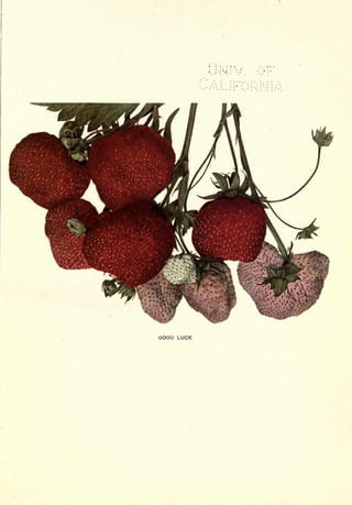 Cyclopedia of Hardy Fruits; by U. P. Hedrick (1922) 