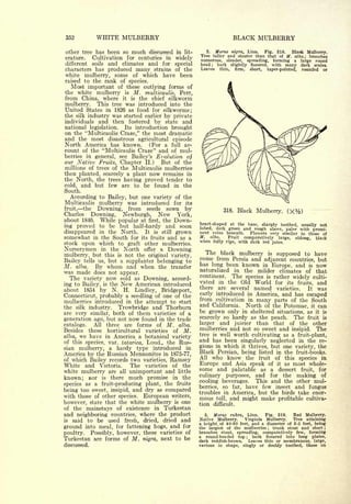 Cyclopedia of Hardy Fruits; by U. P. Hedrick (1922) 