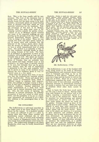 Cyclopedia of Hardy Fruits; by U. P. Hedrick (1922) 