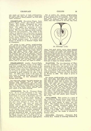 CHAMPLAIN                                                                                   COLLINS                                  23

with  streaks and blotches of bright pinkish-carmine ;                                              Tree of medium size, vigorous, upright-spreading,
flesh white, crisp, juicy, tart, aromatic    quality good   ;                                    dense, with short, stout, curved branches.  Fruit medium
for either dessert or culinary purposes ; one week before                                        to large, elongated-ovate or oblong-conic, ribbed    stem         ;


Yellow Transparent.                                                                              short,  thick ; cavity acuminate, deep, narrow, often
                                                                                                 furrowed and compressed      calyx large, partly open or
                                                                                                                                 ;


                                                                                                 closed ; lobes often separated at the base, long, broad,
  CHAMPLAIN. Haverstraw Pippin. Large
Golden Pippin. Nyack. Sour Bough. Summer
Pippin.  Tart Bough.  Champlain has many
qualities                that    commend      it for the                 home              or-
chard.                   The apples     are    attractive                in        color,
good in quality, and ripen throughout a long
period. The trees are vigorous, hardy, healthy,
long-lived, and productive. The origin of the
variety is unknown but it has been on record
since 1853, when an account of it was published
in the New England Farmer.        Its culture is
almost wholly confined to New England and
the Middle Atlantic states. It is more often
known as Nyack or as Summer Pippin than
as Champlain.

   Tree medium to large, vigorous, upright-spreading,
open, with long stout branches.    Fruit medium to large,
un-uniform in size or shape, round-conic to ovate or                                                                14.       Chenango
oblong, irregularly ribbed, sides unequal    stem medium   ;


to long     cavity acuminate, shallow, narrow, sometimes
                    ;
                                                                                                 obtuse   ;basin small, shallow, narrow, obtuse, furrowed,
furrowed and usually russeted ; calyx small, closed or                                           sometimes wrinkled skin tough, smooth, glossy, yellowish-
                                                                                                                          ;

open ; basin shallow, narrow, abrupt, smooth          skin                         ;
                                                                                                 white, overspread and mottled with pinkish-red, con-
tender, pale yellow, often with a light crimson blush ;                                          spicuously striped and splashed with carmine     dots few,    ;

dots numerous, small, russet or submerged       calyx-tube           ;
                                                                                                 inconspicuous, light-colored, often submerged ; calyx-tube
conical, usually short but sometimes elongated    stamens
                                                                                                 long, funnel-shape ; stamens median ; core large, abaxile ;
                                                                          ;


median ; core large, axile to abaxile ; cells open ; core-                                       cells often unsymmetrical, wide, open or closed ; core-
lines clasping ; carpels smooth, elongated-ovate     seeds
                                                                                                 lines clasping ;  carpels broadly ovate, smooth ; seeds
                                                                               ;


dark brown, narrow, short, plump, sharp-pointed, acumi-                                          small, wide, plump, obtuse ; flesh white, firm, tender,
nate    flesh yellow, fine, very tender, juicy, sprightly,
        ;
                                                                                                         mild subacid, very aromatic good to very good ;
                                                                                                                                                 ;
subacid    good to very good ; late August to October.
                ;
                                                                                                 }'uicy, part of August and through September.
                                                                                                  atter

  CHARLAMOFF. Arabka. Pointed Pipka.                                                                CLAYTON. The tree-characters of Clay-
Charlamoff is a Russian variety of the Olden-                                                    ton are satisfactory, but the fruits are but
burg type, suitable for the cold climate of the                                                  mediocre in size, color, and quality, their chief
northern parts of the Great Plains and Canada.                                                   merit being good keeping and shipping quali-
It ripens a little earlier than Oldenburg, but is                                                ties. It is grown chiefly in the Middle West,
not so good in quality, and has the fault of                                                     more particularly in the Ozark region of south-
remaining in good condition for only a short                                                     western Missouri. Clayton was first described
time.                   To   offset these faults of        the           fruit,            the   by Warder in 1867. The origin is given as
trees           come
            in bearing                    young and yield large                                  Indiana.
crops biennially.   It                    was introduced from                                       Tree vigorous, upright-spreading, open ; branches long,
Europe about 1880.                                                                               stout.  Leaves large. Fruit large, round-oblate to round-
                                                                                                 conic ; stem medium, often obliquely set under a promi-
  Tree rather small, compact, very hardy, spreading, pro-                                        nent, fleshy lip ; cavity acute to obtuse, deep, broad,
ductive, bearing biennially.    Fruit of medium size,                                            often furrowed, usually with conspicuous outspreading
sometimes large, oblong-conical       skin  pale yellow,
                                                   ;                                             russet ; calyx small, open or closed         basin abrupt,
                                                                                                                                                       ;

splashed and streaked with purplish-red        dots few,         ;                               medium in width and depth, symmetrical, often
distinct  cavity deep,
                    ;   of medium width     stem medium    ;                                     wrinkled ; skin thick, tough, smooth, yellow, blushed
long, stout   basin shallow, wrinkled
                         ;              calyx open   flesh
                                                       ;                               ;         and mottled with dull red, with splashes and stripes of
white, coarse, juicy, mildly subacid, pleasant    quality                  ;
                                                                                                 carmine, often marked with gray scarf-skin near the
good August or just before Oldenburg.
            ;
                                                                                                 cavity ; dots medium, pale or russet, scattering ; calyx-
                                                                                                 tube long, narrow, funnel-shape       stamens marginal ;
                                                                                                                                             ;



   CHENANGO.         Fig. 14.  Chenango Straw-                                                   core abaxile ; cells usually unsymmetrical, open ; core-
                                                                                                 lines clasping ; carpels concave, elliptical, emarginate ;
berry.   In its season, Chenango is the apple                                                    seeds numerous, dark, small, plump, obtuse flesh yellow,  ;


of apples in taste, smell, and appearance. The                                                   firm, coarse, crisp, mild subacid ; good ; January to
fruits begin to mature in September and con-                                                     May or June.
tinue to ripen for several weeks, lasting, in
                                                                                                      COLLAMER.      This variety is a sport of
storage at least, until November.     Chenango                                                   the well-known Twenty Ounce, from which it
is too delicate to send to market, but no apple
                                                                                                 differs in bearing fruits more solidly covered
can give more pleasure to those who grow                                                         with red, more regular in shape, and less
fruit for quality. The trees are early and                                                                    The                                                  makes
                                                                                                 ribbed.            brighter color of Collamer
regular                  bearers,   hardy,     healthy, long-lived,                              it a more valuable commercial apple than
                         and usually annual       in bearing.  Un-
fruitful,
                                                                                                 Twenty Ounce. The variety originated at
fortunately, the history of this delicious apple
                                                                                                 Hilton, New York, in the orchard of J. B.
is not known, but it probably originated in
                                                                                                 Collamer, about 1895. For a technical account
Madison or Chenango County, New York. It                                                         of fruit and tree, the reader is referred to
was first described in 1854. Its merits quickly
                                                                                                 Twenty Ounce.
brought it into culture in the apple regions of
the whole country, and it now grows in the                                                            COLLINS.                Champion.              Champion Red.
orchard of nearly every amateur apple-grower.                                                    Collins Red.        Collins         is   receiving attention in
 