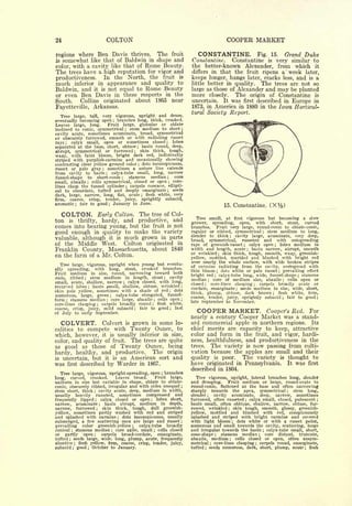 24                                                 COLTON                                                                                           COOPER MARKET

regions where    Ben Davis thrives. The fruit                                                                                 CONSTANTINE.                                  Fig. 15.       Grand Duke
is   somewhat like that of Baldwin in shape and                                                                            Constantine.    Constantine is very similar to
color, with a cavity like that of       Beauty.                                     Rome                                   the better-known Alexander, from which it
The trees have a high reputation for vigor and
                                                                                                                                                                                           '


                                                                                                                           differs in that the fruit ripens a week later,
productiveness.    In the North, the fruit is                                                                              keeps longer, hangs later, cracks less, and is a
much               appearance and quality to
                    inferior              in                                                                               little better in quality. The trees are not so
Baldwin, and        not equal to Rome Beauty
                                  it          is                                                                           large as those of Alexander and may be planted
or even Ben Davis in these respects in the                                                                                 more closely. The origin of Constantine is
South.    Collins originated about 1865 near                                                                               uncertain. It was first described in Europe in
Fayetteville, Arkansas.                                                                                                    1873, in America in 1880 in the Iowa Horticul-
                                                                                                                           tural Society Report.
   Tree large, tall, very vigorous, upright and dense,
eventually becoming open ; branches long, thick, crooked.
Leaves large, long.       Fruit large, globular or oblate
inclined to conic, symmetrical ; stem medium to short ;
cavity acute, sometimes acuminate, broad, symmetrical
or obscurely furrowed, smooth or with radiating russet
rays ; calyx small, open or sometimes closed ; lobes
separated at the base, short, obtuse ; basin round, deep,
abrupt, symmetrical or furrowed ; skin thick, tough,
waxy, with faint bloom, bright dark red, indistinctly
striped with purplish-carmine and occasionally showing
contrasting clear yellow ground color dots inconspicuous,                      ;


russet or pale gray ; sometimes a suture line extends
from cavity to basin ; calyx-tube small, long, narrow
funnel-shape to short-conic        stamens median ;    core        ;


small, abaxile    cells symmetrical, closed or open ; core-
                              ;


lines clasp  the funnel cylinder ; carpels concave, ellipti-
cal to obcordate, tufted and deeply emarginate        seeds                                                  ;



dark, large, narrow, long, flat, acute ; flesh white, very
firm,  coarse,   crisp,  tender, juicy, sprightly subacid,
aromatic    fair to good ; January to June.
                    ;
                                                                                                                                                   15.       Constantine.

     COLTON.                              Early Colton.                            The   tree of Col-
                                                                                                                              Tree small, at first vigorous but becoming a slow
ton         is   hardy, and productive, and
                        thrifty,                                                                                           grower, spreading, open,        with short, stout, curved
comes into bearing young, but the fruit is not                                                                             branches.    Fruit very large, round-conic to oblate-conic,
                                                                                                                                    or ribbed, symmetrical ; stem medium to long,
good enough in quality to make the variety                                                                                 regular
                                                                                                                           slender to thick ; cavity large, acuminate, very deep,
valuable, although it is much grown in parts                                                                               broad, symmetrical,      russeted and     with outspreading
of the Middle West.      Colton originated in                                                                              rays of greenish-russet     calyx open ; lobes medium in
                                                                                                                                                                ;


Franklin County, Massachusetts, about 1840                                                                                 width and length, acute ; basin narrow, abrupt, smooth
                                                                                                                           or wrinkled     skin thick, tough, smooth, waxy, greenish-
on the farm of a Mr. Colton.                                                                                                                   ;


                                                                                                                           yellow, mottled, marbled and blushed with bright red
                                                                                                                           over nearly the whole surface, with wide broken stripes
   Tree large, vigorous, upright when young but eventu-                                                                    of carmine radiating from the cavity, overspread with
ally   spreading, with long, stout, crooked branches.                                                                      thin bloom     dots white or pale russet     prevailing effect
Fruit   medium in size, round, narrowing toward both                                                                                       ;                                           ;



                 stem medium in length, stout                                                                              bright red  ; calyx-tube long, wide, funnel-shape ; stamens
ends, ribbed              ;                           cavity                                             ;
                                                                                                                           median     core of medium size, abaxile ; cells open or
                                  calyx closed, with long,
                                                                                                                                   ;

small, acute, shallow, narrow
                                                                                                                                                             carpels broadly ovate or
                                                                       ;
                                                                                                                           closed ; core-lines clasping
                  basin pmall, shallow, obtuse, wrinkled
                                                                                                                                                                        ;
recurved lobes
                                                                                                                           cordate, emarginate ; seeds medium in size, wide, short,
                              ;                                                                                        ;


skin pale yellow, sometimes with a shade of red         dots                                                     ;
                                                                                                                           thick, plump, obtuse, dark brown ; flesh white, firm,
numerous, large, green       calyx-tube elongated, funnel-
                                                                                                                           coarse, tender, juicy, sprightly subacid ; fair to good ;
                                                       ;

form stamens median core large, abaxile cells open ;
        ;                                          ;                                             ;
                                                                                                                           late September to November.
core-lines clasping   carpels broadly round
                                      ;
                                               flesh' white,                                 ;


coarse, crisp, juicy, mild subacid     fair to good     last
of July to early September.
                                                                           ;                                     ;
                                                                                                                              COOPER MARKET.           Cooper's Red. For
                                                                                                                           nearly a century Cooper Market was a stand-
     COLVERT.                                 Colvert is grown in some lo-                                                 ard commercial apple in northern regions. Its
calities                to compete                with Twenty Ounce, to                                                    chief merits are capacity to keep, attractive
which, however, it is usually inferior in size,                                                                            color and form in the fruit, and vigor, hardi-
color, and quality of fruit. The trees are quite                                                                           ness, healthfulness, and productiveness in the
as good as those of Twenty Ounce, being                                                                                    trees.  The variety is now passing from culti-
hardy, healthy, and productive.     The origin                                                                             vation because the apples are small and their
is   uncertain, but it is an American sort                                                                           and   quality is poor.    The variety is thought to
was    first described by Warder in 1867.                                                                                  have originated in Pennsylvania. It was first
                                                                                                                           described in 1804.
   Tree large, vigorous, upright-spreading, open branches                                            ;


long,   curved, crooked.     Leaves broad.     Fruit large,                                                                  Tree vigorous, upright, lateral branches long, slender
uniform in   size but variable in shape, oblate to oblate-                                                                 and drooping.     Fruit medium or large, round-ovate to
conic, obscurely ribbed, irregular and with sides unequal ;                                                                round-conic, flattened at the base and often narrowing
stem short, thick cavity acute, deep, medium in width,
                                  ;                                                                                        sharply   towards the apex, symmetrical ; stem long,
usually heavily russeted,      sometimes compressed and                                                                    slender ;  cavity acuminate, deep, narrow, sometimes
frequently lipped     calyx closed or open
                                  ;
                                                lobes short,                             ;                                 furrowed, often russeted calyx small, closed, pubescent ;
                                                                                                                                                                    ;


narrow, acuminate       basin abrupt, medium in depth,
                                          ;
                                                                                                                           basin small, often oblique, shallow, narrow, obtuse, fur-
narrow, furrowed       skin thick, tough, dull greenish-
                                      ;                                                                                    rowed, wrinkled ; skin tough, smooth, glossy, greenish-
yellow, sometimes partly washed with red and striped                                                                       yellow, mottled and blushed with red, conspicuously
and splashed with carmine dots inconspicuous, usually          ;                                                           splashed and striped with bright carmine and covered
submerged, a few scattering ones are large and russet                                                                  ;   with light bloom      dots white or with a russet point,
                                                                                                                                                         ;


prevailing color greenish-yellow;       calyx-tube broadly                                                                 numerous and small towards the cavity, scattering, large
conical   stamens median core axile, small cells closed
                ;                                          ;                                     ;                         and irregular towards the basin calyx-tube small, short,
                                                                                                                                                                              ;

or   partly open      carpels   broad-cordate,
                                  ;              emarginate,                                                               cone-shape  ;
                                                                                                                                         stamens median ; core distant, truncate,
tufted   seeds large, wide, long, plump, acute, frequently
            ;                                                                                                              abaxile, medium ; cells closed or open, often unsym-
abortive ; flesh yellow, firm, coarse, crisp, tender, juicy,                                                               metrical ; core-lines clasping ; carpels round, emarginate,
subacid ; good ; October to January.                                                                                       tufted ; seeds numerous, dark, short, plump, acute ; flesh
 