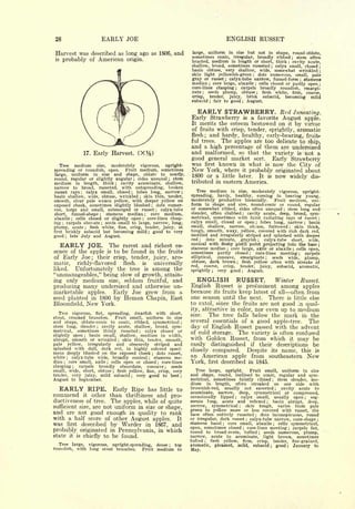 28                                     EARLY JOE                                                                           ENGLISH RUSSET

 Harvest was described as long ago as 1806, and                                          large, uniform in size but not in shape, round-oblate,
                                                                                         sometimes conic, irregular, broadly ribbed stem often
   probably of American origin.
                                                                                                                                                                                                               ;
is
                                                                                        bracted, medium in length or short, thick      cavity acute,                                                   ;


                                                                                        shallow, broad, sometimes russeted     calyx small, closed                                      ;                                                 ;

                                                                                        basin obtuse, very shallow, wide, somewhat wrinkled ;
                                                                                        skin light yellowish-green     dots numerous, small, pale             ;



                                                                                        gray or russet calyx-tube narrow, funnel-form stamens
                                                                                                                        ;
                                                                                                                                                                                                                           ;

                                                                                        median ; core large, abaxile cells closed or partly open                  ;                                                                           ;

                                                                                        core-lines clasping ; carpels broadly roundish, emargi-
                                                                                        nate    seeds plump, obtuse
                                                                                                   ;                     flesh white, firm, coarse,                   ;


                                                                                        crisp,   tender, juicy,  brisk   subacid,   becoming mild
                                                                                        subacid ; fair to good ; August.

                                                                                           EARLY STRAWBERRY.                                                                                     Red               Juneating.
                                                                                        Early Strawberry is a favorite August apple.
                                                                                        It merits the esteem bestowed on it by virtue
                                                                                        of fruits with crisp, tender, sprightly, aromatic
                                                                                        flesh; and hardy, healthy, early-bearing, fruit-
                                                                                        ful trees. The apples are too delicate to ship,
                                                                                        and a high percentage of them are undersized
                             17.    Early Harvest.              (X%)                    and malformed, so that the variety is not a
                                                                                        good general market sort. Early Strawberry
  Tree medium size, moderately vigorous, upright-                                       was first known in what is now the City of
spreading or roundish, open. Fruit medium, sometimes                                    New                York, where                         it         probably originated about
                   in size and shape, oblate to nearly,
                   uniform
large,
                                                        stem
                                                                                        1800 or a little later. It is                                              now widely dis-
round, regular or slightly angular ; sides unequal                              ;


medium in length, thick        cavity acuminate, shallow,
                                               ;
                                                                                        tributed in eastern America.
narrow to broad, russeted,     with outspreading, broken
russet rays     calyx small, closed ; lobes long, narrow ;
                         :
                                                                                           Tree medium in size, moderately vigorous, upright-
basin shallow, wide, obtuse, wrinkled    skin thin, tender,     ;
                                                                                        spreading, hardy, healthy, coming in bearing young,
smooth, clear pale waxen yellow, with deeper yellow on                                  moderately productive biennially.       Fruit medium, uni-
exposed cheek, sometimes slightly blushed ; dots numer-                                 form in shape and size, round-conic or round, regular
ous, large and small, submerged or russet         calyx-tube                ;
                                                                                        or somewhat ribbed, sides often unequal       stem long and                                                ;


short,   funnel-shape ; stamens median       core medium,               ;
                                                                                        slender, often clubbed     cavity acute, deep, broad, sym-
                                                                                                                                               ;



abaxile ; cells closed or slightly open    core-lines clasp-        ;
                                                                                        metrical, sometimes with faint radiating rays of russet                                                                                           ;


ing carpels obovate ; seeds small to large, narrow, long,
      ;                                                                                 calyx small, closed or open      lobes long, narrow    basin                  ;                                                        ;


plump, acute ; flesh white, fine, crisp, tender, juicy, at                              small, shallow, narrow, obiuse, furrowed         skin thick,                                                       ;


first briskly subacid but becoming mild ; good to very                                  tough, smooth, waxy, yellow, covered with rich dark red,
good      ;       late July         and August.                                         mottled and irregularly striped and splashed with deeper
                                                                                        red    ;
                                                                                                dots minute, grayish       calyx-tube short, wide,                        ;



     EARLY                        JOE.        The       and richest es-
                                                       rarest
                                                                                        conical with fleshy pistil point projecting into the base ;
                                                                                        stamens median core large, axile or abaxile cells open,
                                                                                                                            ;
                                                                                                                                                                                                                   ;
sence of the apple is                          to be found in the fruits                sometimes partly closed        core-lines meeting    carpels      ;                                                            ;

of Early Joe; their crisp, tender, juicy, aro-                                          elliptical,  concave,  emarginate      seeds wide,   plump,                             ;



                          flesh is                                                      obtuse,   dark brown    flesh yellow often with streaks of
                                                                                                                                      ;
matic,   richly-flavored            universally                                         red,           coarse,      crisp,                    tender,                         juicy,            subacid,               aromatic,
liked.  Unfortunately the tree is among the                                             sprightly           ;   very            good          ;           August.
"unmanageables," being slow of growth, attain-
ing only medium size, seldom fruitful, and                                                 ENGLISH        RUSSET.        Winter Russet.
producing many undersized and otherwise un-                                             English Russet is preeminent among apples
marketable apples.     Early Joe grew from a                                            because its fruits keep latest of all often from
seed planted in 1800 by Heman Chapin, East                                              one season until the next. There is little else
Bloomfield, New York.                                                                   to extol, since the fruits are not good In qual-
                                                                                        ity, attractive in color, nor even up to medium
  Tree                    spreading, dwarfish with short,
                   vigorous,
stout,            crooked branches.
                                     flat,
                             Fruit small, uniform in size
                                                                                        size.   The tree falls below the mark in the
and shape, oblate-conic to conic, ribbed, symmetrical ;                                 several essentials of a good apple-tree.     The
stem long, slender ; cavity acute, shallow, broad, sym-                                 day of English Russet passed with the advent
metrical, sometimes thinly russeted        calyx closed or      ;
                                                                                        of cold storage. The variety is often confused
slightly open ; basin small, shallow, medium in width,
abrupt, smooth or wrinkled       skin thin, tender, smooth,
                                                   ;
                                                                                        with Golden Russet, from which it may be
pale yellow,    irregularly   and obscurely striped and                                 easily distinguished if their descriptions                                                                                                  be
splashed with dull, dark red, in highly colored speci-
mens deeply blushed on the exposed cheek ; dots russet,                                 closely compared.   Despite its name, this                                                                                                   is

white    calyx-tube wide, broadly conical ; stamens me-
              ;
                                                                                        an American apple from                                                                          southeastern                               New
dian ; core small, axile ; cells open or closed ; core-lines                            York,              first    described in 1845.
clasping    carpels broadly obcordate,
                   ;                        concave ; seeds
small, wide, short, obtuse ; flesh yellow, fine, crisp, very                              Tree           upright.
                                                                                                           large,     Fruit small, uniform in size
tender, very juicy, mild subacid       very good to best  ;                         ;
                                                                                        and shape, round, inclined to conic, regular and sym-
August             to   September.                                                      metrical, sometimes faintly ribbed ; stem slender, me-
                                                                                        dium in length, often streaked on one side with
     EARLY                        RIPE.
                        Early Ripe has little to                                        brownish-red, usually not exserted ; cavity acute to
                                                                                        acuminate, narrow, deep, symmetrical or compressed,
commend          other than thriftiness and pro-
                             it
                                                                                        occasionally lipped     calyx small, usually open ; seg-
                                                                                                                                  ;

ductiveness of tree. The apples, while of quite                                         ments long, acute and reflexed           basin abrupt, deep,                                ;



sufficient size, are not uniform in size or shape,                                      narrow, symmetrical         skin tough,    varies ; from pale
                                                                                        green  to yellow more or less covered with russet, the
and are not good enough in quality to rank                                              base often entirely russeted        dots inconspicuous, round             ;

with a half score of other August apples. It                                            or irregular, dark russet calyx-tube narrow, cone-shape       ;                                                                               ;


was first described by Warder in 1867, and                                              stamens basal     core small, abaxile
                                                                                                                    ;               cells symmetrical,                                      ;


                                                                                        open, sometimes closed       core-lines meeting    carpels flat,
                                                                                                                                                  ;

probably originated in Pennsylvania, in which
                                                                                                                                                                                                       ;

                                                                                        round to broad-ovate, tufted ; seeds numerous, plump,
state it is chiefly to be found.                                                        narrow, acute to acuminate, light brown, sometimes
                                                                                        tufted    flesh yellow,
                                                                                                       ;          firm, crisp, tender, fine-grained,
  Tree             large,         vigorous,   upright-spreading, dense ; top            aromatic, pleasant, mild, subacid ; good ; January to
roundish,               with long stout branches.           Fruit medium to             May.
 
