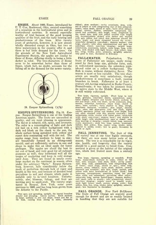 EN SEE                                                                FALL ORANGE                                                                                   29

  ENSEE. About 1900, Ensee, introduced by                  ribbed    stem medium
                                                                            ;           cavity acuminate, deep, wide,
                                                           red or yellow or with outspreading rays of thin yellowish-
                                                                                                                      ;



U. T. Cox, Rockwood, Ohio, created something               russet   calyx small, closed or open ; basin often oblique,
                                                                        ;

of a sensation in the horticultural press and in           abrupt, narrow, shallow, sometimes compressed, fur-
horticultural societies.   It seemed especially            rowed and wrinkled        skin tough, waxy, roughened by
                                                                                                              ;

                                                           the russet dots, deep rich yellow covered with bright
worthy of trial because of the good keeping                red, inconspicuously striped with darker red, marked
qualities of the fruit, and the early bearing and          with pale yellow and russet dots numerous toward the
productiveness of the trees.        After twenty           basin, larger and much elongated toward the cavity                                                                                 ;

                                                                                                 stamens median ; core
years of probation, however, it is now almost
                                                           calyx-tube elongated, cone-shape                                                       ;


                                                           large, abaxile ; cells often unsymmetrical and open but
wholly discarded except in Ohio, but two or                sometimes closed       core-lines  clasping
                                                                                              ;           carpels large,                                   ;


three nurserymen in the country offer it, and              round-ovate, mucronate, tufted ; seeds large, long, wide,
there is but little demand for the trees. On               acute, dark shaded with light brown ; flesh yellow, firm,
                                                           fine, crisp, tender, juicy, aromatic,     sprightly subacid ;
the grounds of the New York Agricultural                   very good to best     November to February.
                                                                                                  ;


Experiment Station, the apples are similar to
those of Rome, differing chiefly in being a little           FALLAWATER.                                                                      Tulpahocken.                               The
darker in color. The tree-characters of Rome               fruits of Falla water are unique, easily recog-
seem to be somewhat better than those of                   nized by their large size, globular form, and,
Ensee, which fact, no doubt, accounts for the              in well-colored specimens, the unbroken pink-
falling off in the demand for the newer variety.           ish-red color on a yellow background.      The
                                                           flesh            is    coarse, without distinctive flavor. The
                                                           season                is more or less variable. The tree char-
                                                           acters   are usually very satisfactory, though
                                                           productiveness is sometimes a fault, causing
                                                           branches to break.      Fallawater is at least a
                                                           century old, having originated in Bucks County,
                                                           Pennsylvania; it was taken by pioneers from
                                                           its native state to the Middle West, where it
                                                           is still widely cultivated.

                                                              Tree large, vigorous, upright.      Fruit large to very-
                                                           large,  globular, sometimes oblate, symmetrical, some-
                                                           times slightly irregular and faintly ribbed, uniform in
                                                           size and shape    stem very short cavity acuminate, deep,
                                                                                          ;                                                   ;


                                                           narrow, somewhat furrowed          calyx large, closed or                      ;

                                                           open   ;lobes variable    basin shallow to deep, abrupt,
                                                                                                                  ;

        18.   Esopus Spitzenburg.                          sometimes furrowed, wrinkled          skin tough,    smooth,                       ;


                                                           waxy, often dull grass-green with dull blush, highly-
                                                           colored specimens yellow and blushed with bright deep
  ESOPUS SPITZENBURG.               Fig. 18. Eso-          red, often streaked with thin grayish scarf-skin         dots                                                             ;


pus.  Esopus Spitzenburg is one of the leading             conspicuous, white, areolar with russet point     calyx-tube                                                  ;


American apples. The fruits are unexcelled in              wide, short, cone-shape    stamens basal    core abaxile to    ;                                ;

                                                           axile, large   cells unsymmetrical, open or closed      core-
quality, and are most pleasing in appearance.
                                                                                      ;                                                                                          ;

                                                           lines meeting or clasping    carpels tufted, long, narrowly            ;

The flavor is subacid, rich, spicy, and aromatic.          ovate, mucronate     seeds few, long, narrow, acuminate,
                                                                                              ;



The color is a commingling of light and dark               tufted
                                                           subacid
                                                                            ;    flesh yellow, firm, coarse,
                                                                                 to mildly sweet
                                                                                                                                                      crisp,           tender,           juicy,
                                                                                                     fair to                                          good             November             to-
red laid on a rich yellow background with a                March or               April.
                                                                                                                                  ;                            ;



dark red blush on the cheek to the sun, the
whole surface being sprinkled with yellow and                 FALL JENNETING.           The fruit of this
russet dots contrasting well with the red. The             old variety was at one time highly esteemed,
apples range from medium to large in size;                 but there are now many better sorts of its
are beautifully formed in an oblong-conic                  season. The tree is so remarkable for its vigor,
mould; and are sufficiently uniform in size and            size, health, and longevity that the variety
shape to make this an ideal apple for fancy                should be a good parent to breed from. Con-
packages. The apples are about the best to                 necticut is given as the habitat of the original
eat out of hand, and very good for all culinary            tree, which first fruited more than a century
purposes as well they withstand well all the
                    ;                                      ago.
usages of marketing and keep in cold storage                  Tree large, vigorous, spreading or roundish.     Fruit
until June.   They are found in nearly every               large,  round-oblate inclined to conic, ribbed at the
large market on the continent in season, often             base, sides unequal    stem short, thick ; cavity acumi-
                                                                                                          ;


under the sobriquet "Spitz." Esopus Spitzen-               nate, deep, wide, symmetrical, with outspreading rays
                                                           of russet    calyx large, closed or open      lobes long,
burg, however, falls considerably below the
                                                                                  ;                                                                                ;


                                                           narrow, acute, reflexed    basin small, shallow, narrow,           ;

mark of perfection through lack of vigor and               furrowed and wrinkled        skin thin, tough, smooth, pale ;


health in the tree, and because of decided local           yellow with faint brownish-red or bronze blush           dots                                                         ;

                                                           numerous, inconspicuous, sometimes russet but more
prejudices to soil and climate which make it               often white and submerged          prevailing effect yellow                ;                                                       ;

suitable only to favored localities.  Unfortu-             calyx-tube long, narrow funnel-shape        stamens median ;                                ;


nately, also, blossom, foliage, and fruit are              core small, axile to abaxile      cells symmetrical, closed                ;                                                       ;

                                                           core-lines clasping      carpels round to broadly ovate
inviting prey to apple-scab. The variety origi-
                                                                                                      ;                                                                                       ;

                                                           seeds light brown, small, narrow, plump, acute           flesh
nated in Esopus, New York, some years
                                                                                                                                                                                 ;

                                                           yellow, firm, fine, crisp, tender, juicy, sprightly, subacid                                                                       ;


previous to 1800, and has long been grown from             good late September to December.
                                                                    ;



the Atlantic to the Pacific.
                                                              FALL ORANGE. New         York Bellflower.
  Tree open and spreading, upright, the lateral branches   The                        of Fall
                                                                             Orange are scarcely good
                                                                            fruits
slender and drooping.   Leaves narrow.    Fruit medium
                                                           enough            and are so readily bruised
                                                                                  for dessert
to large, uniform in size and shape, broad and flat at
the base,   varying from oblong to conic, obscurely
                                                           in handling that they are not suitable for
 