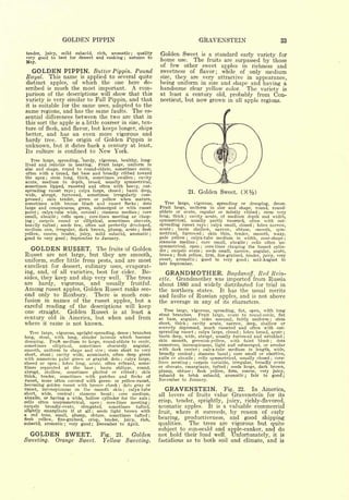 GOLDEN PIPPIN                                                                                                                                 GRAVENSTEIN                                            33

tender, juicy, mild subacid, rich, aromatic ; quality                                                                            Golden Sweet      a standard early variety for            is
very good to best for dessert and cooking  autumn to
May.
                                                                                                      ;
                                                                                                                                 home               use.               The
                                                                                                                                                                       by those                 fruits are surpassed
                                                                                                                                 of few other sweet apples in richness and
   GOLDEN                            PIPPIN.
                            Butter Pippin. Pound                                                                                 sweetness of flavor; while of only medium
Royal.                  This name
                         applied to several quite is                                                                             size, they are very attractive in appearance,
distinct apples, of which the one here de-                                                                                       being uniform in size and shape and having a
scribed is much the most important. A com-                                                                                       handsome clear yellow color. The variety is
parison of the descriptions will show that this                                                                                  at least a century old, probably from Con-
variety is very similar to Fall Pippin, and that                                                                                 necticut, but now grown in all apple regions.
it is suitable for the same uses, adapted to the
same regions, and has the same faults. The es-
sential differences between the two are that in
this sort the apple is a little coarser in size, tex-
ture of flesh, and flavor, but keeps longer, ships
better, and has an even more vigorous and
hardy tree. The origin of Golden Pippin is
unknown, but it dates back a century at least.
Its culture                     is   confined to                       New           York.
   Tree large, spreading, 'hardy, vigorous, healthy, long-
lived and reliable in bearing.    Fruit large, uniform in
size and shape, round to round-oblate, sometimes conic,
often with a broad, flat base and broadly ribbed toward
the apex    stem long, thick, sometimes swollen
                    ;                               cavity                                                      ;


acute, medium in depth, broad, usually symmetrical,
sometimes lipped, russeted and often with heavy, out-
spreading russet rays    calyx large, closed   basin deep,
                                              ;

                             sometimes irregularly com-
                                                                                              ;
                                                                                                                                                               21.                 Golden Sweet.                     (X%)
wide, abrupt,    furrowed,
pressed   skin tender, green or yellow when mature,
               ;

sometimes with bronze blush and russet flecks         dots                                                              ;
                                                                                                                                    Tree large, vigorous, spreading or drooping, dense.
large and conspicuous, green, submerged or with russet                                                                           Fruit large, uniform in size and shape, round, round-
point   calyx-tube wide,
          ;               conical   stamens median    core         ;                                                     ;
                                                                                                                                 oblate or ovate, regular or faintly ribbed        stem very                                      ;


small, abaxile  cells open  ;
                             core-lines meeting or clasp-
                                                       ;                                                                         long, thick   cavity acute, of medium depth and width,
                                                                                                                                                       ;


ing   ;carpels round or elliptical, sometimes obovate,                                                                           symmetrical, usually partly russeted, often with out-
heavily tufted  seeds few, often not perfectly developed,
                            ;                                                                                                    spreading russet rays calyx small, closed lobes narrow,        ;                             ;

medium size, irregular, dark brown, plump, acute flesh                                                                   ;
                                                                                                                                 acute    basin shallow, narrow, obtuse, smooth, sym-
                                                                                                                                            ;



yellow, coarse, tender, juicy, mild subacid, aromatic ;                                                                          metrical, furrowed      skin thin, tender, smooth, waxy,  ;


good to very good September to January.
                                      ;                                                                                          pale yellow    calyx-tube medium in width, cone-shape
                                                                                                                                                           ;                                                                                  ;

                                                                                                                                 stamens median      core small, abaxile     cells often un-
                                                                                                                                                                               ;                                      ;



   GOLDEN RUSSET.                                                  The          fruits of                      Golden
                                                                                                                                 symmetrical, open
                                                                                                                                 der   carpels ovate
                                                                                                                                       ;
                                                                                                                                                       core-lines clasping the funnel cylin-
                                                                                                                                                                                       ;


                                                                                                                                                       seeds small, narrow, angular, acute,
                                                                                                                                                                                       ;

Russet are not large, but they are smooth,                                                                                       brown flesh yellow, firm, fine-grained, tender, juicy, very
                                                                                                                                                ;

                                                                                                                                 sweet, aromatic     good to very good
uniform, suffer little from pests, and are most                                                                                  late September.
                                                                                                                                                                              mid-August to
                                                                                                                                                                               ;                                          ;



excellent for dessert, culinary uses, evaporat-
ing, and, of all varieties, best for cider. Be-                                                                                        GRANDMOTHER.                                                    Bogdanoff.                 Red Rein-
sides, they keep and ship very well. The trees                                                                                   ette. Grandmother was imported from Russia
are           hardy,                vigorous,              and                 usually                         fruitful.         about 1880 and widely distributed for trial in
Among   russet apples, Golden Russet ranks sec-                                                                                  the northern states.                                  It has the usual merits
ond only to Roxbury. There is much con-                                                                                          and       faults of                           Russian apples, and is not above
fusion in names of the russet apples, but a                                                                                      the average in any of                                               its       characters.
careful reading of the descriptions will keep
                                                                                                                                    Tree large, vigorous, spreading, flat, open, with long
one straight.    Golden Russet is at least a                                                                                     stout branches.     Fruit large, ovate to round-conic, flat
century old in America, but when and from                                                                                        at base, angular, sides unequal, fairly uniform         stem                                         ;


where              it   came         is   not known.                                                                             short, thick    cavity acute, narrow, deep, shallow or
                                                                                                                                                           ;



                                                                                                                                 scarcely depressed, much russeted and often with out-
   Tree large, vigorous, upright-spreading, dense branches                                                 ;
                                                                                                                                 spreading russet calyx large, closed lobes broad, acute
                                                                                                                                                                           ;                                     ;                         ;

                                                                                                                                 basin deep, wide, abrupt, usually furrowed and wrinkled
long, stout, with long, slender laterals which become                                                                                                                                                                                      ;


              Fruit medium to large, round-oblate to conic,                                                                      skin smooth, greenish-yellow, with faint blush          dots
drooping.                                                                                                                                                                                                                             ;


sometimes       elliptical,  sometimes      obscurely    angular,                                                                numerous, inconspicuous, light and submerged, or areolar
smooth, uniform in shape and size            stem short to very            ;
                                                                                                                                 with dark center       calyx-tube medium in length, wide,
                                                                                                                                                                                   ;



short, stout      cavity wide, acuminate, often deep green
                        ;
                                                                                                                                 broadly conical     stamens basal    core small or abortive,
                                                                                                                                                                       ;                                   ;

with numerous paler green or grayish dots calyx large,                                    ;
                                                                                                                                 axile or abaxile    cells symmetrical, usually closed
                                                                                                                                                                       ;
                                                                                                                                                                                        core-                                         ;


closed or open       lobes long, acute, often reflexed, some-
                                ;
                                                                                                                                 lines meeting    carpels variable, irregular, broadly ovate
                                                                                                                                                               ;


times separated at the base              basin oblique, round, ;
                                                                                                                                 or obovate, emarginate, tufted     seeds large, dark brown,           ;



abrupt, shallow,        sometimes plaited or ribbed          skin                                                   ;
                                                                                                                                 plump, obtuse      flesh yellow, firm, coarse,
                                                                                                                                                                   ;              very juicy,
thick, tender, sometimes with patches and flecks of                                                                              subacid to brisk subacid, aromatic ; fair to good                                                        ;


russet,   more often covered with green- or yellow-russet,                                                                       November to January.
becoming golden russet with bronze cheek dots gray or                                 ;


russet, inconspicuous on the smooth skin               calyx-tube                                 ;                                    GRAVENSTEIN.             Fig. 22. In America,
short,    wide, conical      stamens basal;       core medium,                   ;
                                                                                                                                 all       lovers of fruits value Gravenstein for its
abaxile, or having a wide, hollow cylinder for the axis ;
cells often     unsymmetrical, open         core-lines meeting         ;                                                     ;
                                                                                                                                 crisp,             tender, sprightly, juicy, richly-flavored,
carpels     broadly-ovate,    elongated,     sometimes    tufted,                                                                aromatic apples.               It is a valuable commercial
slightly emarginate if at all          seeds light brown with
                                                           ;
                                                                                                                                                    where it succeeds, by reason of early
a red tone, small, plump, obtuse, sometimes tufted                                                                               fruit,
                                                                                                                                           productiveness, and good shipping
                                                                                                                             ;

flesh   yellow, fine-grained,     crisp,   tender, juicy,   rich,                                                                bearing,
eubacid, aromatic ; very good ; December to April.                                                                               qualities.  The trees are vigorous but quite
                                                                                                                                 subject to sun-scald and apple-canker, and do
   GOLDEN SWEET.                                                       Fig.          21.                       Golden            not hold their load well. Unfortunately, it is
Sweeting.                   Orange                Sweet.                   Yellow                         Sweeting.              fastidious as to both soil and climate, and is
 