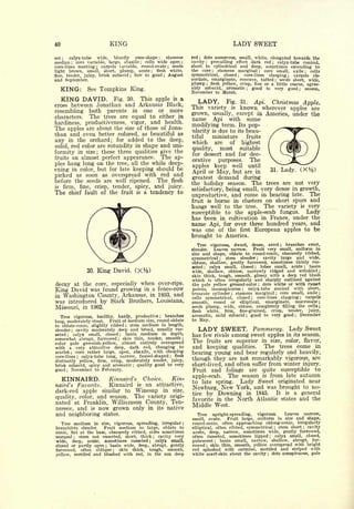 40                                       KING                                                                       LADY SWEET
set   ;calyx-tube    wide,   bluntly   cone-shape ;    stamens                          red ; dots numerous, small, white, elongated towards the
median     core variable, large, abaxile
              ;
                                            cells wide open ;    ;                      cavity   prevailing effect dark red
                                                                                                  ;
                                                                                                                                calyx- tube conical,
                                                                                                                                       ;


core-lines  meeting    carpels variable, round-ovate
                               ;
                                                          seeds                 ;
                                                                                        short to cylindrical and deep, sometimes extending to
light brown, small, short, plump, acute           flesh white,          ;
                                                                                        the core ; stamens marginal       core small, axile
                                                                                                                                   ;            cells           ;



fine, tender, juicy,  brisk subacid    fair to good ; August
                                                        ;                               symmetrical, closed ; core-lines clasping ; carpels ob-
and September.                                                                          cordate, emarginate, concave, tufted ; seeds short, wide,
                                                                                        plump ; flesh yellow, crisp, fine or a little coarse, agree-
      KING:              See Tompkins King.                                             ably subacid, aromatic ; good to very good ; season,
                                                                                        November          to March.

      KING DAVID.            This apple is a
                                           Fig. 30.                                        LADY. Fig. 31. Api. Christmas Apple.
cross between Jonathan and Arkansas Black,                                              This variety is known wherever apples are
resembling both parents in one or more                                                  grown, usually, except in America, under the
characters. The trees are equal to either in                                            name Api with some
hardiness,   productiveness, vigor, and health.
                                                                                        modifying term. Its pop-
The   apples are about the size of those of Jona-                                       ularity is due to its beau-
than and even better colored, as beautiful as                                           tiful   miniature     fruits
any in the orchard; for added to the deep,                                              which are of highest
solid, red color are rotundity in shape and uni-                                                   most suitable
                                                                                        quality,
formity in size; these three qualities give the                                         for dessert and for dec-
fruitsan almost perfect appearance. The ap-                                             orative             The
                                                                                                  purposes.
ples hang long on the tree, all the while deep-
                                                                                        apples keep well until
ening in color, but for late keeping should be                                          April or May, but are in
                                                                                                                                       31.     Lady.    (X%)
picked as soon as overspread with red and                                               greatest   demand during
before the seeds are well ripened. The flesh
                                                                                        the   holiday season. The   trees are not very
is firm, fine, crisp, tender, spicy, and juicy.
                                                                                        satisfactory, being small,very dense in growth,
The chief fault of the fruit is a tendency to
                                                                                        unproductive, and come in bearing late. The
                                                                                        fruit is borne in clusters on short spurs and
                                                                                        hangs well to the tree. The variety is very
                                                                                        susceptible to the apple-scab fungus.  Lady
                                                                                        has been in cultivation in France, under the
                                                                                        name Api, for over three hundred years, and
                                                                                        was one of the first European apples to be
                                                                                        brought to America.
                                                                                           Tree vigorous, dwarf, dense, erect    branches erect,
                                                                                                                                               ;


                                                                                        slender.  Leaves narrow.  Fruit very small, uniform in
                                                                                        size and shape, oblate to round-conic, obscurely ribbed,
                                                                                        symmetrical      stem slender ; cavity large and wide,
                                                                                                           ;


                                                                                        obtuse, shallow, gently furrowed, sometimes thinly rus-
                                                                                        seted ;  calyx  small, closed   lobes small, acute
                                                                                                                               ;
                                                                                                                                              basin         ;


                         30.   King David.                                              wide, shallow, obtuse, narrowly ridged and wrinkled ;
                                                                                        skin thick, tough, smooth, glossy with a deep red blush
                                                                                        which is often irregularly and sharply outlined against
decay at the core, especially when over-ripe.                                           the pale yellow ground-color ; dots white or with russet
King David was found growing in a fence-row                                             points,   inconspicuous   calyx-tube conical with short,
                                                                                                                       ;


                                                                                        truncate cylinder    stamens marginal core small, axile ;
in Washington County, Arkansas, in 1893, and
                                                                                                                ;                          ;


                                                                                        cells symmetrical, closed     core-lines clasping ; carpels
                                                                                                                           ;


was introduced by Stark Brothers, Louisiana,                                            smooth, round or elliptical, emarginate, mucronate;
                                                                                        seeds plump, wide, obtuse, completely filling the cells ;
Missouri, in 1902.
                                                                                        flesh   white, firm, fine-grained,   crisp, tender,  juicy,
                                                                                        aromatic, mild subacid ; good to very good        December
   Tree vigorous, healthy, hardy, productive; branches                                                                                              ;




long, moderately stout.   Fruit of medium size, round-oblate                            to May.
to oblate-conic, slightly ribbed    stem medium in length,
                                                                                           LADY SWEET.
                                                    ;


slender   cavity
              ;   moderately deep and broad, usually rus-                                                                      Pommeroy.           Lady Sweet
seted ; calyx small, closed       basin medium in depth,
                                                ;
                                                                                        has few rivals among sweet apples in               its season.
somewhat abrupt, furrowed skin thin, tender, smooth ;
                                            ;


color pale greenish-yellow, almost entirely overspread
                                                                                        The        fruits are         superior in size, color, flavor,
with a very attractive deep, dark red, changing to                                      and keeping                 qualities.  The trees come in
scarlet ; core rather large, open, abaxile, with clasping
                                                        flesh
                                                                                        bearing young and bear regularly and heavily,
core-lines ; calyx-tube long, narrow, funnel-shaped
                                                                                        though they are not remarkably vigorous, are
                                                                                    ;



distinctly yellow, firm, crisp, moderately tender, juicy,
brisk subacid, spicy and aromatic      quality good  to very;                           short-lived, and often suffer from winter injury.
good November to February.
          ;                                                                             Fruit and foliage are quite susceptible to
                                                                                        apple-scab.   The season is from late autumn
      KINNAIRD.                          Kinnaird's                  Choice.  Kin-
                                                                                        to late spring.   Lady Sweet originated near
naird's               Favorite.          Kinnaird               is   an attractive,
                                                                                        Newburg, New York, and was brought to no-
dark-red   apple similar to Winesap in size,                                            tice by Downing in 1845.        It is a general
quality, color, and season. The variety origi-                                          favorite in the North Atlantic states and the
nated at Franklin, Williamson County, Ten-
                                                                                        Middle West.
nessee, and is now grown only in its native
and neighboring                    states.                                                 Tree upright-spreading, vigorous.       Leaves narrow,
                                                                                        small, ovate.    Fruit large, uniform in size and shape,
   Tree medium in           vigorous, spreading, irregular ;
                                   size,                                                round-conic, often approaching oblong-conic, irregularly
branchlets slender.    Fruit medium to large, oblate to                                 elliptical, often ribbed, symmetrical ; stem short  cavity      ;



conic, flat at the base, obscurely ribbed, sides sometimes                              acute, deep, narrow, sometimes wide, gently furrowed,
unequal     stem not exserted, short, thick
                  ;                             cavity very                 ;           often russeted,   sometimes lipped ; calyx small, closed,
wide, deep, acute, sometimes russeted ; calyx small,                                    pubescent     basin small, narrow, shallow, abrupt, fur-
                                                                                                      ;


closed or partly open     basin wide, deep, abrupt, gently
                                     ;
                                                                                        rowed ; skin thin, smooth, yellow overspread with bright
furrowed, often oblique ; skin thick, tough, smooth,                                    red splashed with carmine, mottled and striped with
yellow, mottled and blushed with red, in the sun deep                                   white scarf-skin about the cavity ; dots conspicuous, pale
 