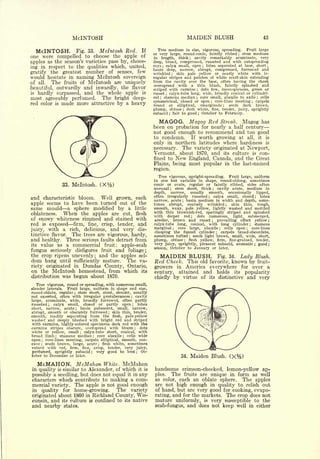 McINTOSH                                                                              MAIDEN BLUSH                                                   43

                                                                             Tree medium in size, vigorous, spreading. Fruit large
  McINTOSH. Fig. 33. Mclntosh Red. If                                      or very large, round-conic, faintly ribbed     stem medium                   ;

one were compelled to choose the apple of                                  in length, thick       cavity remarkably acuminate, very
                                                                                                                  ;



apples as the season's varieties pass by, choos-                           deep, broad, compressed, russeted and with outspreading
                                                                           rays ; ealyx small, open ; lobes separated at base, short ;
ing in respect to the qualities which, united,                             basin deep, narrow, abrupt, compressed, furrowed and
gratify the greatest number of senses, few                                 wrinkled     skin pale yellow or nearly white with ir-
                                                                                              ;


would hesitate in naming Mclntosh sovereign                                regular stripes and patches of white scarf-skin extending
of all.  The fruits of Mclntosh are uniquely                               from the cavity over the base, often having the cheek
                                                                           overspread with a thin blush, faintly splashed and
beautiful, outwardly and inwardly, the flavor                              slriped with carmine      dots few, inconspicuous, green or
                                                                                                                          ;


is hardly surpassed, and the whole apple is                                russet ; calyx-tube long, wide, broadly conical or cylindri-
most agreeably perfumed. The bright deep-                                  cal;
                                                                                 stamens median ; core small, abaxile to axile ; cells
                                                                           symmetrical, closed or open      core-lines meeting   carpels
red color is made more attractive by a heavy
                                                                                                                              ;                                       ;


                                                                           round or elliptical, emarginate          seeds dark brown,          ;


                                                                           plump,   obtuse ; flesh white, fine, tender, juicy, sprightly
                                                                           subacid fair to good ; October to February.
                                                                                      ;




                                                                              MAGOG. Magog Red                                                Streak.       Magog           has
                                                                           been on probation for nearly a half century
                                                                           not good enough to recommend and too good
                                                                           to condemn.    If worth growing at all, it is
                                                                           only in northern latitudes where hardiness is
                                                                           necessary. The variety originated at Newport,
                                                                           Vermont, about 1870, and its culture is con-
                                                                           fined to New England, Canada, and the Great
                                                                           Plains, being most popular in the last-named
                                                                           region.
                                                                             Tree vigorous, upright-spreading. Fruit large, uniform
                                                                           in size but variable in shape, round-oblong, sometimes
                 33.    Mclntosh.           (X%)                           conic or ovate, regular or faintly ribbed, sides often
                                                                           unequal    stem short, thick
                                                                                          ;                 cavity acute, medium in   ;


                                                                           depth,  narrow,    usually   smooth, occasionally lipped,
                                                                           often irregularly russeted ; calyx small, closed ; lobes
and   characteristic bloom. Well grown, each
                                                                           narrow, acute basin medium in width and depth, some-
                                                                                                      ;


apple seems to have been turned out of the                                 times abrupt, coarsely wrinkled ; skin thin, tough,
same mould a sphere modified by a little                                   smooth, waxy, pale yellow, lightly washed and mottled
                                                                           with thin brownish-red, sparingly striped and splashed
oblateness.    When the apples are cut, flesh                              with deeper red        dots  numerous, light, submerged,
                                                                                                                      ;

of snowy whiteness rimmed and stained with                                 areolar, brown and russet        prevailing effect yellow ;
                                                                                                                                  ;


red is exposed firm, fine, crisp, tender, and                              calyx-tube long, conical, with long cylinder        stamens                            ;


                                                                           marginal    core large, abaxile      cells open   core-lines
juicy, with a rich, delicious, and very dis-
                                                                                                  ;                                       ;                   ;


                                                                           clasping the funnel cylinder ; carpels broad-obcordate,
tinctive flavor. The trees are vigorous, hardy,                            sometimes tufted seeds light brown, small, wide, short,
                                                                                                              ;


and healthy.       Three serious            faults detract       from      plump, obtuse     flesh yellow, firm, fine-grained, tender,
                                                                                                          ;



its value as a commercial fruit: apple-scab                                very juicy, sprightly, pleasant subacid, aromatic ; good ;
                                                                           season, October to January or later.
fungus seriously disfigures fruit and foliage;
the crop ripens unevenly; and the apples sel-                                 MAIDEN BLUSH.                                               Fig. 34.          Lady          Blush.
dom hang until sufficiently mature. The va-                                Red Cheek. This   old favorite, known by fruit-
riety      originated   in       Dundas County, Ontario,                   growers in America everywhere for over a
on the Mclntosh homestead, from which                                its
                                                                           century, attained and holds its popularity
          was begun about 1870.
distribution                                                               chiefly by virtue of its distinctive and very
   Tree vigorous, round or spreading, with numerous small,
slender laterals. Fruit large, uniform in shape and size,
round-oblate, regular ; stem short, stout, slender, usually
not exserted, often with irregular protuberances      cavity
                                                         ;


large, acuminate, wide, broadly furrowed, often partly
russeted ; calyx small, closed or partly open          lobes ;


short, narrow, acute ; basin pubescent, small, narrow,
abrupt, smooth or obscurely furrowed     skin thin, tender,
                                               ;


smooth, readily separating from the flesh, pale-yellow
washed and deeply blushed with bright red and striped
with carmine, highly-colored specimens dark red with the
carmine stripes obscure, overspread with bloom          dots     ;

white or yellow, small     calyx-tube short, conical, with
                             ;


broad limb ; stamens median       core abaxile ; cells wide
                                    ;


open core-lines meeting, carpels elliptical, smooth, con-
       ;

cave seeds brown, large, acute flesh white, sometimes
      ;                                 ;


veined with red, firm, fine, crisp, tender, very juicy,
perfumed, sprightly subacid ; very good to best ; Oc-
tober to December or later.                                                                           34.         Maiden Blush.
      McMAHON. McMahon         White. McMahon
in quality is similar to Alexander, of which it is                         handsome crimson-cheeked, lemon-yellow ap-
possibly a seedling, but does not equal it in any                          ples.  The fruits are unique in                                              form as well
characters which contribute to making a com-                               as color, each an oblate sphere.                                                 The           apples
mercial variety. The apple is not good enough                              are not high enough in quality to relish out
in quality for home-growing.        The variety                            of hand, but are very good for cooking, evapo-
originated about 1860 in Richland County, Wis-                             rating, and for the markets. The crop does not
consin, and its culture is confined to its native                          mature uniformly, is very susceptible to the
and nearby states.                                                         scab-fungus, and does not keep well in either
 