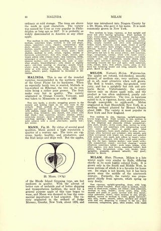 44                                  MALINDA                                                                                          MILAM

ordinary or cold storage. The trees are above                                             later was introduced into Niagara County by
the mark in most characters.      The variety                                             a Dr. Mann, who gave it his name. It is most
was named by Coxe as very popular in Phila-                                               commonly grown in New York.
delphia as long ago as 1817. It is probably as                                               Tree medium to large, vigorous, at first upright and
widely disseminated in America as any other                                               dense but after bearing spreading.          Fruit medium to
apple.                                                                                    large, round-oblate, symmetrical, usually regular, some-
                                                                                          times faintly ribbed, uniform in size and shape           stem                                                      ;


  Tree    medium in size, vigorous, spreading, open.  Fruit                               short, usually not exserted       cavity acuminate, narrow,;


medium, sometimes      large, uniform in size and shape,                                  deep,   usually russeted and often with outspreading
oblate,  sometimes conic, regular, symmetrical ; stem                                     broken russet, furrowed       calyx small, closed or partly
                                                                                                                                       ;


short, slender   ;cavity large, acute, medium to wide,                                    open    lobes acute
                                                                                                  ;              basin abrupt, narrow, usually sym-
                                                                                                                        ;


shallow, usually symmetrical, sometimes russeted      calyx                     ;         metrical, furrowed and wrinkled           skin thick, tough,              ;

closed ; lobes separated at base, broad, acute        basin                 ;             green, often with a brownish-red blush tinged with
shallow, medium to wide, obtuse, regular, smooth or                                       olive-green but late in the season yellow      dots numerous,                             ;


furrowed, symmetrical       skin thin, tough, smooth, pale
                                        ;                                                 large, conspicuous, areolar, white with russet center                                                                           ;

waxen yellow with crimson blush ; dots numerous, white,                                   calyx-tube wide, cone-shape      stamens median core small,
                                                                                                                                                 ;                                            ;



submerged   or areolar   calyx-tube small, narrow, conical ;
                                    ;                                                     usually axile    cells symmetrical, usually closed, some-
                                                                                                               ;

stamens median ; core of medium size, axile or some-                                      times open     core-lines meeting
                                                                                                           ;                    carpels smooth, broad,          ;


what abaxile, broad-elliptical ; cells closed or slightly                                 narrowing   towards the base and apex         seeds numerous,                         ;



open ; core-lines meeting or clasping        carpels broad-       ;                       wide, obtuse, dark      flesh yellow, coarse, juicy, at first
                                                                                                                            ;


ovate ; seeds brown, wide, long, plump, acute ; flesh                                     hard but becoming tender and crisp, subacid            fair to                                          ;

white or with yellow tinge, fine, crisp, tender, very                                     good    ;   March to April.
juicy, subacid ; good ; September to November or De-
cember.                                                                                      MELON.                    Norton's Melon.                                                  Watermelon.
                                                                                          The   apples are rotund, red-cheeked, smooth-
     MALINDA.                       This
                           one of the ironclad      is
                                                                                          skinned, of medium size, very uniform, and,
varieties recommended in the northern states                                              all in all, most attractive when well grown.
of the Great Plains for its hardiness.  When                                              The flesh is tender, crisp, fine-grained, very-
an especially hardy tree is wanted, Malinda is
                                                                                          juicy, and has a sprightly but rich and aro-
top-worked on Hibernal, the tree on its own                                               matic flavor.       Unfortunately, the variety
roots being a rather poor grower.    The fruit                                            thrives only on choice apple soils, and the
ranks very fair in quality.       The variety
                                                                                          product is too often undersized, poorly col-
originated in Orange County, Vermont, and                                                 ored, and unattractive. The tree, in locations
was taken to Minnesota as early as 1860.                                                  suited to it, is vigorous, hardy, and productive,
  Tree very hardy, a slender, straggling grower in the                                    though susceptible to apple-scab.          Melon
nursery and lacking vigor on its own roots in the                                         originated in East Bloomfield, New York, in a
orchard.    Fruit medium to large,
                                                                                          seedling orchard planted by Heman Chapin
                                           sharply conical,
angular and ribbed    stem short;     cavity acute, regular,
                                                         ;


with stellate, russet dots     calyx closed    basin abrupt,
                                                ;                     ;
                                                                                          about 1800. The variety is most popular in
narrow, deep, wrinkled      skin smooth, rich yellow with
                                            ;                                             New York             and          New            England.
dull blush   ; dots numerous, minute, distinct, white                                 ;


calyx-tube conical   stamens median
                        ;
                                           core closed with  ;                              Tree medium in                           size, vigorous, upright-spreading.
core-lines meeting    flesh ; yellowish-white, very juicy,                                Leaves large, broad.                       Fruit variable in size, medium to
mild subacid with a sweet after-taste          quality fair           ;               ;   large,               sometimes oblate-conic, often more
                                                                                                       round-conic,
late winter.                                                                              or less elliptical and obscurely ribbed, symmetrical                                                                                ;

                                                                                          stem short, slender cavity acute, deep, narrow to wide,
                                                                                                                            ;


     MANN.              virtue of several good
                     Fig. 35.                   By                                        often russeted and sometimes with outspreading russet
                                                                                          rays                    closed or partly             lobes
                                                                                                  calyx  small,
qualities, Mann gained a high reputation a
                                                                                                  ;                                    open                                                               ;

                                                                                          narrow, acuminate basin small, shallow to deep, narrow,
                                                                                                                        ;


quarter of a century ago. The trees are vig-                                              abrupt, often furrowed and wrinkled    skin smooth, pale                          ;



orous, hardy, healthy, and productive, and                                                yellow overspread with bright red, striped and splashed
                                                                                          with carmine dots small, pale yellow or russet calyx-
the fruit keeps and ships well. But the apples,                                                                    ;

                                                                                          tube small, cone-shaped, with fleshy pistil point project-
                                                                                                                                                                                                          ;




                                                                                          ing into the base    stamens median
                                                                                                                        ;        core small, axile                      ;                                                     ;

                                                                                          cells       symmetrical,              closed       ;               core-lines             clasping          ;           carpels
                                                                                          elliptical,sometimes tufted  seeds large, plump, wide,         ;

                                                                                          often angular, very dark brown, sometimes tufted  flesh                                                                 ;

                                                                                          yellow, firm, fine-grained, crisp, very                                                           tender,                   juicy,
                                                                                          sprightly,  aromatic,  pkasant subacid                                                        ;     very                good        ;
                                                                                          October to March.

                                                                                             MILAM.                    Blair.              Thomas.                           Milam                is           a late
                                                                                          winter apple very similar to Rails, differing
                                                                                          chiefly in its more highly colored fruits. It is
                                                                                          grown only in the South and Middle West, in
                                                                                          some         sections of which                                 it is      a favorite for                                home
                                                                                          use.               not known, but it has been
                                                                                                       Its origin               is

                                                                                          grown since the middle of the nineteenth
                       35.              Mann.            (XV2 )                           century.   Formerly, the variety was propa-
                                                                                          gated chiefly from sprouts, which spring up
of the      Rhode
               Island Greening type, are but                                              very freely.
mediocre         in     With the advent of
                       quality.                                                             Tree vigorous, upright-spreading, dense, with long,
better care of orchards and of better shipping                                            slender, curved branches.   Fruit small to medium, round-
and transportation facilities, the need for a                                             conic to short-ovate, regular, not ribbed stem pubescent,                                 ;

                                                                                          medium to long, slender        cavity acute, deep, wide,
general purpose apple of this type began to
                                                                                                                                                 ;

                                                                                          smooth and green or partly covered with thin russet ;
wane, and Mann was doomed to lose the com-                                                calyx pubescent, closed    basin medium in size, abrupt,
                                                                                                                                       ;



mercial importance it had acquired. The va-                                               shallow, narrow to medium in width, gently furrowed ;
                                                                                          skin thin, tender, smooth, yellow, marbled and striped
riety originated in the orchard of Judge                                                  with dull red, deepening to crimson in the sun ; dots
 Mooney, Granby, New York, about                                          1870,     and   numerous, conspicuous, gray, often areolar, with russet
 