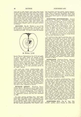 46                                MOTHER                                                                             NORTHERN SPY
russet dots or with capillary russet lines which become                          tube funnel-shape with long cylinder stamens marginal                                     ;                         ;


concentric tow'ard the calyx, green marbled with yellow                          calyx closed or open      core-lines clasping the cylinder
                                                                                                                                     ;                                                               ;

or pale yellow blushed with lively red          dots variable,
                                                            ;                    carpels round to elliptical, emarginate, tufted       seeds                                                   ;

 numerous, green and areolar, with brown-russet points,                          short, flat, obtuse, dark brown flesh yellow, fine-grained,              ;

often elongated about the cavity            calyx-tube large,
                                                        ;                        tender, juicy, sweet    good to very good September to
                                                                                                                                 ;                                             ;


 wide, conical, with fleshy pistil point projecting into the                     December.
base    stamens median      core small, abaxile with hollow
                                                                                    NEWTOWN
      ;                            ;


cylinder in the axis    cells symmetrical and closed
                              ;
                                                         core-           ;
                                                                                                    SPITZENBURG. English
lines meeting or clasping       carpels round-obcordate, mu-
                                       ;
                                                                                                Vandevere. Possibly this apple
cronate, tufted  ;  seeds few, long, acute, tufted        flesh          ;
                                                                                 Spitzenberg.
                                                                                 is as well known under the na~ne "Vandevere"
.yellow, firm, coarse, crisp, tender, juicy, brisk subacid,
becoming mild, aromatic ; good to very good ; November                           as that here given it. This is not, however, the
to February.
                                                                                 true Vandevere, and neither must it be con-
      MOTHER.                                                                    founded with Esopus Spitzenburg. Once in
                  Fig. 36. Mother is one of the
                                                                                 hand, the apples are most excellent crisp and
prized apples of old orchards, valued alike for                                  tender of flesh, and having a delectable, rich,
its handsome appearance and its tender, rich,
                                                                                 aromatic flavor. But the trees are so unreli-
well-flavored flesh. It calls to mind the better-
                                                                                 able in growth and bearing and so fastidious
                                                                                 as to soils that the variety has no commercial
                                                                                 value.             It originated in                                  Newtown, Long                            Island,
                                                                                 and was                 first       described in 1817.
                                                                                   Tree           medium
                                                                                                   to large, vigorous, spreading, dense, with
                                                                                 long,           stout,     curved
                                                                                                         branches.    Fruit of medium size,
                                                                                 round-oblong        somewhat oblate, regular and uniform
                                                                                                            or
                                                                                 in shape and size       stem very short to long, slender,
                                                                                                                             ;


                                                                                 pubescent     cavity acute, deep, broad, indistinctly fur-
                                                                                                     ;


                                                                                 rowed, sometimes russeted        calyx small, closed, some-      ;

                                                                                 times partly open       lobes broad, obtuse ;   basin small,                                   ;


                                                                                 wide, shallow to deep, furrowed         skin smooth, tough,                       ;


                                                                                 deep yellow blushed and mottled with dull red, striped
                                                                                 with carmine, streaked with gray scarf-skin and over-
                                                                                 spread with light bloom ; dots characteristic, conspicu-
                                                                                 ous, very numerous, yellow, often with russet center,
                                                                                 small, very numerous and crowded about the basin but
                                                                                 less numerous, larger and irregular toward the cavity ;
                                                                                 calyx-tube cone-shape with short, truncate cylinder ;
                                                                                 stamens median ; core small, al>axile ; cells symmetrical
                     36.          Mother. (XVa)                                  and partly open core-lines meeting or clasping carpels
                                                                                                                     ;                                                                     ;


                                                                                 smooth, elliptical seeds numerous, large, narrow, plump,
                                                                                                                         ;

                                                                                 acute    flesh yellow,
                                                                                             ;             firm, fine-grained, crisp,  tender,
known Esopus   Spitzenburg, but it is not quite                                  juicy, mild subacid, rich, aromatic ; very good in quality ;
so good an apple either for dessert or for                                       November to March.
cookery, falling short in flavor and keeping
qualities.  The trees are seldom satisfactory                                      NICKAJACK. Chatham Pippin. Missouri
and should be top-worked on a more vigorous                                      Pippin. Missouri Red. Pound. Red Pippin.
stock to obtain vigor and thrift. Mother was
                                                                                 Red Warrior. Winter Horse. This variety has
described first in 1848 from Worcester County,                                   long been held in high esteem in the South.
                                                                                 The fruits keep remarkably well, but the qual-
Massachusetts. It is very generally grown in
                                                                                 ity is but second-rate and, as generally grown,              ;
all   apple regions.                                                             the apples are dull in color and unattractive.
  Tree small, slow grower, upright-spreading, open.                              A long season is necessary for the full devel-
Fruit large, uniform in size and shape, round, round-                            opment of its fruit; therefore the variety can-
conic or oblong-ovate, obscurely and broadly ribbed
stem long, slender
                                                                             ;
                                                                                 not be grown in the North. The trees are
                       cavity acute, shallow, broad, often
                          ;


russeted,  sometimes    furrowed, compressed or lipped                       ;   vigorous and productive. The variety is sup-
calyx small, closed or nearly so       lobes narrow, acute ;
                                                   ;
                                                                                 posed to have originated near a stream of the
Tsasin shallow, narrow, abrupt, furrowed and wrinkled ;
skin thin, smooth, golden yellow covered with bright
                                                                                 same name in Macon County, North Carolina,
deep red, marbled and striped with carmine          dots in-     ;
                                                                                 and was first described in 1853.
conspicuous, yellow, submerged      calyx-tube long, funnel-
                                               ;


form with wide limb and narrow cylinder ; stamens                                   Tree large, very vigorous, upright-spreading.      Fruit
                                                                                 medium    to large, uniform in size and shape, round-conic
marginal ; core small, abaxile ; cells symmetrical, open                         to round-oblate or rarely round-oblong, sides unequal,
or partly so ; core-lines clasping ; carpels broad-ovate to
                                                                                 axis often oblique ; stem short and thick ; cavity acumi-
round, emarginate, mucronate seeds dark, plump, acute ;
                                           ;


flesh yellow, fine tender, juicy, mild subacid, aromatic ;                       nate, deep, broad, obscurely furrowed and partly cov-
                                                                                 ered with thin greenish-russet         calyx rather large,
very good to best     September to January.
                                                                                                                                                               ;
                      ;
                                                                                 closed or open      lobes short, broad, acute
                                                                                                                 ;
                                                                                                                                 basin often                                        ;


                                                                                 oblique, shallow, medium in width, obtuse to abrupt,
   MUNSON SWEET.                                       Meachem       Sweet.      obscurely   furrowed and wrinkled       skin thick, tough,                            ;


Orange Sweet. Munson is a sweet apple prom-                                      smooth, glossy, yellow, mottled and shaded with orange-
inent in New York and New England a genera-                                      red or red, irregularly splashed and streaked over the
                                                                                 base with scarf-skin and overspread with thin bloom ;
tion ago but now disappearing. It is supposed                                    dots numerous, irregular in shape, very conspicuous,
to have originated in Massachusetts early in                                     pale or russet ; prevailing effect grayish-red ; calyx-tube
the eighteenth century and was first described                                   large, wide, short and urn-shaped or long funnel-form ;
                                                                                 stamens median ; core large, axile cells closed or partly                         ;
in 1849.
                                                                                 open core-lines clasping carpels concave, broadly-ovate
                                                                                         ;                                                ;


                                                                                 to round, tufted     seeds light to dark brown, short and
                                                                                                                     ;
   Tree large, vigorous, spreading, dense.     Fruit large,
                                                                                 wide, plump, acute, tufted        flesh yellow,  very firm,          ;

round-oblate, often elliptical, ribbed ; stem short, thick                   ;
                                                                                 coarse, crisp, tender, juicy, mild subacid becoming nearly
cavity large, acuminate, narrow, unsymmetrical, rus-                             sweet, aromatic ; good ; December to May.
seted ; calyx closed ; lobes narrow, acute ; basin shallow
or very shallow, narrow, obtuse, furrowed, often un-
symmetrical ; skin thick, tough, separating readily from
                                                                                   NORTHERN                                              SPY.                 Fig. 37.                  Spy.       De-
ihe flesh, smooth, greenish-yellow often blushed calyx-              ;
                                                                                 lectable                quality,                    great                beauty in color and
 