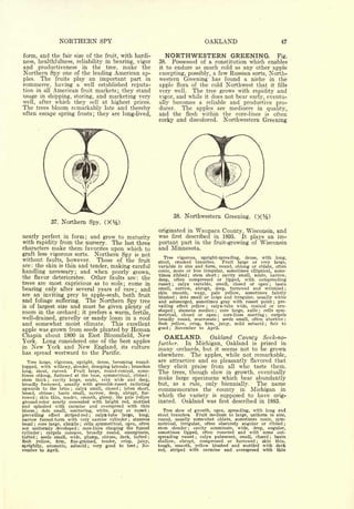 NORTHERN SPY                                               OAKLAND                                47


form, and the fair size of the fruit, with hardi-                 NORTHWESTERN GREENING.                                  Fig.
ness, healthfulness, reliability in bearing, vigor             38.  Possessed of a constitution which enables
and productiveness in the tree, make the                       it to endure as much cold as any other apple
Northern Spy one of the leading American ap-                   excepting, possibly, a few Russian sorts, North-
ples.  The fruits play an important part in                    western Greening has found a niche in the
commerce, having a well established reputa-                    apple flora of the cold Northwest that it fills
tion in all American fruit markets; they stand                 very well. The tree grows with rapidity and
usage in shipping, storing, and marketing very                 vigor, and while it does not bear early, eventu-
well, after which they sell at highest prices.                 ally becomes a reliable and productive pro-
The trees bloom remarkably late and thereby                    ducer.   The apples are mediocre in quality,
often escape spring frosts; they are long-lived,               and the flesh within the core-lines is often
                                                               corky and discolored. Northwestern Greening




                                                                        38.   Northwestern Greening.
                   37.   Northern Spy.   (X%)
                                                               originated in Waupaca County, Wisconsin, and
nearly perfect in form; and grow to maturity                   was first described in 1895. It plays an im-
with rapidity from the nursery. The last three                 portant part in the fruit-growing of Wisconsin
characters make them favorites upon which to                   and Minnesota.
graft less vigorous sorts. Northern Spy is not
                                                                  Tree vigorous, upright-spreading, dense, with long,
without faults, however. Those of the fruit                            crooked branches.    Fruit large or very large,
                                                               stout,
are the skin is thin and tender, making careful
     :                                                         variable in size and form, round, oblong or oblate, often
handling necessary; and when poorly grown,                     conic, more or less irregular, sometimes elliptical, some-
                                                               times ribbed    stem short ; cavity small, acute, narrow,
the flavor deteriorates. Other faults are: the                                 ;


                                                               deep, often compressed or lipped, with outspreading
trees are most capricious as to soils; come in                 russet ; calyx variable, small, closed or open        basin
                                                                                                                      ;



bearing only after several years of care; and                  small, narrow, abrupt, deep, furrowed and wrinkled            ;

                                                               skin smooth,    waxy, pale yellow,      sometimes faintly
are an inviting prey to apple-scab, both fruit
                                                               blushed dots small or large and irregular, usually white
                                                                         ;

and foliage suffering.   The Northern Spy tree                 and submerged, sometimes gray with russet point ; pre-
isof largest size and  must be given plenty of                 vailing effect yellow ; calyx-tube wide, conical or urn-
room in the orchard;   it prefers a warm, fertile,             shaped ; stamens median    ;
                                                                                           core large, axile   cells sym-
                                                                                                                ;


                                                               metrical, closed or open      core-lines meeting ; carpels
                                                                                              ;

well-drained, gravelly or sandy loam in a cool                 broadly round, mucronate ; seeds small, often abortive ;
and somewhat moist climate. This excellent                     flesh yellow, crisp, firm, juicy, mild subacid ; fair to
                                                               good ; November to April.
apple was grown from seeds planted by Heman
Chapin about 1800 in East Bloomfield, New                         OAKLAND.               Oakland   County           Seek-no-
York.            Long considered one  of the best apples
                                                               further.  In Michigan, Oakland is prized in
in   New York and New               England, its culture       many orchards, but it seems not to be grown
has spread westward to the Pacific.                            elsewhere. The apples, while not remarkable,
   Tree large, vigorous, upright, dense, becoming round-       are attractive and so pleasantly flavored that
topped, with willowy, slender, drooping laterals branches
                                                  ;
                                                               they elicit praise from all who taste them.
long, stout, curved.     Fruit large, round-conical, some-     The trees, though slow in growth, eventually
times oblong, flattened at the base, symmetrical, ribbed
stem thick ; cavity large, acute, very wide and deep,
                                                           ;
                                                               make large specimens which bear abundantly
broadly furrowed, usually with greenish-russet radiating       but,as a rule, only biennially. The name
upwards to the brim calyx small, closed lobes short,
                            ;                ;
                                                               commemorates the county in Michigan in
broad, obtuse     basin small, narrow, deep, abrupt, fur-
                    ;


rowed skin thin, tender, smooth, glossy, the pale yellow
         ;
                                                               which the variety is supposed to have orig-
ground-color nearly concealed with bright red, mottled         inated. Oakland was first described in 1883.
and splashed with carmine and overspread with thin
bloom ; dots small, scattering, white, gray or russet      ;      Tree slow of growth, open, spreading, with long and
prevailing effect striped-red ; calyx-tube large, long,        stout branches.   Fruit medium to large, uniform in size,
narrow funnel-form with very narrow cylinder stamens
                                                 ;             round, usually somewhat oblate, sometimes conic, sym-
basal ; core large, abaxile   cells symmetrical, open, often
                                ;                              metrical, irregular, often obscurely angular or ribbed ;
not uniformly developed ; core-lines clasping the funnel       stem slender    cavity acuminate, wide, deep, angular,
                                                                               ;


cylinder    carpels concave, broadly round, emarginate,
             ;
                                                               sometimes lipped, often russeted and with some out-
tufted   seeds small, wide, plump, obtuse, dark, tufted
         ;                                                 ;   spreading russet ; calyx pubescent, small, closed ; basin
flesh  yellow, firm, fine-grained, tender, crisp, juicy,       shallow, abrupt, compressed or furrowed      ;skin thin,
sprightly, aromatic, subacid ; very good to best      ;
                                                        No-    tough, smooth, yellow blushed and mottled with dark
vember       to April.                                         red, striped with carmine and overspread with thin
 