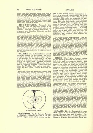 48                                   OHIO NONPAREIL                                                                                                   ONTARIO
bloom    dots light, sometimes mingled with flecks of
             ;
                                                                                                            firstof the Russian apples, and inspired in-
russet  prevailing color dark red dulled by the bloom
             ;


calyx-tube small, narrow, funnel-form    stamens median                        ;
                                                                                                            terest in a group of varieties which has made
core small, abaxile with hollow cylinder at the axis                                                       fruit-growing possible in the colder parts of
cells symmetrical, open or closed     core-lines clasping             ;                                    America. The apples are handsome and well
carpels smooth, distinctly concave, elliptical, obtusely
emarginate, mucronate ; seeds numerous, variable, small,                                                   flavored, being especially suitable for culinary
obtuse   flesh white, tender, fine-grained, juicy, sweet,                                                  uses. The trees, while neither large nor
                 ;
                                                                                                                                                       long-
crisp    ;           good   ;
                                    November      to       March.                                          lived and while quite susceptible to
                                                                                                                                                    disease,
                                                                                                           come in bearing early, are hardy and pro-
     OHIO NONPAREIL.          Nonpareil.  Red
                                                                                                           ductive, and are especially fitted for planting
Bell/lower.This       once very popular in thesort,                                                        as fillers among permanent trees. The
Middle West, is  now to be found only in old                                                                                                        variety
                                                                                                           is preeminently an
orchards. The tree is seldom satisfactory. It                                                                                    apple of commerce and
                                                                                                           thrives north and south, east and
                                                                                                                                                  west, on
originated near Massillon, Ohio, and was first                                                             many soils, but always requires good care.
described in 1848.
                                                                                                           Oldenburg was imported from England to
   Tree  medium in size, spreading. Fruit medium to                                                        America in 1835.
large, round-oblate, often obscurely ribbed ; stem short
and thick  ;  cavity large, acute, deep, symmetrical, rus-                                                    Tree medium in size, upright-spreading.       Fruit me-
seted, the russet sometimes spreading over the base                                                    ;
                                                                                                           dium to large, uniform in size and shape, round-oblate
                                       lobes narrow, acute ;                                               or oblate, regular, symmetrical      stem short, slender ;
calyx closed or slightly open                                 ;                                                                                                    ;


basin small, medium in depth, wide, abrupt, symmetri-                                                      cavity acute, deep, broad, usually partly covered with
cal ; skin yellow overspread with bright red, mottled                                                      green-russet   calyx large, usually closed
                                                                                                                                     ;                    lobes broad,         ;


and irregularly striped and splashed with carmine dots                                         ;
                                                                                                           acute; basin deep, wide, abrupt, smooth or with small
numerous, small, areolar with russet center          calyx-tube                            ;
                                                                                                           mammiform protuberances skin thick, tender, smooth,
                                                                                                                                                           ;


short, conical   stamens basal ; core small, abaxile cells
                                ;                                                              ;
                                                                                                           pale yellow, covered with irregular splashes and stripes
                                                                                                           of bright red, mottled and shaded with crimson
symmetrical, closed or open      core-lines meeting ; carpels
                                                       ;                                                                                                           dots                ;


round, flat, tufted ; seeds medium in size, long, plump,                                                   scattering, small, light colored ; prevailing effect red-
acute, tufted   flesh yellow, firm, fine, crisp, tender, juicy,
                            ;
                                                                                                           striped   calyx-tube long, wide, funnel-shape with broad
                                                                                                                        ;

                                                                                                           truncate cylinder    stamens median ; core large, axile ;
agreeably subacid, aromatic ; good to very good ; October                                                                                    ;


and November.                                                                                              cells symmetrical, closed or open ; core-lines
                                                                                                                                                             clasping ;
                                                                                                           carpels broad-ovate, emarginate   seeds large, wide, obtuse,
                                                                                                                                                               ;



   OKABENA.                                   The     fruits of               Okabena are not              plump, dark brown ; flesh yellow, firm, fine, crisp, tender,
                                                                                                           juicy, sprightly subacid, aromatic     good to very good    ;

attractive enough in appearance, nor good                                                                  for culinary purposes ; August and September.
enough in quality for the great apple regions
of the country, but the hardiness of the tree                                                                 OLIVER. Oliver's Red. Senator. Oliver
makes it a desirable variety for the northern                                                              has not generally received the attention which
part of the Great Plains. Okabena originated
                                                                                                           both fruit- and tree-characters justify. The
in 1871 near Worthington, Minnesota, from a                                                                apples are handsome in color, smooth of skin,
seed of Oldenburg supposed to have been fer-                                                               shapely, and while not large are uniform in
tilized by Wealthy.   The variety was intro-                                                               size.  The quality is good, the flavor being
duced by the Jewell Nursery Company in                                                                     pleasantly acidulous, eventually approaching
1892.                                                                                                      sweet. The trees are hardy, vigorous, come in
                                                                                                           bearing young, bear abundantly, almost an-
   Tree of the Russian type, rather small, compact, very
                                                                                                           nually, and hold the crop well.      The season
hardy, bearing almost annually, productive.       Fruit of
                                                                                                           coincides with that of Baldwin, being, if any-
medium size, not uniform in size, round-oblate or some-
times slightly conical, symmetrical    stem long, slender ;           ;                                    thing, a little longer.   Oliver is supposed to
cavity acuminate, deep, broad, russeted, symmetrical ;                                                     have originated in northwestern Arkansas, and
calyx closed, medium to large        basin shallow, wide,         ;
                                                                                                           its cultivation is confined to that and
obtuse, almost smooth, symmetrical      skin rather thick,                ;
                                                                                                                                                      neigh-
tender, light greenish-yellow overlaid with scattering                                                     boring states where long seasons insure full
stripes of light red    dots numerous, pale, submerged
                                          ;                                                        ;
                                                                                                           development.    It was first described in 1893.
core closed, with clasping core-lines, axile    calyx-tube                             ;


narrow, funnel-shaped stamens marginal      carpels round,
                                              ;                                    ;                          Tree medium in size, very vigorous, round-spreading                          ;
emarginate ; flesh tinged with yellow, sometimes with a                                                    branches long, stocky.      Leaves long and broad, thick,
trace of red, firm, tender, juicy, subacid  quality rather                         ;                       dark green.     Fruit large, uniform in size and shape,
poor, suitable only for culinary purposes ; season August                                                  round or oblate, symmetrical, regular, elliptical or ob-
and September.                                                                                             scurely angular, sides sometimes unequal         stem short             ;

                                                                                                           to long    cavity medium to large, acute, deep, broad to
                                                                                                                         ;

                                                                                                           narrow, regular, smooth, green or partly covered with
                                                                                                           greenish-russet, sometimes with outspreading russet rays ;
                                                                                                           calyx large, open      lobes separated at the base, short,
                                                                                                                                             ;


                                                                                                           broad, obtuse, erect or reflexed       basin large, saucer-
                                                                                                                                                                   ;


                                                                                                           shape, wide and abrupt, sometimes shallow and obtuse,
                                                                                                           wrinkled    skin thin, tough, waxy, smooth or roughened
                                                                                                                             ;

                                                                                                           with large russet dots, yellow, mottled and striped with
                                                                                                           red or nearly covered with bright deep red and splashed
                                                                                                           with carmine       dots conspicuous, numerous, gray or
                                                                                                                                         ;

                                                                                                           russet, large, often elongated or irregular about the
                                                                                                           cavity   calyx-tube obtusely cone-shaped
                                                                                                                    ;                                    carpels round     ;

                                                                                                           or elongated narrowing toward the base and apex,
                                                                                                           emarginate, mucronate, smooth        seeds irregular, large,
                                                                                                                                                               ;

                                                                                                           numerous, completely filling the cells, long, wide, obtuse,
                                                                                                           dark brown flesh yellow, fine and crisp, tender, breaking,
                                                                                                                                 ;

                                                                                                           juicy, sprightly subacid     good or very good ; December
                                                                                                                                                       ;

                                                                                                           to April.

                                    39.   Oldenburg.                  (X%)                                    ONTARIO.               In most of its char-
                                                                                                                                                  Fig. 40.
                                                                                                           acters,           an intermediate between its
                                                                                                                             Ontario             is
  OLDENBURG.                                      Fig. 39.          Duchess. Duchess                       parents, Northern Spy and Wagener.        The
of Oldenburg. Oldenburg,                                      still    one of the best                     apple has the oblate shape and the prominent
general purpose apples of                                         its season, was the
                                                                                                           ribbing of Wagener, but the deep cavity and
 