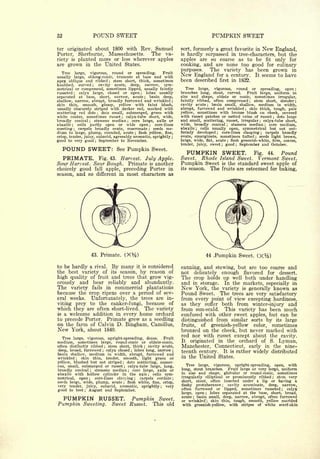52                          POUND SWEET                                                                          PUMPKIN SWEET
ter  originated about 1800 with Rev. Samuel                                                    sort,formerly a great favorite in New England,
Porter, Sherburne, Massachusetts.    The va-                                                   is hardly surpassed in tree-characters, but the
riety is planted more or less wherever apples                                                  apples are so coarse as to be fit only for
are grown in the United States.                                                                cooking, and are none too good for culinary
                                                                                               purposes.   The variety has been grown in
   Tree large, vigorous, round or spreading.            Fruit
usually large, oblong-conic, truncate at base and with
                                                                                               New England for a century. It seems to have
apex oblique     and ribbed ; stem short, thick, sometimes                                     been described first in 1832.
knobbed, curved        cavity acute, deep, narrow,
                            ;                            sym-
metrical or compresesd, sometimes lipped, usually faintly                                        Tree large,     vigorous,    round or spreading, open      ;

russeted ; calyx large, closed or open         lobes usually            ;
                                                                                               branches long,            curved.
                                                                                                                    stout,         Fruit large, uniform in
separated at base, short, narrow, acute ; basin deep,                                          size    and shape,  oblate or conic, sometimes irregular,
shallow, narrow, abrupt, broadly furrowed and wrinkled ;                                       faintly ribbed, often compressed      ; stem short, slender ;
skin thin, smooth, glossy, yellow with faint blush,                                            cavity acute ; basin small, shallow, medium in width,
usually obscurely striped with darker red, marked with                                         abrupt, furrowed and wrinkled ; skin thick, tough, pale
scattering red dots      dots small, submerged, green with
                                ;                                                              yellow, sometimes with bronze blush on cheek, covered
white center, sometimes russet       calyx-tube short, wide,
                                                ;
                                                                                               with russet patches or netted veins of russet dots large
                                                                                                                                                 ;


broadly conical ; stamens median        core large, axile or;
                                                                                               and small, scattering, russet, irregular calyx-tube short,
                                                                                                                                             ;


abaxile ;   cells  partly open   or wide open ; core-lines                                     wide, broadly conical       stamens median ; core medium,
                                                                                                                             ;


meeting     carpels broadly ovate, mucronate
            ;                                      seeds me-                    ;
                                                                                               abaxile ; cells usually open, symmetrical but not uni-
dium to large, plump, rounded, acute ; flesh yellow, fine,                                     formly developed    ;  core-lines clasping ; carpels broadly
crisp, tender, juicy, subacid, agreeably aromatic, sprightly ;                                 ovate, emarginate, sometimes tufted       ;
                                                                                                                                          seeds light brown,
good to very good ; September to November.                                                     large, wide, flat, acute ; flesh greenish-white, firm, coarse,
                                                                                               tender, juicy, sweet ; good      September and October.
                                                                                                                                 ;



     POUND SWEET:                              See Pumpkin Sweet.
                                                                                                    PUMPKIN SWEET.             Fig. 44.   Pound
     PRIMATE.                       Fig. 43.
                                   July Apple.  Harvest.                                       Sweet.   Rhode Island Sweet. Vermont Sweet.
Sour Harvest. Sour Bough. Primate is another                                                   Pumpkin     Sweet is the standard sweet apple of
choicely good fall apple, preceding Porter in                                                  its season.   The fruits are esteemed for baking,
season, and so different in most characters as




                            43. Primate.                                                                     44 .Pumpkin Sweet.

to be hardly a rival. By many it is considered                                                 canning, and stewing, but are too coarse and
the best variety of its season, by reason of                                                   not delicately enough flavored for dessert.
high quality of fruit and trees that grow vig-                                                 The crop holds up well both under handling
orously and bear reliably and abundantly.                                                      and in storage. In the markets, especially in
The   variety fails in commercial plantations                                                  New York, the variety is generally known as
because the crop ripens over a period of sev-                                                  Pound Sweet. The trees are very satisfactory
eral weeks.   Unfortunately, the trees are in-                                                 from every point of view excepting hardiness,
viting prey to the canker-fungi, because of                                                    as they suffer both from winter-injury and
which they are often short-lived. The variety                                                  from sun-scald. This variety has been much
is a welcome addition in every home orchard                                                    confused with other sweet apples, but can be
to precede Porter. Primate grew as a seedling                                                  distinguished from similar sorts by its large
on the farm of Calvin D. Bingham, Camillus,                                                    fruits, of greenish-yellow color, sometimes
New    York, about 1840.                                                                       bronzed on the cheek, but never marked with
                                                                                               red nor with russet except about the cavity.
   Tree large, vigorous, upright-spreading, dense.      Fruit                          .




medium, sometimes large, round-conic or oblate-conic,                                          It originated in the orchard of S. Lyman,
often distinctly ribbed   stem short, thick cavity acute,
                                         ;                                  ;                  Manchester, Connecticut, early in the nine-
deep, broad, furrowed    calyx closed lobes long, narrow
                                     ;                          ;                          ;
                                                                                               teenth century. It is rather widely distributed
basin shallow, medium in width, abrupt, furrowed and
wrinkled    skin thin, tender, smooth, light green or
                ;
                                                                                               in the United States.
yellow, blushed but not striped     dots scattering, numer-
                                                    ;

ous, small, submerged or russet
                                                                                                  Tree large, vigorous, upright-spreading, open, with
                                    calyx-tube large, long,
                                                        ;

         conical   stamens median      core large, axile or                                    long, stout branches.   Fruit large or very large, uniform
broadly                 ;                                   ;

abaxile with hollow cylinder in the axis          cells sym-                                   in size and shape, globular or round-conic, sometimes
                                                                                ;

                                                                                               irregularly elliptical or prominently ribbed     stem very
metrical, open     core-lines clasping
                        ;                  carpels cordate          ;                      ;
                                                                                                                                                 ;



seeds large, wide, plump, acute     flesh white, fine, crisp,
                                                    ;
                                                                                               short, stout, often inserted under a lip or having a
very tender, juicy, subacid, aromatic, sprightly         very                         ;
                                                                                               fleshy protuberance     cavity acuminate, deep, narrow,
                                                                                                                         ;


                                                                                               often furrowed or lipped, sometimes russeted         calyx
good to best August and September.
                    ;
                                                                                                                                                     ;


                                                                                               large, open   ;
                                                                                                              lobes separated at the base, short, broad,
     PUMPKIN RUSSET.                                                Pumpkin Sweet.
                                                                                               acute basin small, deep, narrow, abrupt, often furrowed
                                                                                                       ;

                                                                                               or wrinkled"; skin thin, tough, smooth, yellow marbled
Pumpkin             Sweeting.                Sweet Russet.                          This old    with greenish-yellow, with stripes of white scarf-skin
 