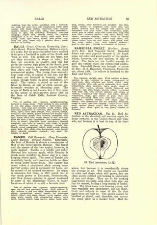 RALLS                                                   RED ASTRACHAN                                       53

radiating from the cavity, sometimes with a brownish-            deep, abrupt, often furrowed and wrinkled ; skin thin,
red blush but never red    dots conspicuous, white, often
                             ;                                   tough, smooth or roughened with russet dots, pale
areolar with russet center ; calyx-tube wide, conical ;          yellow, mottled with red, striped with carmine and
stamens median     core large, axilej cells symmetrical,
                         ;                                       overspread with gray bloom       dots conspicuous, large,
                                                                                                              ;


closed or open, not uniformly developed          core-lines
                                                     ;           white, gray or russet ; calyx-tube funnel-form, long with
clasping ; carpels thin,   broadly round, but slightly           wide limb     ;stamens median    core small, axile
                                                                                                              ;       cells          ;


emarginate if at all, often tufted     seeds small, wide,
                                             ;
                                                                 closed ; core-lines clasping   carpels round to broadly
                                                                                                  ;



plump, acute, light brown, tufted ; flesh yellow, firm,          obovate, emarginate, tufted     seeds large, broad, flat,
                                                                                                      ;


crisp and juicy, sweet with a peculiar flavor ; good ;           obtuse, tufted, light and dark brown ; flesh yellow, firm,
October to January.                                              fine,  crisp,  tender,  juicy, mild subacid, aromatic ;
                                                                 good to very good ; October to December or January.
   RALLS. Genet. Geneton. Genneting. Janet.
Rails Genet. Winter Genneting. Rails is a south-                    RAMSDELL SWEET.                                   Hurlbut.   Rams-
ern apple, but its good characters have enabled                  dell's Red. Red Pumpkin Sweet. Ramsdell
it to gain a foothold in parts of the North and
                                                                 Sweet was once popular because of the hand-
West as well. The apples are not large, nor                      some red color and good quality of the apples,
are they attractive in shape or color; but                       which, however, are not uniform in size or
they are excellent in quality, and this has                      shape. The trees are not fruitful enough to
given the variety high place in the South, par-                  give the variety value for commercial planta-
                                                                 tions.  Ramsdell Sweet was brought to notice
ticularly in regions where the poorly flavored
Ben Davis and York Imperial are the chief                        by Rev. H. S. Ramsdell, Thompson, Connecti-
commercial apples. The young trees annually                      cut, about 1838. Its culture is confined to the
bear large crops of apples of fair size, but the                 East and North.
old trees are biennial in bearing, and the                          Tree vigorous, upright, open. Fruit medium or large,
apples, though borne in great abundance, are                     variable in size, uniform in shape, oblong-conic or
small.   The variety is noted as one of the                      round-conic, often elliptical and faintly ribbed         stem   ;


                                                                 short, slender, often red     cavity acuminate, deep, broad,
latest to bloom, so that it often escapes un-
                                                                                              ;


                                                                 symmetrical, often russeted         calyx small, closed or
                                                                                                          ;

favorable weather at blooming time.         The                  open ;   lobes   narrow, abrupt,      faintly  furrowed and
origin of Rails is not known, but it first came
                                                                 wrinkled  ;  skin thin, tough, smooth, yellow, overspread
                                                                 with dark red, with obscure splashes and stripes of
to the notice of fruit-growers about 1800 on
                                                                 carmine, overspread with bloom ; dots many, distinct,
the farm of Caleb Rails, Amherst County,                         conspicuous, large, pale yellow or gray, often sub-
Virginia.                                                        merged^ prevailing effect red        calyx-tube large, long,
                                                                                                                  ;


                                                                 cylindrical ;   stamens median ; core small, axile or
   Tree of medium size, vigorous, upright-spreading,             abaxile ; cells symmetrical but not uniformly developed,
inclined to droop, dense.   Fruit medium in size, uniform        closed or open     core-lines clasping ; carpels ovate ; seeds
                                                                                     ;


in size and shape, round-oblate or round-conic, sym-             small, narrow, plump, acute ; flesh yellow, firm, fine,
metrical ; stem long and slender ; cavity obtuse, deep,          tender, juicy, sweet ; good to very good ; October to
sometimes compressed or furrowed, often russeted ; calyx         February.
small, open ; basin often oblique, wide, shallow, abrupt,
wrinkled skin smooth, yellow blushed and mottled with
             ;                                                     RED    ASTRACHAN. Fig. 45. Red As-
red, indistinctly striped with carmine, overspread with          trachan is the standard red summer apple for
light bloom which with broken stripes of thin scarf-skin
gives the fruit a dull appearance ; dots numerous, small,
                                                                 home orchards in the United States and Can-
white or russet     calyx-tube broad cone-shape ; stamens
                     ;                                           ada, not because it is best in any of its char-
marginal    core axile or abaxile ; cells closed or partly
             ;


open ; core-lines meeting or clasping          carpels
                                                 ;       flat,
broadly round, emarginate, tufted seeds narrow, plump,
                                     ;


acute, dark   flesh white, firm, fine-grained, crisp, tender,
                 ;


juicy,  subacid, aromatic, pleasant ; very good ; No-
vember to April.

  RAMBO.       Fall Rpmanite. Gray Romanite.
Large Rambo.      Striped Rambo.     Externally,
the fruit of Rambo is almost a counterpart of
that of the better-known Domine. The flavor
and the season of the two apples, however, is
quite distinct. Rambo is a mildly and richly
flavored late autumn apple, while Domine is
much more sprightly in flavor and is a long-
keeping winter apple. The trees of Rambo are
doubtfully hardy, with wood so brittle as often
to break under heavy loads. The variety has                                        45.   Red Astrachan
never taken a prominent place among com-
mercial apples, and is surpassed for home use                    acters,  but because it is considerably above
by several of its orchard associates. Its origin                 the average in all. The apples are beautiful
is unknown, but Coxe, in 1817, noted that it                     in color and shape when well grown, but are
was much grown in Delaware, Pennsylvania,                        often poorly colored and lacking in uniformity
and New Jersey whence it spread westward                         of size and shape.     They are fit for cooking
to parts of the Mississippi Valley, in many                      long before maturity, and, when fully ripe, are
localities of which it is still a favorite fruit.                fair for dessert, having a long season of useful-
                                                                 ness. The trees come into bearing young and
   Tree of medium size, vigorous, upright-spreading,
open, the old bark peculiarly rough.    Fruit medium in          bear regularly and abundantly, but are short-
size, uniform in size and shape, round-oblate or round-          lived and subject to most of the ills that
oblong,   symmetrical, usually regular but sometimes             apple-trees are heir to. The apples cannot be
faintly ribbed ; stem short, slender cavity regular, wide,
                                         ;


deep, acute, usually with outspreading russet ; calyx
                                                                 handled or stored, and, therefore, the variety
small, usually closed ; lobes narrow, acute ; basin wide,        has small place as a market fruit. Red As-
 