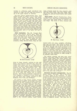 54                                    RED CANADA                                                                RHODE ISLAND GREENING
 trachan          Russian apple introduced into
                  is       a                                                                     round,  narrowing toward the apex, mucronate     seeds             ;


 America             and has long been grown in
                  in 1835,                                                                        numerous, large, angular, long, wide, plump, obtuse                       ;
                                                                                                 flesh yellow, firm, crisp, fine-grained, tender, juicy,
 all   of the apple regions of America.                                                          aromatic, rich, agreeably subacid ; good to best ; October
                                                                                                 to March.
   Tree large, vigorous, upright-spreading, dense.      Fruit
medium
oblate,
           to large, not uniform in size or shape, round-
          conical, ribbed, sides unequal        stem slender,
                                                                                                       RED JUNE.                   Fig. 47.       Carolina June. Carp-
bracted   ; cavity acute, deep, broad, often russeted with
                                                                 ;
                                                                                                 Una Red. June. Red June is characterized by its
greenish-russet, usually symmetrical, sometimes lipped                                       ;   small, deep red, round apples of uniform size
calyx large, open, or closed        lobes long, broad;  basin                    ;
                                                                                                 and shape. The flesh is white, rimmed and
shallow, narrow, obtuse, wrinkled          skin thin, tender,
                                                         ;


smooth, pale yellow often overspread with light and
dark red, splashed and irregularly striped with deep
crimson or carmine and covered with heavy bloom          dots                            ;


numerous, white calyx-tube long, funnel-form
                               ;                      stamens            ;

median core small, abaxile cells closed or open core-
          ;                                      ;                                   ;

lines clasping    carpels broadly ovate, tufted seeds small,
                       ;                                             ;


wide, plump, obtuse       flesh white often tinged with red,
                                         ;


fine, crisp, tender, juicy, brisk subacid, aromatic, some-
times astringent       good to very good
                                   ;            late July to     ;


September.

   RED CANADA.          Fig. 46.   Canada Red-
streak. Red Winter. Steele's Red. Were the
trees as satisfactory as the fruit, Red Canada
would take high rank among the commercial
apples of the country. The apples are char-
acterized by firm, crisp, fine-grained, juicy,                                                                            47.    Red   June.        (X%)
aromatic, richly flavored flesh; they are me-

                                                                                                 stained with               red,    juicy,        sprightly, refreshing,
                                                                                                 rich, and very                 good. The variety is grown in
                                                                                                 full perfection                only in the South and parts of
                                                                                                 the West, though well worth growing as far
                                                                                                 north as the Baldwin is hardy, furnishing in the
                                                                                                 South an excellent summer -apple and in the
                                                                                                 North a very good fall fruit. Red June is
                                                                                                 supposed to have originated in North Carolina,
                                                                                                 having been first described in 1848, though it
                                                                                                 is probably much older.

                                                                                                    Tree vigorous, spreading, with short, stout, curved
                                                                                                 branches. Fruit small, uniform in size and shape, round-
                                                                                                 ovate or oblong, regular, sides usually unequal         stem       ;


                       46.             Red Canada.                                               variable, usually long, slender     cavity small, acuminate,
                                                                                                                                              ;


                                                                                                 shallow, narrow,     symmetrical, sometimes compressed                 ;


                                                                                                 calyx large, leafy, closed or open ; lobes long, narrow,
dium   to large, shapely, uniform in size and                                                    acuminate basin small, shallow, narrow, obtuse, smooth
                                                                                                                 ;

                                                                                                 or wavy     skin thin, tender, smooth, glossy, pale yellow,
shape, and colored a beautiful fine, deep red,
                                                                                                             ;


                                                                                                 overspread with deep red, very dark red on the ex-
striped with deeper red on a background of                                                       posed   cheek   dots numerous, very small, light
                                                                                                                     ;                                  calyx-  ;

                                                                                                 tube short, wide, conical ; stamens median
yellow, the whole surface being conspicuously                                                    axile or somewhat abaxile
                                                                                                                                                   core large,
                                                                                                                                                            ;

                                                                                                                                 cells symmetrical, open or
marked with large fawn-colored dots. The                                                         sometimes closed
                                                                                                                                        ;


                                                                                                                       core-lines clasping
                                                                                                                            ;                 carpels broadly
                                                                                                                                                        ;


trees, however, signally fail; they are precari-                                                 ovate ;   seeds  dark brown, numerous, small, plump,
                                                                                                 acute
ously hardy, lack in vigor, subject to most of                                                           ;
                                                                                                          flesh white, fine, tender, juicy, brisk subacid               ;



the troubles that apple flesh is heir to, fastidi-                                               good to very good ; July to October.
ous as to soils, and seldom sure or annual
bearers.  Red Canada probably originated in
                                                                                                   RHODE ISLAND GREENING.                                       Fig. 48.
                                                                                                 Rhode           Island.      Greening. This is the favor-
New England a hundred or more years ago,                                                         ite  green              apple of the continent.  It ranks
and has been most largely planted in New                                                                  the first half dozen commercial varieties
                                                                                                 among
England,          New                  York, and Michigan.                                       of the country, and is to be found in as many
  Tree    medium   to large, vigorous, upright ; branches                                        home orchards as any other apple. Fruit- and
short, stout, curved, crooked.   Leaves broad, thin. Fruit                                       tree-characters contribute in equal measure
medium to large, uniform in size and shape, round-conic,                                         to its popularity. In color, the apples are a
flattened at the base, symmetrical and regular, some-
times elliptical or obscurely ribbed and with sides a                                            mellow shade of yellow with a dull blush or
little unequal ;  stem slender, pubescent ; cavity large,                                        occasionally a pale red cheek not showy
acuminate, deep, wide, often russeted and with radiating                                         but pleasing.       The apples are substantially
green or russet rays, symmetrical, sometimes furrowed ;
calyx small, closed or partly open, pubescent         basin                  ;
                                                                                                 large, never coarse, in general symmetrically
small, narrow, shallow, abrupt, furrowed and sometimes                                           rotund, and very uniform in size and shape.
wrinkled, often oblique    skin tough, smooth toward the
                                             ;                                                   The fruit ranks high among dessert apples,,
cavity, rough about the basin, light yellow overspread                                           and for culinary purposes is unsurpassed. The
with a deep re'd blush, indistinctly striped with deeper
red ; dots conspicuous, gray or fawn colored, towards                                            flesh is tender, very juicy, and has the mellow,,
the cavity scattering, large and elongated but towards                                           yellow tint of the skin. The flavor is rich but
the apex more numerous and smaller         prevailing effect ;
                                                                                                 does not cloy, pleasantly acidulous, always
deep red ;     calyx-tube   elongated-cone-shape ;  stamens
marginal    core sessile, axile, small ; cells symmetrical,
              ;                                                                                  refreshing, and as the apples ripen they de-
closed or slit ; core-lines clasping ;     carpels smooth,                                       velop a delightful aroma. The trees are of
 