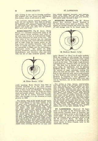 56                           ROME BEAUTY                                                                    ST.    LAWRENCE
                                                                                      times obtusely emarginate, mucronate         seeds numerous,
only, lacking in size and in keeping qualities,
                                                                                                                                  ;


                                                                                      plump, acute, tufted, light and dark brown ; flesh
The  original tree was found near Burlington,                                         yellow, firm, fine-grained to coarse, crisp, juicy, aromatic,
New Jersey, where it still stood in 1817.                                             mild subacid ; good November to May.
                                                                                                              ;




   Tree moderately vigorous, spreading, irregular, very
                                 fruit small to medium,
                                                                                           ROXBURY RUSSET.                      Fig.   50.       Boston
hardy and very productive                      ;
                                                                                      Russet. Rox. Roxbury. Russet.      Roxbury is
round, uniform    stem with a fleshy protuberance from
                         ;


the neighboring part, resembling a Roman nose, whence
                                                                                      the best known russet apple in America. The
the name Roman Stem       skin rough, yellow, clouded and
                                  ;                                                   apples are notable keepers and before the days
spotted   flesh tender, mild, juicy, with an agreeable
          ;                                                                           of cold storage were to be found under the
flavor; good early ;
                     winter.


     ROME BEAUTY.                              Fig. 49.       Rome. Rome
Beauty      a desirable commercial apple in all
              is

apple regions except northern ones, where in
its early years at least, it is precariously hardy.
The best characters are those of the tree. The
trees, while of but medium size, are vigorous,
come in bearing early, load with fruit annually,
and in high winds the apples persist on the
long stems and flexible branches better than
those of almost any other variety. The trees
are susceptible to blight and the scab-fungus
unfortunate faults.      The apples are large,
smooth, handsome, uniform in size and shape,
thick-skinned, and, therefore, ship and keep                                                          50.   Roxbury Russet. (X%)
well, but are of only mediocre quality.       Gen-
                                                                                      name  "Russet," or "Rox," in all apple markets.
                                                                                      With the coming     of cold storage, the demand
                                                                                      for the long-keeping, dull-colored russet apples
                                                                                      has fallen off, and the popularity of Roxbury
                                                                                      is now on the wane. The rough, tough-skinned,

                                                                                      yellowish-brown, russeted fruits are known by
                                                                                      all. The flesh, too, is distinct with its yellow-
                                                                                      green color, its tenderness, and its pleasing
                                                                                      sprightly flavor. The fruit is remarkable for
                                                                                      the amount of sugar contained, making this
                                                                                      about the best sort for cider. The variety does
                                                                                      best in rich intervale soils, and is most popular
                                                                                      inNew England and westward into Michigan.
                                                                                      Roxbury is supposed to have originated in
                                                                                      Roxbury, Massachusetts, nearly 300 years ago,
                                                                                      and is, therefore, one of the oldest American
                       49.   Rome         Beauty.            (X%)                     varieties.

                                                                                        Tree medium to large, vigorous, round-spreading.
erally        speaking,         Rome Beauty
                                     does best in                                     Fruit large, variable in size and shape, oblate or oblate-
southern           latitudes   the mild western
                                          or       in                                 conic, often broadly and obscurely angular and some-
                                                                                      times remarkably elliptical, sides unequal ; stem short,
climates, yet it is grown to perfection in some                                       thick or swollen, pubescent, often red on one side ;
parts of New York and Michigan. It requires                                           cavity acute, deep, wide, sometimes lipped ; calyx large,
rich soils, failing in which, the fruits are under-                                   pubescent, closed or partly open ; lobes long, sometimes
                                                                                      short, obtuse ; basin variable, narrow, obtuse, furrowed
sized and poorly colored. Rome Beauty origi-                                          and often wrinkled skin tough, covered with yellowish-
                                                                                                               ;

nated with H. N. Gillet, Lawrence County,                                             brown russet, colored specimens developing a bronze
Ohio, who brought it to the attention of fruit-                                       blush which rarely deepens to red     dots russet or gray ;
                                                                                                                            ;


                                                                                      calyx-tube large, wide, with fleshy pistil point project-
growers in 1848.                                                                      ing into the base, conical     stamens basal
                                                                                                                     ;
                                                                                                                                      core axile ;
                                                                                                                                        ;


                                                                                      cells symmetrical, closed, rarely partly open     core-lines
  Tree vigorous, small, at first upright but later spread-                                                                                   ;


                                                                                      meeting    carpels flat, elongated and narrowing toward
ing and drooping, with slender, lateral branches. Leaves
                                                                                                 ;


                                                                                      the apex, sometimes emarginate, mucronate, tufted ; seeds
long.  Fruit medium to very large, uniform in size
                                                        or                       or   few, often abortive, long, plump, acute, tufted ; flesh
and shape,             round,   round-conic,                 oblong,   regular
                                                                                      yellow, firm, coarse, tender, breaking, juicy, sprightly
faintly ribbed, usually symmetrical but sometimes with                                subacid ; good to very good ; December to May.
sides  unequal ; stem characteristically long, slender,
often oblique ; cavity large, characteristically obtuse
and smooth, shallow, wide, sometimes compressed or                                         ST.       LAWRENCE.   Montreal. St. Law-
lipped, often gently furrowed, green or red, never rus-                                rence     an apple of the Fameuse type; the
                                                                                                 is
seted ; calyx small, closed or open ; lobes converging
above but separated toward the base ; basin small, shal-                               fruits greatly resemble those of Fameuse, but
low, narrow, abrupt, usually furrowed or wrinkled                                 ;    seldom equal them except in size, being usually
skin thick, tough, smooth, yellow mottled with bright                                  much larger. It thrives in New England and
red which in highly-colored specimens deepens to solid
red on the exposed cheek, striped with bright carmine                             ;
                                                                                       parts of Canada and is especially prized along
dots numerous, white or brown, small ; calyx-tube cone-                                the St. Lawrence River.      Its origin is not
 shape, often with fleshy pistil point projecting into the                             known, but it is probably a seedling of Fa-
base stamens marginal      core medium to large, abaxile ;
      ;                               ;

cells sometimes unsymmetrical, open ; core-lines meeting ;
                                                                                       meuse grown in lower Canada early in the
carpels round, narrowing toward base and apex, some-                                   nineteenth century.
 