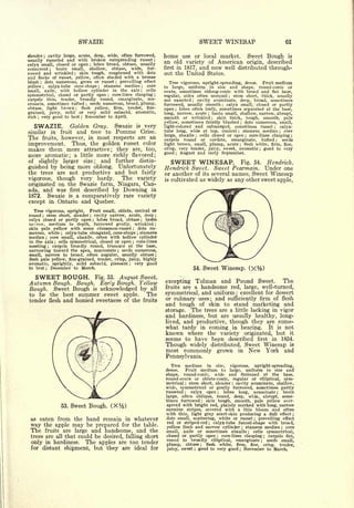 SWAZIE                                                                                                                                        61

slender   cavity large, acute, deep, wide, often furrowed,
                 ;                                                                                               home    use or local market.    Sweet Bough is
usually russeted and with broken outspreading russet ;                                                           an old variety of American origin, described
calyx small, closed or open      lobes broad, obtuse, usually ;


connivent     basin small, shallow, obtuse, wide, fur-
                             ;
                                                                                                                 first in 1817, and now well distributed through-
rowed and wrinkled       skin tough, roughened with dots
                                              ;                                                                  out the United States.
and flecks of russet, yellow, often shaded with a bronze
blush   dots numerous, green or russet
         ;                                    prevailing effect                  ;                                 Tree vigorous, upright-spreading, dense. Fruit medium
yellow    calyx-tube cone-shape ; stamens median
             ;
                                                          core                                          ;
                                                                                                                 to large, uniform in size and shape, round-conic or
small, axile, with hollow cylinder in the axis            cells                                         ;
                                                                                                                 ovate, sometimes oblong-conic with broad and flat base,
symmetrical,   closed or partly open      core-lines clasping              ;                                ;
                                                                                                                 regular, sides often unequal     stem short, thick, usually
                                                                                                                                                            ;


carpels thin, tender, broadly round, emarginate, mu-                                                             not exserted  ; cavity acuminate, deep, broad, sometimes
cronate, sometimes tufted      seeds numerous, broad, plump,
                                                          ;
                                                                                                                 furrowed, usually smooth      calyx small, closed or partly
                                                                                                                                                        ;

obtuse, light brown       flesh yellow,    firm, tender, fine-
                                                  ;
                                                                                                                 open ; lobes often leafy, sometimes separated at the base,
grained, juicy,   mild or very mild subacid, aromatic,                                                           long, narrow, acute    basin small, shallow, narrow, abrupt,
                                                                                                                                            ;

rich ; very good to best November to April.           ;                                                          smooth or wrinkled        skin thick, tough, smooth, pale
                                                                                                                                                ;


                                                                                                                 yellow, sometimes faintly blushed     dots numerous, small,
                                                                                                                                                                        ;


   SWAZIE.     Golden Gray. Swazie is very                                                                       light-colored  and submerged, sometimes russet         calyx-          ;



similar in fruit and tree to Pomme Grise.                                                                        tube long, wide at top, conical      stamens median;     core                  ;


                                                                                                                 large, abaxile   cells closed or open ; core-lines clasping ;
The fruits, however, in most respects are an                                                                                       ;


                                                                                                                 carpels round or cordate, emarginate,         tufted ;  seeds
improvement. Thus, the golden russet color                                                                       light brown, small, plump, acute ; flesh white, firm, fine,
makes them more attractive; they are, too,                                                                       crisp, very tender, juicy, sweet, aromatic   good to very      ;




more aromatic; a little more richly flavored;                                                                    good August and early September.
                                                                                                                      ;




of slightly larger size; and further distin-                                                                        SWEET      WINESAP. Fig. 54. Hendrick.
guished by being more oblong. Unfortunately                                                                      Hendrick Sweet. Sweet Pearmain. Under one
the trees are not productive and but fairly                                                                      or another of its several names, Sweet Winesap
vigorous, though very hardy.    The variety                                                                      is cultivated as widely as any other sweet apple,
originated on the Swazie farm, Niagara, Can-
ada, and was first described by Downing in
1872.  Swazie is a comparatively rare variety
except in Ontario and Quebec.
  Tree vigorous, upright. Fruit small, oblate, conical or
round stem short, slender cavity narrow, acute, deep
             ;                                                ;                                              ;


calyx closed or partly open     lobes broad, obtuse    basin      ;                                     ;

narrow, medium in depth, furrowed gently, wrinkled                                                          ;

skin pale yellow with some cinnamon-russet         dots nu-                                     ;


merous, white     calyx-tube elongated, cone-shape stamens
                                       ;                                                            ;


median core small, abaxile, often with hollow cylinder
                     ;

in the axis   cells symmetrical, closed or open
                                  ;
                                                  core-lines                                    ;


meeting    carpels broadly round, truncate at the base,
                         ;

narrowing toward the apex, mucronate seeds numerous,                                 ;


small, narrow to broad, often angular, usually obtuse ;
flesh pale yellow, fine-grained, tender, crisp, juicy, highly
aromatic, sprightly, mild subacid, pleasant ; very good
to best              ;           December     to      March.                                                                   54.         Sweet Winesap.
   SWEET BOUGH.                                                       Fig. 53.           August Sweet.
                                                                                                                                   Tolman and Pound Sweet. The
Autumn Bough. Bough. Early Bough. Yellow                                                                         excepting
                                                                                                                 fruits are a        handsome red, large, well-turned,
Bough. Sweet Bough is acknowledged by all
to be the best summer sweet apple.        The                                                                    symmetrical, and uniform; excellent for dessert
tender flesh and honied sweetness of the fruits                                                                  or culinary uses; and sufficiently firm of flesh
                                                                                                                 and tough of skin to stand marketing and
                                                                                                                 storage. The trees are a little lacking in vigor
                                                                                                                 and hardiness, but are usually healthy, long-
                                                                                                                 lived, and productive, though they are some-
                                                                                                                 what tardy in coming in bearing. It is not
                                                                                                                 known where  the variety originated, but it
                                                                                                                 seems to have been described first in 1854.
                                                                                                                 Though widely distributed, Sweet Winesap is
                                                                                                                 most commonly grown in New York and
                                                                                                                 Pennsylvania.
                                                                                                                    Tree   medium in size, vigorous, upright-spreading,
                                                                                                                 dense.    Fruit medium to large, uniform in size and
                                                                                                                 shape,   round-conic, wide and flattened at the base,
                                                                                                                 round-ovate or oblate-conic, regular or elliptical, sym-
                                                                                                                 metrical  ; stem short, slender cavity acuminate, shallow,
                                                                                                                                                                ;


                                                                                                                 wide, symmetrical or gently furrowed, sometimes partly
                                                                                                                 russeted  ;  calyx open     lobes long, acuminate
                                                                                                                                                    ;                    basin              ;


                                                                                                                 large, often oblique, round, deep, wide, abrupt, some-
                                                                                                                 times furrowed      skin tough, smooth, pale yellow over-
                                                                                                                                       ;



                                       53.   Sweet Bough.                      (X%)                              spread with bright red, plainly marked with long, narrow
                                                                                                                 carmine stripes, covered with a thin bloom and often
                                                                                                                 with thin, light gray scarf-skin producing a dull effect ;
 as eaten                             from the hand remain                                 in       whatever     dots small, scattering, white or russet ; prevailing effect
                                                                                                                 red or striped-red ; calyx-tube funnel-shape with broad,
 way the apple may be prepared for the table.                                                                    yellow limb and narrow cylinder ; stamens median ; core
 The fruits are large and handsome, and the                                                                      small, axile or sometimes abaxile         cells symmetrical,
                                                                                                                                                                            ;


 trees are all that could be desired, falling short                                                              closed or partly open      core-lines clasping ; carpels flat,
                                                                                                                                                    ;

                                                                                                                 round to broadly elliptical, emarginate          seeds small,
 only in hardiness. The apples are too tender
                                                                                                                                                                                    ;


                                                                                                                 plump, obtuse ; flesh white, firm, fine, crisp, tender,
 for distant shipment, but they are ideal for                                                                    juicy, sweet ; good to very good ; November to March.
 