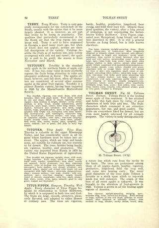 62                                                       TERRY                                                                                   TOLMAN SWEET
     TERRY.                                  Terry Winter.                         Terry         is   very gen-      hardy,           healthy,                   bear
                                                                                                                                                         productive,             long-lived,
erally          recommended                                  for the cotton-belt of the                              young, and hold their load         Despite these         well.
South, usually with the advice that it be more                                                                       good qualities, the variety, after a long period
largely planted.    It is, however, an old sort                                                                      of probation, is not superseding the better-
that seems to be losing in popularity.      The                                                                      known Yellow Bellflower. Titus Pippin origi-
qualities that particularly recommend it for                                                                         nated near Hempstead, Long Island, and was
the South are that the crop ripens late and                                                                          first described in 1841.   It is still a general
keeps well. Terry is said to have originated                                                                         favorite on Long Island, but is little known
in Georgia a good many years ago, but when                                                                           elsewhere.
or where does not appear; neither are there
                                                                                                                        Tree large, vigorous, upright-spreading, dense.    Fruit
full descriptions of the variety.  Catalogs de-                                                                      large,   oblong-conic or round-conic, often irregularly
scribe the fruits as of medium size, pale yellow                                                                     elliptical or obtusely ribbed, sides unequal, axis oblique ;
                                                                                                                     stem   medium in length and thickness
overspread with rich red and russet; the qual-                                                                                                                       cavity small,    ;


                                                                                                                     acuminate, deep, narrow to broad, furrowed, often rus-
ity is said to be good; the season is from                                                                           seted and with narrow, outspreading russet rays          calyx                ;

November until March.                                                                                                large, open    lobes leafy, long, acute
                                                                                                                                       ;                        basin small, often
                                                                                                                                                                                 ;


                                                                                                                     oblique, shallow to deep, narrow, abrupt, often promi-
     TETOFSKY.                                           Tetofsky                  is       the       standard       nently ribbed, sometimes with mammiform protuberances                                      ;

                                                                                                                     skin tender, smooth, waxy, yellow, clouded with green,
early apple in the northern limits of apple cul-                                                                     sometimes with an orange blush, rarely with distinct
ture. It has, too, some value in more southerly                                                                      red lines or dots     dots numerous, small, russet or sub-
                                                                                                                                                 ;



regions, the fruits being attractive in color and                                                                    merged prevailing effect yellow calyx-tube large, wide,
                                                                                                                              ;                                           ;


                                                                                                                                        with fleshy pistil point projecting into
                                                                                                                     deep, cone-shape
pleasantly acidulous in flavor. The apples are                                                                       the base     stamens median
                                                                                                                                  ;                   core large, abaxile
                                                                                                                                                                ;              cells                   ;


small, however, and fall short, when all charac-                                                                     symmetrical, wide open, sometimes partly closed          core-                ;


ters are considered, of several other summer                                                                         lines   clasping or meeting         carpels   elongated-ovate,
                                                                                                                                                                    ;


                                                                                                                     emarginate, tufted      seeds irregular, often imperfectly
apples in the great fruit regions. Tetofsky is a
                                                                                                                                                     ;


                                                                                                                     developed, large, long, acute     flesh yellow, firm, coarse,
                                                                                                                                                                    ;

pioneer Russian variety, having been imported                                                                        crisp, tender, juicy, subacid, with pleasant aroma       good                     ;



in 1835 by the Massachusetts Horticultural                                                                           to very good     October to February.
                                                                                                                                           ;




Society.                                                                                                               TOLMAN SWEET.                                          Fig.    55.    Tollman
   Tree dwarfish, vigorous, very erect, dense, with stout                                                            Sweet. Tolman. Tolman Sweet is the leading
branches, filled with small spurs.   Fruit small, uniform                                                            sweet apple of this continent. It has attained
in size and shape, oblate or round, sometimes conic,
regular  stem medium in length, slender cavity obtuse,
            ;                                                                                ;
                                                                                                                     and holds this high place by virtue of good
medium to deep, broad, usually symmetrical, gently                                                                   characters of both fruit and tree.                                     The        fruit-
furrowed   calyx large, closed
                    ;
                                 lobes long, broad    basin            ;                                 ;           characters which commend it are                                        attractive
shallow, furrowed and wrinkled         skin thick, tough,
smooth, waxy, greenish-yellow, more or less striped and
                                                                               ;
                                                                                                                               fair size, and good quality.
                                                                                                                     appearance,                              The
splashed with bright red, overspread with faint bloom                                                            ;           everywhere liked for dessert, but are
                                                                                                                     fruits are
dots inconspicuous, pale, submerged        calyx-tube long,                         ;
                                                                                                                     even more highly esteemed for all culinary
wide, funnel-shape    stamens median      core large, axile
or somewhat abaxile      cells open
                                               ;


                                       core-lines clasping
                                                     ;                         ;
                                                                                    ;

                                                                                                                 ;
                                                                                                                     purposes.             The       variety    is      easily distinguished               by
carpels broadly round, concave       seeds short, plump                    ;                                     ;

flesh white, firm, coarse, tender, juicy, sprightly, aro-
matic, subacid    fair to good ; late July to early Sep-
                                     ;

tember.

     TITOVKA.      Tit-us Apple.     Titus Riga.
Titovka      valuable in the upper Mississippi
                            is

Valley, and has considerable merit in all re-
gions where hardiness must be taken into ac-
count. The apples, which are large and hand-
some, are suitable for culinary use, but scarcely
so for dessert. The trees, besides being hardy,
are vigorous, healthy, and productive.       The
variety was imported from Russia in 1870 by
the United States Department of Agriculture.
                                                                                                                                           55.   Tolman Sweet. (X%)
   Tree dwarfish but vigorous, upright, dense, with stout,
twiggy branches.     Fruit large, round or oblong, some-
times conic, regular, symmetrical      stem short, usually                     ;
                                                                                                                     a suture line which runs from the cavity to
not exserted     cavity acuminate, very deep, sometimes
                                 ;                                                                                   the basin.   The trees are preeminent among
russeted   calyx of medium size, closed
                ;                          segments small,                              ;
                                                                                                                     those of all apples hardy, healthy, vigorous,
convergent    basin shallow, very abrupt, wrinkled
                        ;
                                                       skin                                                  ;


smooth, yellow, shaded and striped with bright red and                                                               productive, long-lived, hold the crop well,
overspread with light bloom      calyx-tube elongated-cone-    ;                                                     and come into bearing early.       The many
         stamens median core large, abaxile cells sym-
shape   ;


metrical,   open    core-lines clasping  ;
                                                         ;

                                           carpels broadly                          ;
                                                                                                  ;
                                                                                                                     good characters of the trees make Tolman a
round or obovate, emarginate seeds few, small, plump ;             ;
                                                                                                                     favorite as a stock upon which to top-work
flesh white, coarse, crisp, juicy, subacid    good to very                                   ;                       kinds less well endowed. The origin of this
good ; August and September.                                                                                         best of all sweet apples is unknown. It was

     TITUS PIPPIN.                                                                                                   brought to the attention of fruit-growers in
                       Hang-on. Timothy. Well                                                                        1822. Tolman is grown in all the leading apple
Apple.                     of Titus Pippin be-
                        Every character
        its relationship to Yellow Bellflower,
                                                                                                                     regions of America.
speaks
by which it is surpassed in both tree and fruit.                                                                       Tree vigorous,     upright-spreading,  drooping, open                                ;


The fruits are large, smooth, attractive, pleas-                                                                     branches long, stout, curved and drooping. Fruit medium
                                                                                                                     to large, uniform in size and shape, globular or round-
antly flavored, and adapted to either dessert                                                                        conical,  often  elliptical  or  obscurely ribbed   stem                  ;

or      culinary                             uses.           The           trees            are       vigorous,      medium to long, slender cavity obtuse, broad, deep,
                                                                                                                                                            ;
 