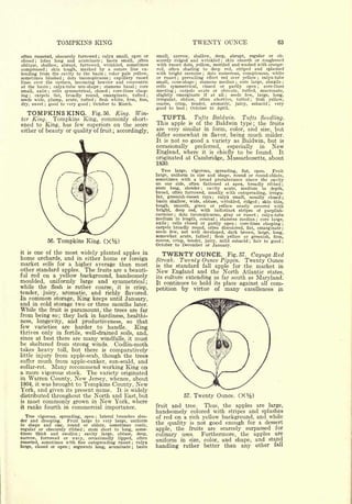 TOMPKINS KING                                                                      TWENTY OUNCE                                                     63


often russeted, obscurely furrowed ; calyx small, open or                              small, narrow, shallow, deep, abrupt, regular or ob-
closed    lobes long and acuminate
          ;
                                          basin small, .often  ;                       scurely ridged and wrinkled       skin smooth or roughened
                                                                                                                                    ;


oblique, shallow, abrupt, furrowed, wrinkled, sometimes                                with russet dots, yellow, mottled and washed with orange-
compressed     skin tough, marked by a suture line ex-
                  ;                                                                    red,  often shading to deep red, striped and splashed
tending from the cavity to the basin color pale yellow,            ;
                                                                                       with bright carmine dots numerous, conspicuous, white
                                                                                                                           ;


sometimes blushed      dots inconspicuous
                                      ;      capillary russet          ;
                                                                                       or russet     prevailing effect red over yellow
                                                                                                        ;                                calyx-tube                   ;


lines over the surface, becoming heavier and concentric                                small, cone-shape     stamens median ; core large, abaxile
                                                                                                                   ;                                                                 ;


at the basin     calyx-tube urn-shape
                          ;
                                         stamens basal ; core
                                                           ;
                                                                                       cells   symmetrical, closed or partly open         core-lines                  ;


small, axile    cells symmetrical, closed ; core-lines clasp-
                      ;                                                                meeting ; carpels ovate or obovate, tufted, mucronate,
       carpels flat, broadly round, emarginate, tufted                                 slightly emarginate     if at all   seeds few, large, long,
ing   ;                                                                            ;                                                    ;


seeds wide, plump, acute, tufted      flesh white, firm, fine,
                                                       ;                               irregular, obtuse, often abortive, tufted      flesh yellow,       ;


dry, sweet    good to very good October to March.
              ;                                    ;                                   coarse,   crisp,  tender, aromatic, juicy, subacid ; very
                                                                                       good to best October to April.
                                                                                                              ;



     TOMPKINS KING.        Fig. 56. King. Win-
ter King. Tompkins King, commonly short-
                                                                                          TUFTS. Tufts Baldwin. Tufts Seedling.
ened to King, has few superiors on the score                                           This apple is of the Baldwin type; the fruits
either of beauty or quality of fruit accordingly,                                      are very similar in form, color, and size, but
                                                                           ;
                                                                                       differ somewhat in flavor, being much milder.
                                                                                       It is not so good a variety as Baldwin, but is
                                                                                       occasionally                preferred,               especially                        in   New
                                                                                       England, where it is chiefly to be found. It
                                                                                       originated at Cambridge, Massachusetts, about
                                                                                       1830.
                                                                                          Tree large, vigorous, spreading, flat, open.     Fruit
                                                                                       large, uniform in size and shape, round or round-oblate,
                                                                                       sometimes with a broad protuberance above the cavity
                                                                                       on one side, often flattened at apex, broadly ribbed                                          ;

                                                                                       stem long, slender     cavity acute, medium in depth,
                                                                                                                       ;


                                                                                       broad, often furrowed, usually with outspreading, irregu-
                                                                                       lar, greenish-russet rays ; calyx small, usually closed ;
                                                                                       basin shallow, wide, obtuse, wrinkled, ridged     skin thin,                       ;


                                                                                       tough, smooth, green or yellow nearly covered with
                                                                                       bright, deep red, with indistinct stripes of purplish-
                                                                                       carmine dots inconspicuous, gray or russet
                                                                                                    ;
                                                                                                                                         calyx-tube                   ;

                                                                                       medium in length, conical stamens median core large,
                                                                                                                               ;                                  ;

                                                                                       axile   cells closed or partly open
                                                                                                ;                             core-lines clasping ;
                                                                                                                                               ;


                                                                                       carpels broadly round, often discolored, flat, emarginate                                     ;

                                                                                       seeds few, not well developed, dark brown, large, long,
                                                                                       somewhat acute, tufted ; flesh yellow or greenish, firm,
                      56.       Tompkins King.                                         coarse, crisp, tender, juicy, mild subacid    fair to good     ;                              ;

                                                                                       October to December or January.

it is
home
          one of the most widely planted apples in                                          TWENTY OUNCE.                  Fig. 57. Cayuga Red
       orchards, and in either home or foreign                                         Streak.              Twenty Ounce Pippin. Twenty Ounce
market   sells for a higher average than most                                          is    the standard  fall apple for the market in
other standard apples. The fruits are a beauti-                                        New      England and the North Atlantic states,
ful red on a yellow background, handsomely                                             its   culture extending as far south as Maryland.
moulded, uniformly large and symmetrical;                                              It    continues to hold its place against all com-
while the                     flesh    rather coarse, it is crisp,
                                          is
                                                                                                                   virtue      of
                                                                                       petition             by                          many        excellences                     in
tender,       juicy,              aromatic, and richly flavored.
In    common         King
                   storage,                            keeps until January,
and in cold storage two or three months later.
While the fruit is paramount, the trees are far
from being so; they lack in hardiness, healthi-
ness, longevity, and productiveness, so that
few varieties are harder to handle.       King
thrives only in fertile, well-drained soils, and,
since at best there are many windfalls, it must
be sheltered from strong winds. Codlin-moth
takes heavy toll, but there is comparatively
little injury from apple-scab, though the trees
suffer much from apple-canker, sun-scald, and
collar-rot. Many recommend working King on
a more vigorous stock. The variety originated
in Warren County, New Jersey, whence, about
1804, it was brought to Tompkins County, New
York, and given its present name. It is widely
distributed throughout the North and East, but                                                               57.   Twenty Ounce.                   (Xy2       )

is most commonly grown in New York, where
it ranks fourth in commercial importance.                                              fruit and tree. Thus, the apples are large,
                                                                                       handsomely colored with stripes and splashes
   Tree vigorous, spreading, open ; lateral branches slen-                             of red on a rich yellow background, and while
der and drooping.    Fruit large to very large, uniform
in shape and size, round or oblate, sometimes conic,                                   the quality is not good enough for a dessert
regular or obscurely ribbed    stem short to long, some-
                                               ;                                       apple, the fruits are scarcely surpassed for
times thick and swollen ; cavity large, obtuse, deep,
                                                                                       culinary uses.  Furthermore, the apples are
narrow, furrowed or wavy, occasionally lipped, often
russeted, sometimes with fine outspreading russet
                                                                                       uniform in size, color, and shape, and stand
                                                     calyx                     ;


large, closed or open   segments long, acuminate ; basin
                                          ;                                            handling rather better than any other fall
 