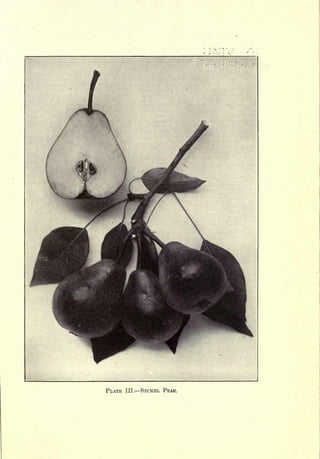 PLATE   III.   SECKEL PEAR.
 