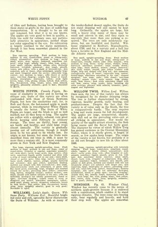 WHITE PIPPIN                                                                                       WINDSOR                               67


of Ohio and Indiana, having been brought to                                                        the tender-fleshed dessert apples, the fruits do
these states as grafts in the days of saddle-bag                                                   not stand shipping well and cannot be kept
transportation.   It is thought to be an old                                                       long.   Ordinarily, the apples are large, but
sort            renamed, but what                   it   is   no one knows.                        with a heavy crop many of them may be
The   apples are very good to best in quality, a                                                   small and uneven in size, and they ripen so
little too mild for culinary uses, not particu-                                                    unevenly that more than one picking is re-
larly attractive in appearance, neither shape                                                      quired.   The trees are only moderately vig-
nor color appealing to the eye. Its cultivation                                                    orous, but are healthful and fruitful.      Wil-
is largely confined to the states mentioned,                                                       liams originated in Roxbury, Massachusetts,
though it has been somewhat planted in the                                                         about 1750, and for a century and a half has
Far West.                                                                                          been a favorite in New England and the Mid-
                                                                                                   dle Atlantic states.
  Tree vigorous, spreading.   Fruit medium to large,
uniform in size, round-oblate, round or oblong-conic,                                                 Tree small, upright-spreading, dense.      Fruit medium
ribbed, symmetrical   stem medium to long
                                    ;          cavity                                  ;
                                                                                                   or large, uniform in size and shape, oblong-conic or
small, acute, deep, narrow, furrowed, sometimes rus-                                               round-conic, broadly ribbed,    sides often unequal     stem     ;

seted    calyx large, usually closed
            ;
                                        lobes long, acute ;
                                                         ;                                         medium to long, thick ; cavity obtuse, shallow, broad
basin small, oblique, shallow, obtuse, often distinctly                                            furrowed,   so"metimes russeted      calyx usually
                                                                                                                                               ;        closed
furrowed, wrinkled, pubescent        skin tough,    ;smooth,                                       lobes long     basin shallow, narrow, abrupt, furrowed
                                                                                                                              ;

waxen, pale yellow, with a shade of brownish-red        dots                               ;       skin thick, tender, smooth, pale yellow overlaid with
numerous, pale or russet, often submerged, usually large                                           bright, deep red, striped with dark red ; dots numerous
and much elongated about the cavity        calyx-tube long,   ;
                                                                                                   inconspicuous, gray or russet      calyx-tube long, narrow
                                                                                                                                           ;

conical    core medium to large     cells closed or partly
                ;                                    ;
                                                                                                   funnel-shape, sometimes extending to the core ; stamens
open    core-lines clasping
        ;                    carpels flat, broad or round-
                                            ;
                                                                                                   marginal     core large, axile
                                                                                                                          ;
                                                                                                                                       cells
                                                                                                                                           ; closed ; core-lines
cordate,   emarginate, mucronate, tufted        seeds light       ;
                                                                                                   clasping ; carpels ovate     seeds narrow, long, plump,
                                                                                                                                       ;

brown, large, wide, plump, obtuse, tufted      flesh yellow,          ;
                                                                                                   acute, dark brown      flesh white sometimes tinged with
                                                                                                                                  ;

firm, fine-grained, crisp, tender, juicy, mild subacid,                                            red, firm, coarse, crisp, tender, juicy, becoming dry
sprightly, pleasantly aromatic ; good to best ; December                                           when overripe, pleasant mild subacid, aromatic ; good ;
to March.
                                                                                                   August and September.

  WHITE       PIPPIN. Canada Pippin. Be-                                                             WILLOW                       TWIG.    Willow Leaf.        Willow.
cause of similarity in color and in having an                                                      Once  seen, the tree of this variety can always
oblique axis, fruits of this variety are often                                                     be recognized by its slender drooping twigs.
confounded with those of Green Newtown                                                             The tree is further characterized by strong,
Pippin, but here the similarities end; for, in                                                     vigorous, healthy growth, early bearing, and
flesh and flavor, the last-named apple is much                                                     productiveness.   Despite the fact that the
superior, while in tree-character White Pippin                                                     variety is of value only in the South, the tree
is usually the better.    The fruits of White                                                      is comparatively hardy.      The crop requires
Pippin are larger, and the blush is not so well                                                    a long and warm season for full development.
marked, nor do they keep so long. The apples                                                       The apples are large, symmetrical, shapely,
are yellow with a sprightly, subacid, very good                                                    with dull red as the prevailing color not at
flavor, keeping until February in ordinary                                                         all striking in appearance.      Nor would the
storage.   The trees are thrifty, bear young,                                                      quality of the apples attract attention, the flesh
are hardy and healthy, and yield large crops                                                       being coarse and the flavor but fairly good.
almost annually.     The variety is gradually                                                      The character by virtue of which Willow Twig
passing out of cultivation, though it would                                                        has gained eminence in the Central Mississippi
seem to be too good to be wholly lost. Its                                                         Valley, where it is chiefly grown, is length of
origin is not known, but since the fruits were                                                     season, as few apples keep longer. The origin
described from old trees in 1848, it must be                                                       of the variety is not known, but probably it is
more than a century old. It is most commonly                                                       an old sort brought to new life in Ohio about
grown               in   New York and New                     England.                             1848.

   Tree large, vigorous, upright-spreading, dense.   Fruit                                            Tree large, vigorous, upright-spreading with terminals
medium to large, uniform in size and shape, round or                                               drooping.    Fruit large, round-conic, sometimes round-
round-oblate, irregular  or angular, sometimes symmetri-                                           oblate, regular or faintly ribbed, symmetrical       stem    ;


cal;  stem short cavity large, acute, deep, narrow, often
                               ;                                                                   short   cavity acute, deep, wide, often irregular or com-
                                                                                                              ;


wavy, sometimes lipped, partly russeted and often with                                             pressed,  sometimes lipped, smooth, green or red, with
a strip of russet extending out on one side   calyx small,                ;                        pale dots sometimes thinly russeted ;        calyx small,
closed or partly open     lobes long, narrow, acuminate
                                        ;                                                      ;   closed   basin wide, irregular or compressed, deep, often
                                                                                                                  ;


basin small, shallow, narrow, abrupt, usually furrowed                                             abrupt, sometimes ridged, wrinkled      skin smooth, pale
                                                                                                                                                   ;


and wrinkled      skin pale yellow, sometimes blushed,
                          ;                                                                        yellow or dull green, mottled and blushed with red and
mottled and striped with thin brownish-red     dots small,                    ;                    irregularly striped and splashed with deeper red      dots           ;


characteristically white and submerged, or green with                                              numerous, large, russet-gray or yellow ; prevailing color
fine russet point, scattering, large, irregular                                   and russeted     dull red   calyx-tube long, narrow, funnel-shape
                                                                                                                      ;
                                                                                                                                                     stamens
                                                                                                                                                           ;


toward the cavity ; prevailing effect yellow                                      ;   calyx-tube
long, narrow, elongated conical      stamens median  ;
                                                        core                               ;


small, abaxile with hollow cylinder in the axis ; cells not                                        carpels thin, flat, broadly round, narrowing toward the
uniformly developed     but usually symmetrical, closed or                                         base   seeds large, flat, wide, plump, blunt
                                                                                                          ;
                                                                                                                                                flesh yellow,
                                                                                                                                                       ;


open    core-lines clasping
        ;                      carpels round to ovate or
                                                ;                                                  firm, coarse, crisp, tender, juicy, sprightly, aromatic ;
elongated and narrow, sometimes emarginate, tufted                                             ;   fair to good ; January to May.
seeds small, plump, narrow, elongated, acuminate, brown
to dark brown      flesh yellow, firm, fine-grained, tender,
                              ;
                                                                                                     WINDSOR. Fig. 61. Windsor Chief.
crisp, juicy, sprightly subacid ; good or very good ;
November to April.                                                                                 Windsor has recently come to the notice of
                                                                                                   northern apple-growers because it is endowed
  WILLIAMS. Lady's Apple. Queen. Wil-                                                              with a constitution which enables it to stand
liams Early. Williams Red. Beautiful bright                                                        rigorous climates. The trees come into bearing
red color and rich, agreeable flavor characterize                                                  early, bear regularly and heavily, and hold
the fruits of Williams. As with so many of                                                         their crop well.   The apples are somewhat
 