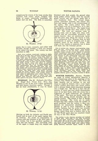 68                         WINESAP                                                 WINTER BANANA
conspicuous by reason of the large areolar dots                 blotched with dark purple, the ground color
centered with russet, which, mingled with                       being golden yellow, which, with the smooth
flecks of russet, plentifully besprinkle the                    glossy texture and soft bloom, make this a
rather dull red skin. The flesh is somewhat                     very handsome fruit.        The rotund shape,
                                                                usually somewhat truncate, and always uni-
                                                                form and regular, adds to the attractiveness of
                                                                the apples.    The coarse yellow flesh, with
                                                                veins tinged with red, is distinctive, as is, also,
                                                                the sprightly, subacid flavor. The apples keep
                                                                and ship well, though they often scald in cold
                                                                storage.        The          trees       are   vigorous,   come           in
                                                                bearing early, and on light, rich, deep, well-
                                                                drained soils are remarkably productive and
                                                                regular bearers; they are precariously hardy
                                                                and will grow only where the season is long.
                                                                As a commercial fruit, Winesap finds its best
                                                                environment in parts of Virginia and in the
                                                                northern states of the Pacific Coast.     The
                     61.   Windsor.       (X%)                  origin of the variety is unknown, but it dates
                                                                well back into the Colonial period.
coarse, but is juicy, aromatic, and rather well
                                                                     Tree of medium
flavored, though possibly a little too neutral                                               size, vigorous, round-spreading, strag-
                                                                                                                      Fruit medium
                                                                gling and open.             Leaves small, narrow.
to be called very good. The variety was first                   to    large,         in size and shape, usually conical,
                                                                               uniform
described in 1889.                                              sometimes round, truncate at base, regular or obscurely
                                                                ribbed, symmetrical    stem short, slender
                                                                                                 ;           cavity small,
                                                                                                                      ;

   Fruit above medium, round-conic varying to oblate,           acute, narrow, deep, symmetrical or furrowed, often lipped,
broad, flat at the base, often one-sided and faintly ribbed ;   often russeted or with outspreading russet rays       calyx   ;


stem medium to long, slender cavity large, obtuse to
                                      ;                         large,  closed ; lobes long, narrow, acuminate ; basin
acute, wide, deep or sometimes shallow, russeted and            small, often oblique, shallow, narrow, distinctly fur-
with coarse, outspreading russet rays ; calyx small, closed     rowed, wrinkled    skin tough, smooth, glossy, bright red
                                                                                    ;


or partly open ; lobes small, connivent, acute, pubescent ;     indistinctly striped and blotched with dark red over a
basin abrupt, shallow to deep, wide, furrowed, wrinkled ;       yellow ground-color, overspread with faint bloom       dots           ;


skin thick, smooth, waxy, pale yellow or greenish,              small, scattering, white     prevailing effect deep red ;
                                                                                                     ;


blushed with thin, dull red or in highly-colored speci-         calyx-tube variable, conical ; stamens marginal ; core
mens predominantly deep red, obscurely striped with             small, abaxile with a hollow cylinder in the axis, nar-
dull carmine   ;  dots characteristically large, dull, pale,    rowing toward the apex ; cells uniformly developed, sym-
often areolar with russet center, sometimes mingled with        metrical, open or nearly closed ; core-lines clasping ;
flecks of russet ; calyx-tube funnel-form    stamens median
                                               ;                carpels broadly round, concave, slightly emarginate if
or below ; core small, axile ; cells closed ; core-lines        at all, mucronate ; seeds wide, plump, obtuse          flesh      ;


clasping  the funnel cylinder ; carpels broad, narrowing        yellow, veins sometimes red, firm, coarse, crisp, juicy,
toward base and apex, tufted ; seeds variable, narrow to        sprightly subacid good to very good ; October to March.
                                                                                        ;


wide, obtuse or approaching acute, tufted, light brown ;
flesh white, tinged with green or yellow, firm, fine-
grained, juicy, aromatic, mild subacid becoming nearly
                                                                     WINTER BANANA.                             Banana.     Possibly
sweet ; good to very good October to March.
                              ;
                                                                no apple of recent introduction deserves a
                                                                more conspicuous place in the plantings of the
     WINESAP.   Fig. 62. Holland's Red Win-                     amateur than Winter Banana. The fruits are
ter. Royal Red.     Texan Red.    Wine Sop.                     large, shapely, not so uniform in size and
Winesap is one of the most widely distributed                   shape as might be desired, with a most hand-
and best known American apples. Though it                       somely colored skin clear pale waxen yellow
has    its   local    attachments,        it   may   be found   with a delicate blush which sometimes deepens
                                                                into a bright red. The flavor is that rich ad-
                                                                mixture of sweet and sour which characterizes
                                                                most of our best fruits, while the aroma has a
                                                                suggestion of musk exclusively the property
                                                                of this apple. The trees are hardy, fairly vig-
                                                                orous, bear young, almost annually, and are
                                                                usually fruitful. The season is that of Rhode
                                                                Island Greening.    The fruits are so easily
                                                                bruised that they seldom reach the market in
                                                                good condition, and the variety                       is   thus con-
                                                                demned          for commercial
                                                                                         plantings.  Winter
                                                                Banana                   originated in Cass
                                                                               is said to have

                                                                County, Indiana, but the writer has recently
                                                                seen fruit brought from Holland,                           name un-
                     62.   Winesap.                             known, which leads him to believe this to be
                                                                an Old World apple that has somehow found
thriving on both the Atlantic and Pacific sea-                  its way to the New World.
boards and in most of the apple regions that
                                                                  Tree medium in size, vigorous, spreading and inclined
lie between.    No doubt its adaptability to                    to droop, open.    Fruit large to very large, un-uniform
various soils and climates is the chief asset of                in size and shape, round-conic, oblong-conic, or some-
the variety, but it has excellent qualities of                  times oblate, flat at the base, often irregularly elliptical
                                                                and ribbed, axis sometimes oblique, sides often unequal ;
fruit and tree besides.   The prevailing color                  stem short to long cavity large, acute, shallow, broad,
                                                                                             ;

of the apple is bright deep red, striped and                    gently furrowed, sometimes lipped, smooth or partly
 