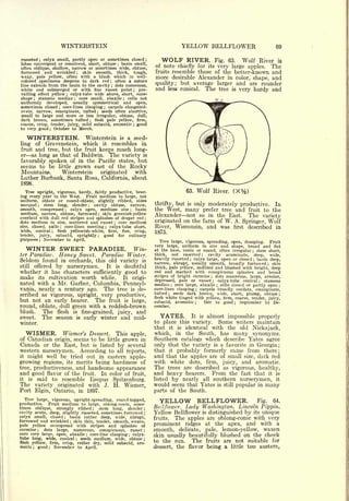 WINTERSTEIN                                                                                                 YELLOW BELLFLOWER                                         69

russeted   calyx small, partly open or sometimes closed ;
                 ;

lobes convergent or connivent, short, obtuse      basin small,
                                                                                                                                   WOLF     RIVER. Fig. 63. Wolf River is
often oblique, shallow, narrow or sometimes wide, obtuse,
                                                                                                     ;
                                                                                                                                of note chiefly for its very large apples. The
furrowed and wrinkled           skin smooth, thick, tough,
                                                       ;
                                                                                                                                fruits resemble those of the better-known and
waxy, pale yellow, often with a blush which in well-                                                                            more desirable Alexander in color, shape, and
colored specimens deepens to dark red          often a suture
                                                                                                                                quality; but average larger and are rounder
                                                                                         ;


line extends from the basin to the cavity      dots numerous,                                ;


white and submerged or with fine russet point ; pre-                                                                            and less conical. The tree is very hardy and
vailing effect yellow    calyx-tube wide above, short, cone-
                                           ;


shape   ;
         stamens median       core small, abaxile  ; cells not                                           ;


uniformly developed, usually symmetrical and open,
sometimes closed core-lines clasping ; carpels elongated-
                               ;


ovate, narrow, emarginate, tufted        seeds often abortive,             ;

small to large and more or less irregular, obtuse, dull,
dark brown, sometimes tufted         flesh pale yellow, firm,      ;


coarse, crisp, tender, juicy., mild subacid, aromatic ; good
to very good ; October to March.

     WINTERSTEIN.        Winterstein is a seed-
ling     Gravenstein, which it resembles in
            of
fruit and tree, but the fruit keeps much long-
er as long as that of Baldwin. The variety is
favorably spoken of in the Pacific states, but
seems to be little grown east of the Rocky
Mountains.      Winterstein   originated  with
Luther Burbank, Santa Rosa, California, about
1898.

  Tree upright, vigorous, hardy, fairly productive, bear-                                                                                          63.       Wolf River. (X%)
ing every year in the West.    Fruit medium to large, not
uniform, oblate or round-oblate, slightly ribbed, sides
unequal    stem long, slender
             ;                     cavity obtuse, narrow,      ;
                                                                                                                                thrifty,     but   is    only moderately productive.                     In
smooth, compressed     calyx open, medium size
                                       ;             basin                                                       ;              the West,         prefer tree and fruit to the
                                                                                                                                                   many
medium, narrow, obtuse, furrowed skin greenish-yellow                          ;
                                                                                                                                Alexander   not so in the East. The variety
overlaid with dull red stripes and splashes of deeper red
                                                                                                                                           on the farm of W. A. Springer, Wolf
                                                                                                                            ;

dots    medium in size, scattered and russet   core medium                                       ;
                                                                                                                                originated
size,         axile
        closed,       core-lines meeting
                                   ;       calyx-tube short,                         ;
                                                                                                                                River, Wisconsin, and was first described in
wide, conical ; flesh yellowish-white, firm, fine, crisp,                                                                       1875.
tender,  juicy,   subacid, sprightly     good for culinary                 ;


purposes   November to April.
                 ;
                                                                                                                                   Tree large, vigorous, spreading, open, drooping. Fruit
                                                                                                                                very large, uniform in size and shape, broad and flat
     WINTER SWEET PARADISE.                                                                                          Win-       at the base, conic or round, often irregular ; stem short,
ter Paradise.                  Honey Sweet.                                        Paradise Winter.                             thick,   not exserted     cavity acuminate,
                                                                                                                                                              ;                deep,    wide,
Seldom found in orchards, this old variety is                                                                                   heavily russeted   calyx large, open or closed basin deep,
                                                                                                                                                    ;                                      ;


                                                                                                                                narrow, abrupt, usually smooth, broadly furrowed         skin        ;
still offered by nurserymen.    It is doubtful                                                                                  thick, pale yellow, mottled and blushed with bright, deep
whether it has characters sufficiently good to                                                                                  red and marked with conspicuous splashes and broad
make its cultivation worth while. It origi-                                                                                     stripes of bright carmine    dots numerous, large, areolar,
                                                                                                                                                                    ;


                                                                                                                                depressed, pale or russet      calyx-tube conical
                                                                                                                                                                        ;            stamens    ;
nated with a Mr. Garber, Columbia, Pennsyl-                                                                                     median core large, abaxile cells closed or partly open
                                                                                                                                         ;                                  ;                             ;


vania, nearly a century ago. The tree is de-                                                                                    core-lines clasping   carpels broadly cordate, emarginate,
                                                                                                                                                         ;

                                                                                                                                tufted ; seeds dark brown, wide, short, plump, obtuse ;
scribed as vigorous, upright, very productive,
                                                                                                                                flesh white tinged with yellow, firm, coarse, tender,
                                                                                                                                                                                       juicy,
but not an early bearer. The fruit is large,                                                                                    subacid, aromatic       fair to good ; September to De-
                                                                                                                                                         ;


round, oblate, dull green with a reddish-brown                                                                                  cember.
blush.               The flesh is fine-grained, juicy, and
sweet.               The season is early winter and mid-                                                                          YATES. It is almost impossible properly
winter.                                                                                                                         to place this variety. Some writers maintain
                                                                                                                                that it is identical with the old Nickajack,
     WISMER.     Wismer's Dessert. This apple,                                                                                  which, in the South, has many synonyms.
of   Canadian        seems to be little grown in
                             origin,                                                                                            Southern catalogs which describe Yates agree
Canada or the East, but is listed by several                                                                                    only that the variety is a favorite in Georgia;
western nurserymen. According to all reports,                                                                                   that it probably formerly came from there                                 ;

it might well be tried out in eastern apple-                                                                                    and that the apples are of small size, dark red
growing regions, its merits being hardiness of                                                                                  with white dots, firm, juicy, and aromatic.
tree, productiveness, and handsome appearance                                                                                   The trees are described as vigorous, healthy,
and good flavor of the fruit. In color of fruit,                                                                                and heavy bearers. From the fact that it is
it  is said to resemble Esopus Spitzenburg.                                                                                     listedby nearly all southern nurserymen, it
The variety originated with J. H. Wismer,                                                                                       would seem that Yates is still popular in many
Port Elgin, Ontario, in 1897.                                                                                                   parts of the South.
  Tree large, vigorous, upright-spreading, round-topped,
productive.   Fruit medium to large, oblong-conic, some-
                                                                                                                                  YELLOW BELLFLOWER.                    Fig.  64.
times oblique, strongly ribbed        stem long, slender               ;                                                ;
                                                                                                                                Beilflower. Lady Washington. Lincoln Pippin.
cavity acute, deep, slightly russeted, sometimes furrowed                                                               ;
                                                                                                                                Yellow Beilflower is distinguished by its unique
calyx       small,         closed      ;       basin       rather                  deep,          wide,          abrupt,        fruits. The apples are oblong-conic with very
furrowed and wrinkled skin thin, tender, smooth, waxen,
                                                                                                                                prominent ridges at the apex, and with a
                                               ;


pale yellow overspread with stripes and splashes of
carmine   dots large, numerous, conspicuous, russet
             ;                                                                                                          ;       smooth,       delicate,           pale,         lemon-yellow,       waxen
core very large, open, abaxile    core-line clasping calyx-;                                                 ;
                                                                                                                                skin usually beautifully blushed on the cheek
tube long, wide, conical     seeds medium, wide, obtuse ;
                                                       ;

flesh yellow, firm, crisp, rather dry, mild subacid, aro-                                                                       to the sun.   The fruits are not suitable for
matic   ;good   November to April.
                       ;                                                                                                        dessert, the flavor being a little too austere,
 