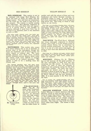 RED SIBERIAN                                                                                           YELLOW SIBERIAN                                                         75


   RED SIBERIAN.        This variety is not to                                                                market, and, with the advent of later and even
be   confused       Large Red Siberian, the
                                 with                                                                         handsomer and better flavored varieties, its
fruits and trees of which are larger and the                                                                  popularity began to wane.    It seems first to
foliage coarser. Tree and fruit are ornamental,                                                               have been mentioned in 1844, but it was grown
but the fruits are too small to find favor for                                                                long before               this.           How      long, or where                          it   orig-
any purpose. The variety is rapidly passing                                                                   inated,          no one knows.
from cultivation. Red Siberian originated in
                                                                                                                 Tree large, very spreading, drooping, dense, with stout,
France, but when and where does not appear;                                                                   curved and drooping branches.       Fruit large, round or
nor is it known when it was brought to                                                                        round-oblong, flattened at the ends, somewhat ribbed                                                ;

                                                                                                              stem medium to long, stout, bracted
America, although it must have been one of                                                                                                                 cavity narrow,                    ;



                                                                                                              shallow, obtuse    calyx large, closed    lobes long, leafy,
the first to be imported, since it was described                                                              reflexed
                                                                                                                                         ;

                                                                                                                        basin shallow, wrinkled skin thin, yellow with
                                                                                                                                                                                     ;


                                                                                                                           ;                                             ;

as early as 1803.                                                                                             bright red cheek, overspread with bloom, highly-colored
                                                                                                              specimens covered with bright red       calyx-tube conical     ;                                    ;

   Tree rather small, vigorous, erect, very hardy, pro-                                                       stamens marginal       core medium size
                                                                                                                                               ;             cells closed                            ;            ;


ductive, with rather long, slender twigs.   Fruit small,                                                      flesh       yellow,       crisp,          juicy,   fine,somewhat astringent,
borne in clusters,                %
                       inch in diameter, round-oblate to                                                      subacid    very
                                                                                                                           ;                 good   ;     late   August to the middle of
oblong, irregularly elliptical  stem long and slender ;                                                   ;   September.
cavity acute, medium in width and depth      calyx small                          ;


to medium, often deciduous
pressed
                                 basin but slightly de-
          skin smooth, pale yellow striped and blushed
              ;
                                                          ;
                                                                                                                 VAN WYCK.                               Van Wyck Sweet. Although
with lively red and overspread with blue bloom      flesh                                           ;
                                                                                                              this        sweet       originated in Duchess
                                                                                                                                        crab-apple
subacid, astringent, good for culinary uses    September                              ;                       County,           New
                                                                                                                            York, it is now seldom found in
and October.                                                                                                  eastern United States, but is advertised by
                                                                                                              several western nurserymen. Its only value is
  SEPTEMBER.                                  This variety, also, comes
                                                                                                              that it is one of a few sweet crab-apples. It
from Peter Gideon, but                            is not as desirable as
                                                                                                              seems to have been first described by Downing
several other of his crab-apples, though the
                                                                                                              in 1872.
fruits are handsome and of good quality for
either dessert or culinary uses.   The trees,                                                                    Fruit large for a Siberian crab-apple, whitish shaded
though vigorous, have                                                                                         with bright red, covered with bloom flesh white, tender,
                                                short, stout, crooked,                                                                                                           ;


                                                                                                              juicy, sweet, rich   core small, closed    quality good
                                          serious defects which make
                                                                                                                                                                                                                  ;
twisted branches                                                                                                                               ;                                                 ;


                                                                                                              August and September.
the variety much more difficult to manage
than several of its orchard associates. The                                                                      WHITNEY.                               Whitney No.                              20.     Whitney
variety is said to be a seedling from the                                                                     has in full measure all the good qualities of
Cherry crab.                                                                                                  the best crab-apples in both fruit and tree
                                                                                                              excepting one the season.     It ripens in late
   Tree vigorous, spreading, open, with short, stout,
crooked and twisted branches.       Fruit medium to large,                                                    August, too early to meet the demand of
uniform in size but not in shape, round-oblate to oblong,                                                     housewives who postpone caring for this fruit
sometimes conic, frequently ribbed, sides usually un-                                                                                 For those who want a
        stem long, slender cavity obtuse, shallow, broad,                                                     until cooler weather.
equal ;                                       ;



occasionally furrowed, sometimes russeted      calyx large,                   ;                               crab-apple for dessert early in the season,
closed or partly open
obtuse
                          basin mammillate, shallow, deep,
                                      ;

          skin thin, tender, smooth, pale yellow, striped
                                                                                                              Whitney is about as good as any. The variety
          ;


with red, in well-colored specimens nearly covered with                                                       was grown from seed by A. E. Whitney, Frank-
dark red, overspread with bloom dots small, scattering,       ;
                                                                                                              lin Grove, Illinois, and was first described in
gray or brown       calyx-tube short, broadly funnel-form,
                             ;                                                                                1869. It is more popular in the West than in
pistil point persistent     stamens median    core medium
                                          ;                               ;
                                                                                                              the East.
size, axile or abaxile    cells closed or wide open
                                      ;                core-                                    ;

lines clasping    carpels round, elongated
                         ;                   seeds 'variable          ;

in shape, of         medium wide, short, acute, light dull
                                      size,
brown    flesh yellow,
          ;            tender, juicy, subacid, with an
agreeable crab-apple flavor
tember.
                               good to very good ; Sep-
                                                  ;
                                                                                                              row,  deep, obtuse  cayx         ;
                                                                                                                                                  o arge, cose   meum
                                                                                                                                                                    or
                                                                                                              open basin broad, shallow, wrinkled skin light yellow
                                                                                                                      ;
                                                                                                                                                                                         ;


                                                                                                              shaded and striped with red
                                                              TRANSCEND-                                                                   flesh yellow, crisp, juicy,
                                                                                                                                                                 ;


                                                                                                              mild subacid good to very good late August and early
                                                                                                                                    ;                                    ;


                                                      ENT.          Fig.                  69.           For   September.
                                                  many  years Transcend-
                                                  ent was the most pop-                                          YELLOW                        SIBERIAN.             Golden Beauty.
                                                  ular            crab-apple                             in   Yellow Siberian                       is    almost identical with Red
                                                   America,           its                 beautiful           Siberian, except in color and size of fruit. The
                                                   color          and high quality                            fruits are larger than those of Red Siberian and
                                                  commending                              it.           The   of clear golden-yellow color.    The trees come
                                                   trees, too, are vigorous,                                  into bearing young and are reliable croppers,
                                                   hardy,   and very pro-                                     yielding very heavy crops annually or almost
                                                   ductive. It is, however,                                   annually. The trees are very hardy but some-
 69. Transcendent.                                 a little top early in sea-                                 times suffer from blight.                              The season                          is   Sep-
                  (xy2   )                         son for either home or                                     tember.
 