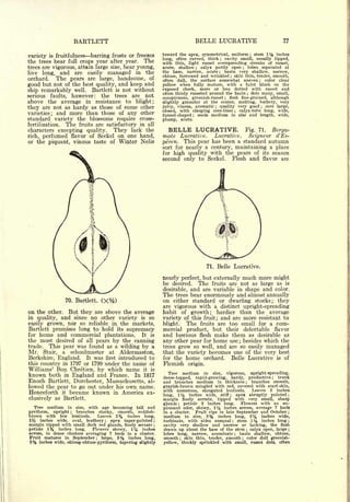 BARTLETT                                                                BELLE LUCRATIVE                                                               77


variety is fruitfulness barring frosts or freezes
                                                                     toward the apex, symmetrical, uniform                            stem 1    inches    ;               %
                                                                     long,   often curved,               thick           cavity small, usually lipped,
the trees bear full crops year after year. The
                                                                                                                     ;


                                                                     with thin, light russet overspreading streaks of russet,
trees are vigorous, attain large size, bear young,                   acute, shallow     calyx partly open
                                                                                                ;
                                                                                                              lobes separated at              ;



live long, and are easily managed in the                             the base, narrow, acute      basin very shallow, narrow,
                                                                                                                 ;


                                                                     obtuse, furrowed and wrinkled      skin thin, tender, smooth,
orchard.   The pears are large, handsome, of                         often dull, the surface somewhat uneven
                                                                                                                              ;

                                                                                                                       color clear                                ;


good but not of the best quality, and keep and                       yellow when fully mature, with a faint blush on the
                                                                                       more or less dotted with russet and
ship remarkably well. Bartlett is not without                        exposed cheek,
                                                                     often thinly russeted around the basin     dots many, small,                     ;
serious faults, however: the trees are not                                                           flesh fine-grained, although
                                                                     conspicuous, greenish-russet                        ;


above the average in resistance to blight;                           slightly granular at the center, melting, buttery, very
they are not as hardy as those of some other                         juicy, vinous, aromatic    quality very good
                                                                                                            ;          core large,                                    ;


                                                                     closed, with clasping core-lines     calyx-tube long, wide,
varieties; and more than those of any other
                                                                                                                                      ;


                                                                     funnel-shaped    seeds medium in size and length, wide,
                                                                                            ;

standard variety the blossoms require cross-                         plump, acute.
fertilization.The fruits are satisfactory in all
characters excepting quality.   They lack the                          BELLE LUCRATIVE.                                                           Fig. 71.                Berga-
rich, perfumed flavor of Seckel on one hand,                         mote Lucrative.    Lucrative.   Seigneur d'Es-
or the piquant, vinous taste of Winter Nelis                         peren. This pear has been a standard autumn
                                                                     sort for nearly a century, maintaining a place
                                                                     for high quality with the pears of its season
                                                                     second only to Seckel. Flesh and flavor are




                                                                                                     71. Belle Lucrative.


                                                                     nearly perfect, but externallymuch more might
                                                                     be desired. The fruits are not as large as is
                                                                     desirable, and are variable in shape and color.
                                                                     The trees bear enormously and almost annually
                   70. Bartlett.                                     on either standard or dwarfing stocks; they
                                                                     are vigorous with a distinct upright-spreading
on the   other.    But they are above the average                    habit of growth; hardier than the average
in quality,      and since no other variety is so                    variety of this fruit; and are more resistant to
easily grown, nor so reliable in the markets,                        blight.  The fruits are too small for a com-
Bartlett promises long to hold its supremacy                         mercial product, but their delectable flavor
for home and commercial plantations.    It is                        and luscious flesh make them as desirable as
the most desired of all pears by the canning                         any other pear for home use besides which the                        ;

trade. This pear was found as a wilding by a                         trees grow so well, and are so easily managed
Mr. Stair, a schoolmaster at Aldermaston,                            that the variety becomes one of the very best
Berkshire, England.              It   was    first   introduced to   for the home orchard.     Belle Lucrative is of
                          under the name of
this country in 1797 or 1799                                         Flemish             origin.
Williams' Bon Chretien, by which name it is
known both in England and France. In 1817                              Tree            medium       in     size,             vigorous,                    upright-spreading,
                                                                     dense-topped,   rapid-growing, hardy, productive       trunk                                         ;

Enoch   Bartlett, Dorchester, Massachusetts, al-                     and  branches medium in thickness          branches smooth,                  ;


lowed the pear to go out under his own name.                         grayish-brown mingled with red, covered with scarf-skin,
                                                                     with numerous, elongated lenticels.        Leaves 3 inches
Henceforth it became known in America ex-
                                                                     long, 1       %
                                                                                  inches wide, stiff    apex abruptly pointed ;                                                ;

clusively as Bartlett.                                               margin finely serrate, tipped     with very small, sharp
                                                                     glands    petiole 2 inches long.
                                                                               ;
                                                                                                           Flowers with an un-
  Tree medium in           with age becoming tall and
                         size,                                       pleasant odor, showy, 1% inches across, average 7 buds
pyriform, upright ;   branches stocky, smooth, reddish-              in a cluster.   Fruit ripe in late September and October                                                  ;

brown    with    few           Leaves 2% inches long,
                       lenticels.                                    medium in size, 2% inches long, 2% inches wide,
1% inches wide, ova], leathery apex taper-pointed
                                            ;                    ;   turbinate, with sides unequal       stem 1      inches long  ;                           %                ;

margin tipped  with small dark red glands, finely serrate        ;   cavity very shallow and narrow or lacking, the flesh
petiole 1% inches long.      Flowers showy, 1% inches                drawn up about the base of the stem calyx open, large ;                      ;


across, in dense clusters averaging 7 buds in a cluster.             lobes long, narrow, acuminate        basin shallow, obtuse,      ;

Fruit matures in September       large, 3
                                      ;              %
                                             inches long,            smooth        ;
                                                                                        skin thin, tender, smooth ; color dull greenish-
2% inches wide, oblong-obtuse-pyriform, tapering slightly            yellow,           thickly sprinkled with small, russet dots, often
 