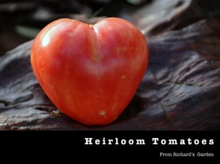 Heirloom Tomatoes
         From Richard’s Garden
 
