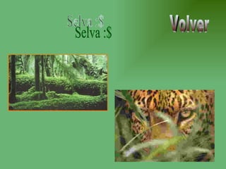 Selva :$ Volver 