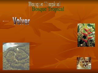 Bosque Tropical Volver 
