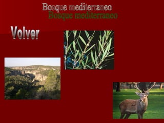 Bosque mediterraneo Volver 