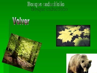 Bosque caducifolio Volver 